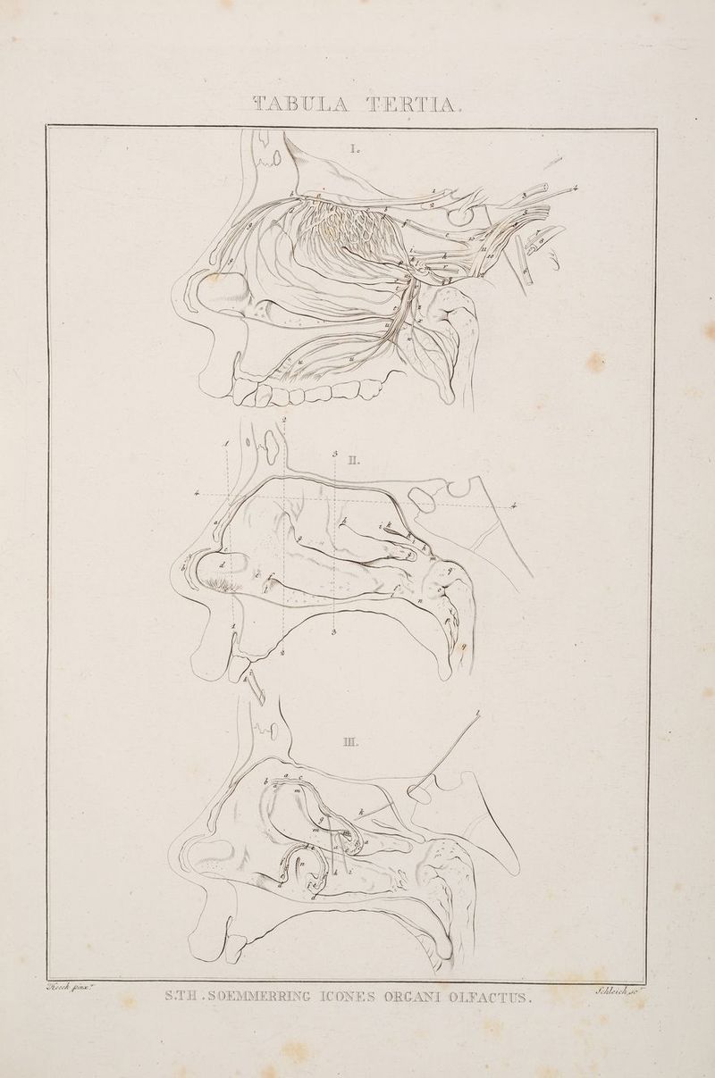 TABULA TERTIA. UND N —..,77 a Fe ee n DDW) 4 NN ai am \i N ER ISSL et Im , EN / Z A II>> \ RIIIIDD NN \ N N | SUN Sao = — SEERRN A =. S:TH..SOEMMERRING ICONES ORCANI OLFACTUS. et