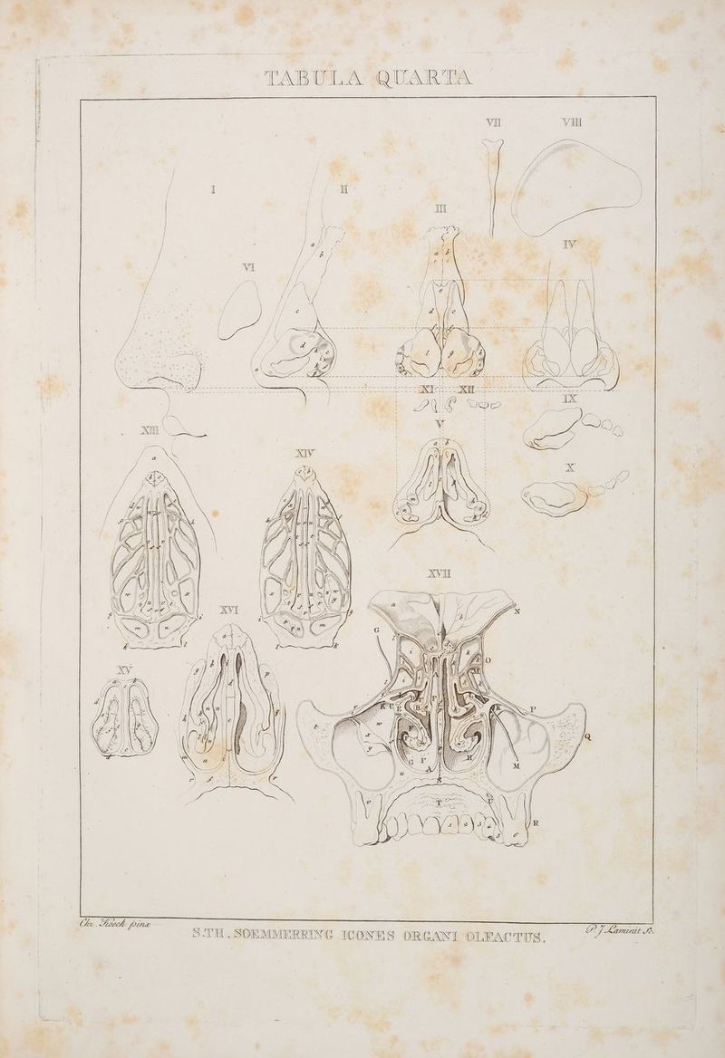 VI vi x ER re Tr ER Zr iM? WM AN RS. S Zal \ RG Gi / | — > 5 \ er KRING ICONES ORGANL OLFACTUS. A ‚SOEMME STH