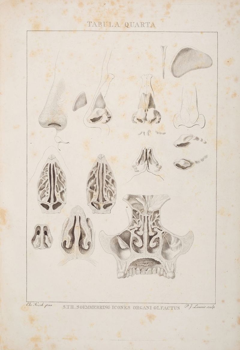y“, m a Mn \ a A | a» if li Ky N Ge BG | ht z Ww BL iin Bm IN) \ KV Zu) 2 N | Sg N \ Pr we N) 7 = a — — in, \\ u RE | N ZN FE N RE f ! SZmlsı N \ \ I) ml a! \\\ ll) )) | I) AN | Y f IN N\ | \ \ } RN 5 ’ Ar Prcch pie Ss T.SOEMMEREING ICONES ORGANI OLFACTUS 77 Zen au