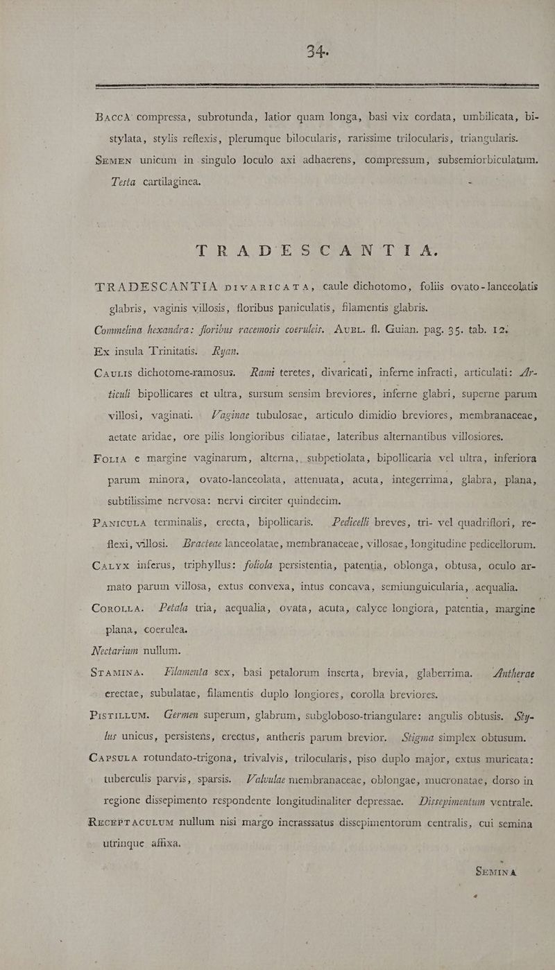RR NBN BAccA compressa, subrotunda, latior quam longa, basi vix cordata, umbilicata, bi- stylata, stylis reflexis, plerumque bilocularis, rarissime trilocularis, triangularis. SEMEN unicum in. singulo loculo axi adhaerens, compressum, subsemiorbiculatum. Tera cartilaginea. i T RA.D'ESNXOANN TT TRADESCANTIA bivsaacR E M caule dichotomo, foliis ovato - lanceolatis glabris, vaginis villosis, floribus paniculatis, lamentis glabris. Commelina hexandra: floribus racemosis coeruleir. . Au Br. fl. Guian. pag. 55. tab. 12. Ex insula Trinitatis. — Ryan. CauLIS dichotome-ramosus. —Aami teretes, Me inferne infracti, articulati: r- liculi bipollicares et ultra, sursum sensim breviores, inferne glabri, superne parum villosii, vaginati. — Z'aginae tubulosae, articulo dimidio breviores, membranaceae, aetate aridae, ore pilis longioribus Ciliafae, lateribus alternantübus villosiores. ForrA e margine vaginarum, alterna,, subpetiolata, bipollicaria vel ultra, inferiora parum minora, ovato-lanceolata, attenuata, acuta, integerrima, glabra, plana, subtilissime nervosa: nervi circiter quindecim. PANICULA terminalis, erecta, bipollicaris. — Pedicelli breves, tri- vel quadriflori, re- flexi, villos. —.Bracteae lanceolatae, membranaceae, villosae , longitudine pedicellorum. Carvx inferus, triphyllus: fof//oía persistentia, patentia, oblonga, obtusa, oculo ar- mato parum villosa, extus convexa, intus concava, semiunguicularia, . aequalia. ConOLLA. Peíaía tria, aequalia, ovata, acuta, calyce longiora, patena margine plana, coerulea. 2s Nectarium nullum. SraAMINA. Pilaumenia scx, basi petalorum inserta, brevia, glaberrima. — Zfntherae erectae, subulatae, filamentis duplo longiores, corolla breviores. PisrirLUM. — Germen superum, glabrum, subgloboso-triangulare: angulis obtusis. Sfy- lu; unicus, persistens, erectus, antheris parum brevior. Stigma simplex obtusum. CarsuLA rotundato-trigona, trivalvis, trilocularis, piso duplo major, extus muricata: tuberculis parvis, sparsis. | Z/alvulae membranaceae, oblongae, mucronatae, dorso in regione dissepimento respondente longitudinaliter depressae. — Disrepimentum ventrale. RrzckPTACULUM nullum nisi margo incrasssatus disscpimentorum centralis, cui semina utrinque affixa. SEMINA