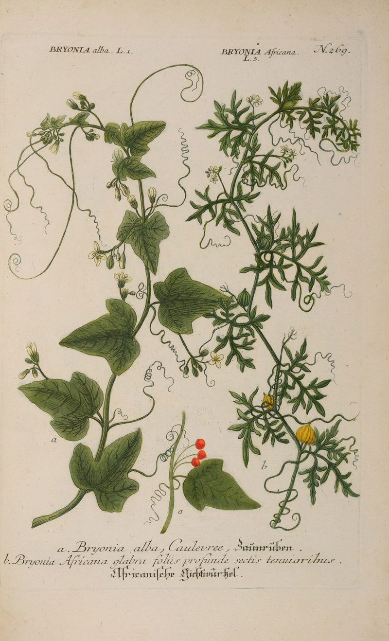 DBRYONIA aífa.. L.1. ' DBRYONLA Africana. . -V 26g .- | 36 287 209-15 aT