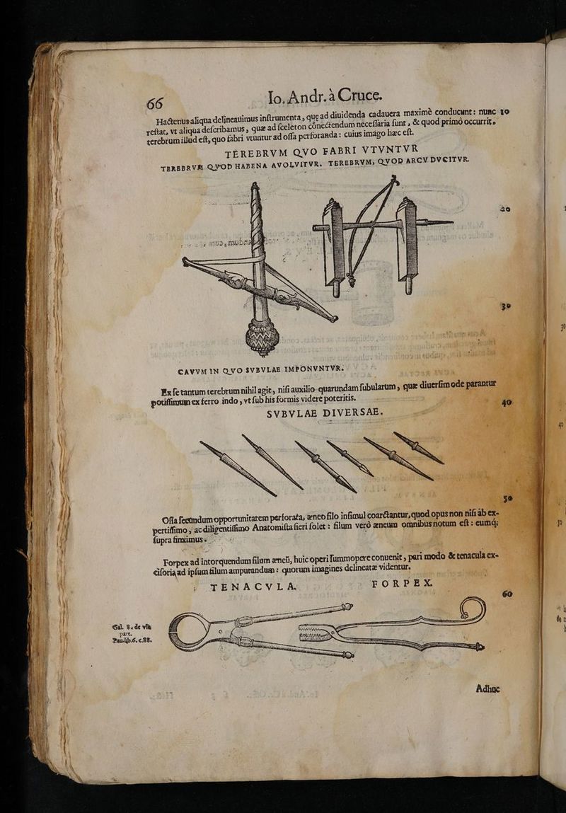 | i Hadtenus aliqua delineauimus inftrumenta , que ad diuidenda cadauera maxime conduaint : numc 1o a | veítat, vt aliqua defcribamus , qua ad fceleton cone&amp;tendum neceffaria funt , &amp; quod primo occurrit » | cerebrum illud eft, quo fabri vtuntur ad offa perforanda: cuius imago hec eft. TÉREBRVM QVO EABRI VTVNTVR TEREBRVE QV'OD HABENA AVOLVITVR. TEREBRVM, QVOD ARCV DVEITVR. y Y — 2e TTE i h E | mq E | M jn SSMO. tabs ES l Dr E- j 1j E- li Ef UT 3e Pi oq M l ! j | | n 3) | E CAVVM IN QVO SVBVLAE IMPONVNTVR. 4 EU Fx fe tantum terebrum nihil agit , nifi auxilio- quarundam fubularum , que diuerfim ode parantur 1| | |! potiffimum ex ferro indo , vt fub his formis videre poteritis. | | ul j SVBVLAE DIVERSAE. i I. t | | ^ | ju : 1 l IM Ust [ ' s  ; Q | hil B i ' j : u^ d ; CRDI  1 E Sii (3 | E | I TAE J ^ *6 E Y Ix j j $ s | mom) ') ps  De po que (M Ofla feetmdumopportunitarem perforata, zneofilo infimul coar&amp;antur, quod opus non nifi ab ex- E ui f pertiffimo , ac diligentiffino Anatomifta fieri folet : filum veró eeneum omnibusnotum eftt:eumdg; —— p THE iM fuprafinximuss k [ (A i eR T À Forpex ad intorquendum flam eeneti, huic operi ummopere conuenit ; pari modo &amp; tenacula ex- n Giforiaad ipfum filum amputandum : quorum imagines delineatz videntur. ; TENACVLA. FORPEX. 60 E | €. $. de vf s ue €S4l. $.de€ vidi | pat, . | f tx ! Pau.lib.6. c.89. | | |