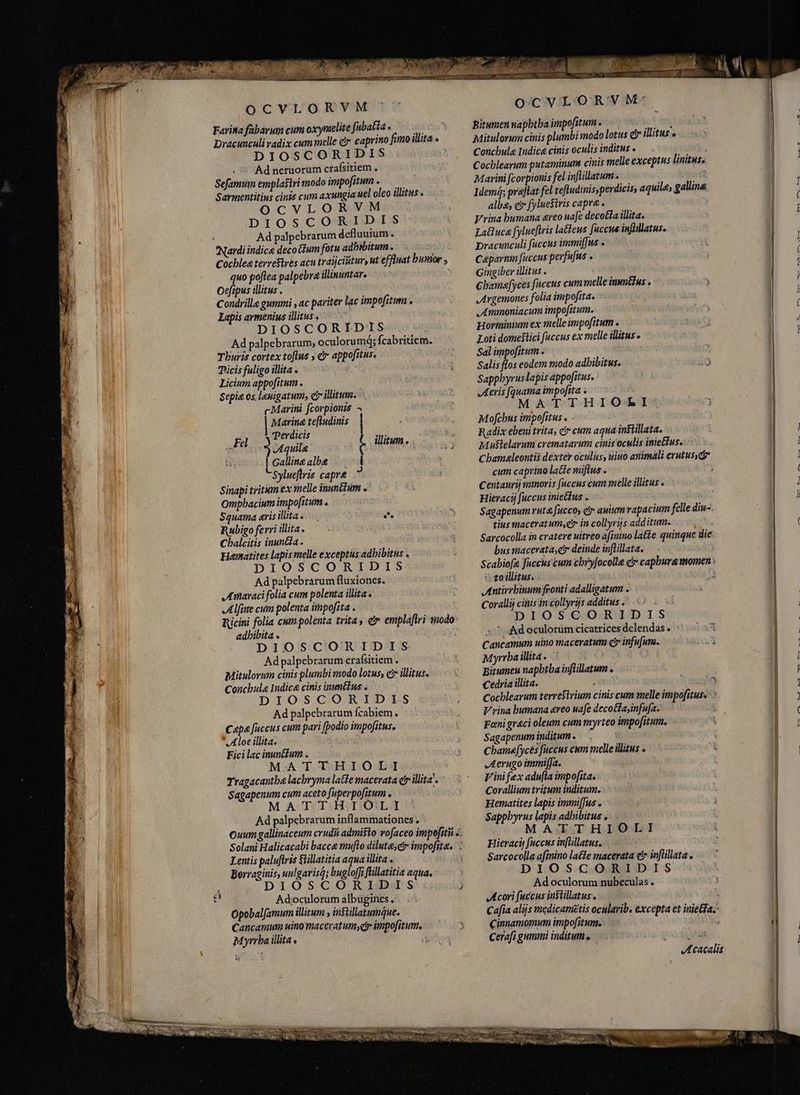 Picis fuligo illita . Licium appofitum . Squama aris illita . Rubigo ferri illita. Cbalcitis inunia adbibita . Aloe illita. Eici lac inan&tum . f yè Myrrha illita iter lac impofitum . .: illitum. | OCVLORVM:- Bitumen naphtha impofitume 5, Mitulorum cinis plumbi modo lotus & illitus o Conchula Indica cinis oculis inditus « Cocblearum putaminume cinis melle exceptus linitas. Marini fcorpionis fel inflillatum . ; Idemá; praftat fel teftudinis,perdiciss aquile, gallina alba, ct fylucsiris capre . Vrina bumana &reo uafe decotta illita. Latluce fylueftris lacteus fuccus inflillatus. pracunculi fuccus immiffus » Caparnm fuccus perfufus . Gingiber illitus . Cbamefyces fuccus cum melle inunétus . - Argemones folia impofita. Ammoniacum impofitum. Horminium ex melle impofitum . Loti domestici fuccus ex melle illitus « Sal impofitum . 2 Salis flos eodem modo adbibitus. xx Sapphyruslapisappofituse ` Aeris fquama impofita . MATTHIORI: ^j Mofcbus impofitus . - ues Radix ebeni trita, čr cum aqua in$tillata. Mu$lelarum crematarum cinis oculis inie£tus. .- Chamaleontis dexter oculus, uiuo animali erutus: cum caprino lae miftus . i Centaurij mmoris fuccus cum melle illitus . Hieracij fuccus iniecfus . Sagapenum ruta fucco, cr auium vapacium felle din~. tius maceratum,e7 in collyrijs additum. Sarcocolla in cratere uitreo afinino latte quinque die bus macevata,etr deinde in[lillata. Scabiofa fuccus cum cbryfocolla cr capbura omen : « qo illitus. i3 Antirrhinum fronti adalligatum . Corallij cinis incollyrijs additus . ES DIOSCORIDIS < Ad oculorum cicatrices delendas o Cancamum uino maceratum cr infufum. ra Myrrba illita. Vrina bumana &reo uafe decoétasinfufa. Feni graci oleum cum myrteo impofitume Sagapenum inditum . $3 Cbamafycés fuccus cum melle illitus o Aerugo immi[fa. Vini fex adufta impofita. Corallium tritum inditum. Hematites lapis immifJus . Sappbyrus lapis adhibitus . MATTHIOLI Hieraci) fuccus in[lillatus. Sarcocolla afinino la£&le macerata e inflillata .. DIOSCORIDIS Ad oculorum nubeculas . Acori fuccus instillatus. f Cafia alijs medicamétis ocularib. excepta et inie&fa. Cinnamomum impofitum. E Cerafi gummi inditum « Pos Acacallis qued aa d CLE a A