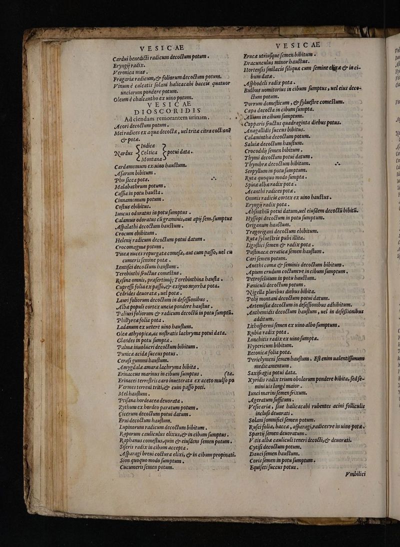PAM LL cd zog er e Tow VESICAE Cardui benediéti radicum decoctum potum . Eryngij radix. Veronica mas . Fragaria radicum, c foliorum decotium potum. Vinum à calcatis folani balicacabi bacc quatuor unciarum pondere potum. Oleum é cbalcantbo ex uino potum. VESLCAEB DIOSCORIDIS Ad ciendam remorantem urinam. NA Acori decottum potum . à Meivadices ex aqua decoĉta , uel trita citracotEione c pota. Indica Nardus 5 Celtica f potui data. Montana Cardamomum exuinobausium. A farum bibitum . Phu ficca pota. e. Malabatbrum potum . Caffia in potu hausta. Cinnamomum potum . Coflus ebibitus. Iuncus odoratus in potu fumptus . Calamus odoratus cii graminisaut apij fem.[umptus Afpalatbi decoĉtum baustum . Crocum ebibitum . Helenij radicum deco&amp;fum potui datum Crocomagma potum . qineg nuces repurgata come[a, aut cum pafo, uel cu cumeris femine pota . Lentifci decoctum bav[lum . ) Terebintbi fruétus comesius . Refina omnis, prafertimQ; Terebintbina baufla Cuprefi foliaex pa[foyetr exiguo myrrhe pota» Cedrides deuorata , uel pota . Lauri foliorum decoctum in defe[fionibus . Alba populi cortex uncia pondere bauflus . Paliuri foliorum c radicum decoGtii in potu fumpthe billyre&amp; folia pota . Ladanum ex netere uino bauflum. Ole&amp; atbyopica;ac noftratis lacbryma potui data. Glandes in potu fumpta . Palme inuolücridecoCtum bibitum . Punica acide fuccus potus . Cerafi gummi bau[lum. Jmygdale amara lachryma bibita . Erinaceus marinus in cibum fumptus . (ta. Erinacei terreflris caro inueterata ex aceto mul[o po Vermes terreni tritis etr cum pa]Jo poti. Melbauflum . Ptifana bordeacea deuorata « Zytbum ex hordeo paratum potum o Cicerum decoctum potui datum . Eruideco&amp;ium bauflum. Lupinorum radicum decotlum bibitum . -` Raporum cauliculus elixusetr in cibum fumptus . Raphanus comeftus,quin e? eiufdem femen potum . Siferis radix in cibum accepta . Afparagi breui coinra elixi, qr in cibum propinati. Sion quoquo modo fumptum . ; Cucumeris femen potum. t uw o0 Poi ^ s VESICAE Eruca utriufque femen bibitum . Dracunculus minor haustus. Hortenfis fmilacis filique cum femine elige e inci- bum date. Vio A fpbodeli radix pota » Bulbus uomitorius in cibum fumptus y uel eius deco- étum potum. Porrum domeflicum , etr fylueftre comesium. Cepa deco&amp;fa in cibum fumpta. ^ Allium in cibum [umptum. à Capparis fruĉtus quadraginta diebus potus. „Anagallidis fuccus bibitus. Calamintha decoctum potum. Saluie decotlum bauftum. Crocodili femen bibitum . Tbymi decotíum potui datum . T bymbra decoctum bibitum. EX Serpyllum in potu [umptum. Ruta quoquo modo fumpta . Spina alba radix pota . Acanthi radices pota . Ononis radicis cortex ex uino haustus Eryngij radix pota . Abfinthiŭ potui datumsuel eiufdem decottá bibita. Hyffopi decoĉtum in potu f[umptum. Origanum haustum. Tragorigani decotlum ebibitum. Ruta [yluestris pubi illita. Liguflici [emen e? radix pota . Pa[linace erratica femen bauflum . Cari femen potum. Anethi coma etr feminis decotfum bibitum. Apium crudum cotiumve in cibum fumptum . petrofelinum in potu haustum. Fæniculi decotfum potum . Nigella pluribus diebus bibita. Poly montani decottum potui datum. Artemifie decotum in defe[ionibus adbibitum. -3 Anthemidis decotium bauflum , uel in defzffionibus Litbofpermi femen ex uino albo fumptum . Rubia radix pota . Loncbitis radix ex uino fumpta. Hypericum bibitum. Betonica folia pota. medicamentum . Saxifragia potui data. | Xyridis radix trium obolorum pondere bibita, fed fe- mini uis longà maior. ; Iunci marim femen frixum. Ageratum fuffitum . Ve[icaria fine balicacabi vubentes acini folliculis iticlufi deworati . zx Solani fomnifici femen potum. Sparty [emen deuoratum . V itis albe cauliculi teneri decoCfi e deuorati. Cytifi decotium potum. Dauci femen haustum. Coris femen in potu fumptum . ` Equifeti fuccus potus . ! —«—— — —