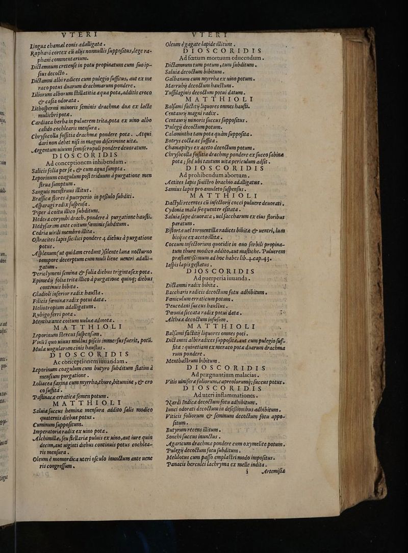 lit, snin id um * det 4l ule NI p IP g- in d Jig Rapha»i cortex cii alijs nonnullis [uppofitus,lege ra- phani commentarium. ; Di&amp;amnum cretenfe in potu propinatum cum fuo ip- fius decocto. — Ditlamni albi radices cum pulegio fuffitus, aut ex me raco potus duarum dracbmarum pondere . e cafia odorata . Litbofpermi minoris feminis drachme due ex latte , muliebri pote. Cardiaca berba in puluerem tritaspota ex uino albo calido cocblearis menfura . : Chryfocolla fo[fitia drachma pondere pota. Atqui darinon debet nifi in magno difcrimine nitg. Argentum uium femifcrupuli pondere deuoratum. Ad conceptionem inhibendam . Salicis folia per fe » e cum aqua fumpta in Leporinum coagulum pofi triduum à purgatione men firua fumptum «— | Sanguis menflruus ilitus e HA Braffice flores à puerperio in pekulo fubditi . Afparagi radix fufpenfa . Piper à coitu illico fubditum. i b. Hedera corymbi drach. pondere à purgatione baufli. Hedyfarum ante coitum fauinis fubditum . Cedria uirili membro illita . I Ojlracites lapis ficilici pondere 4 diebus à purgatione otus. A Tblenum( ut quidam credunt )filente luna nocturno tempore decerptum cum muli liene uentri adalli- gatum . 5 a Periclymeni femina e folia diebus trigintafex pota. continuis bibita . Filicis femine radix potui data Heliotropium adalligatum . Rubigo ferri pota . Mentbaante coitum uulua admota . MAT THIOL I Leporinum $iercus fujpenfam . ; j Vinni quo uiuus mullus pifcis immer[us fuerit, pota. Mula ungularum cinis bauflus . DIOSCORIDIS Ac conceptionemiüuandam. . Leporinum coagulum cum butyro [abditum flatim à menfium purgatione . Loliacea farina cum myrrbatbureybitumine , &amp;? cro cofuffita. ` Paflinac&amp; erratica femen potum . Saluie faccus bemine menfura. addito falis modico quaternis diebus potus . Cuminum fuppofitum. Imperatorigradix ex uino pota. Alchimille, feu flellarie puluis ex uino,aut iure quin decimyaut uiginti diebus continuis potus cochlea- ris menfura . Oleum è momordica uteri ofculo inuntium antc uene ris congre[fium « Ad faetum mortuum educendum. Ditlamnum tum potum stum fubditum . Galbanum cum myrrha ex uino potum . Marrubij decotium haustum . M.ACLOE Hi Os E. Balfami fattitij liquores omnes baufli. Centauri minoris fuccus fuppofitus . Tulegij decotium potum. Calamintha tam pota quàm fuppofita . Botrys cocta ac fuffita . Cbamapitys ex aceto decotium potum . pota ; fed ubi tantum uite periculum ad[it . Ad prohibendum abortum. Aetites lapis fiaistro brachio adalligatus . Samius lapis pro amuleto fufpenfus . MATTH COTL Daítylivecentes cù infeétori cocci puluere deuovati , Cydonia mala frequenter efitata . Saluia fepe deuorata y uel faccbarum ex eius floribus paratum . Biflorte uel tormentille radices bibite ct uentri, lum bisque ex acetoillite . , Coccum infeékorium quotidie in ono forbili propina- tum thure modico addito,aut ma[licbe. Puluerem praftantifsimum ad boc babes lib.4.cap.43. Iafpis lapis geflatus . Ad puerperia iuuanda . Ditiamni radix bibita . Faniculum erraticum potum , TPeucedani [accus haustus . Teonia ficcata radix potui data , E Altheg decotum infufum . MAT TILIOAWI Bal fami fattitij liquores omnes poti . Ditiamni albivadices fappofite;aut cum pulegio fuf- fita : quinetiam ex meraco pote duarum drachma rum pondere . Mentbasirum bibitum . DIOSC O/R:bbi:s Ad prægnantium malacias. Vitis uinifere foliorumycapreolorumq; fuccus potus » DIOSCORIDIS | Aduteri inflammationes . Iunci odorati decottum in defcftionibus adbibitum . Viticis foliorum e [eminum decoctum fotu appo- fitum. Butyrum rècens illitum Sonchi fuccus inunétus . Agaricum drachme pondere cum oxymelite potum. Pulegij decoétum fotu [abditum . Melilotus cum pafJo emplasiri modo impofitus . Panacis berculei lachryma ex melle indita . j Artemifis