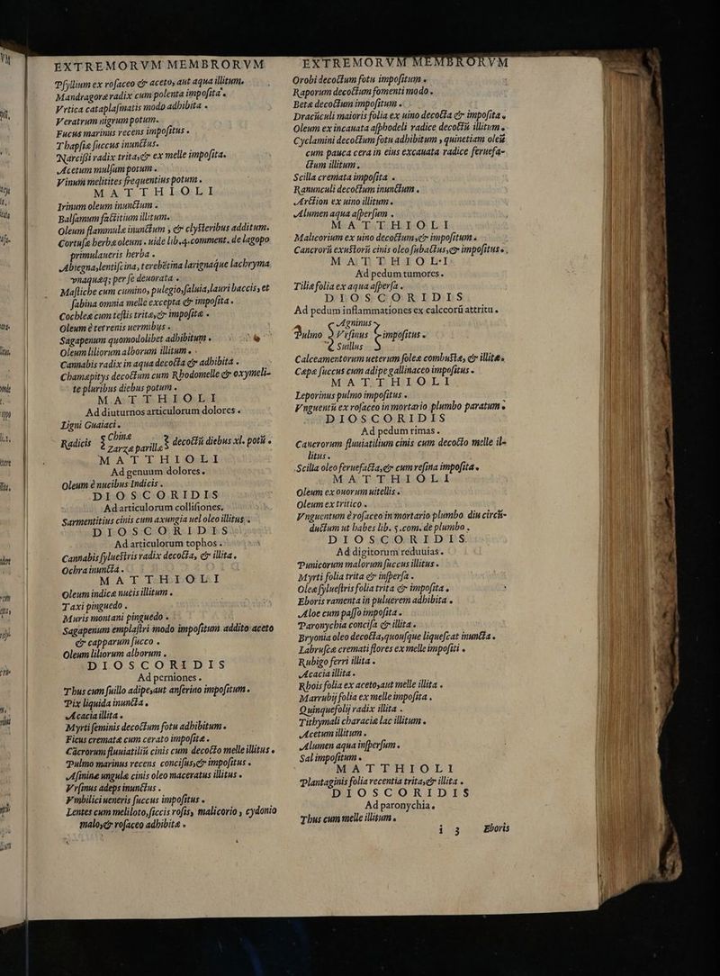 Pfyllium ex vofaceo €r aceto, aut aqua illitum, Mandragore radix cum polenta impofita. V'rtica cataplafmatis modo adhibita . Veratrum nigrum potum. Fucus marinus recens impofitus . T bapfie fuccus inunt£us. Nárcifst radix trita, €x melle impofita. Acetum mulfum porum . Vinni melitites frequentius potum . MATTHIOLI Irinum oleum inunétum . Bal[amum fattitium illitum. Oleum flammula inun&amp;um , e clysteribus additum. Cortufe berba oleum . uide lib. 4.comment. de lagopo primulauevis berba . Abiegna,lentifcina, tevebétina larignaáue lacbryma vynaquaq; per fe deuorata - Maflicbe cum cumino, pulegio,faluia,lauri baccis; et fabina omnia melle excepta c impofita» Cocble cum teftis trita, ct impofita » Oleum é terrenis uermibus . Sagapenum quomodolibet adbibitum — < -` &amp; Oleum liliorum alborum illitum . Cannabis radix in aqua decocta etr adbibita . Cbamapitys decotfum cum Rbodomelle c oxymeli- te pluribus diebus potum . MATTHIOLI Ad diuturnos articulorum dolores . Ligni Guaiaci . Radicis Pay parill nR decotfü diebus xl. potu . MATTHIOLI Ad genuum dolores. Oleum é nucibus Indicis . DIOSCORIDIS Adarticulorum collifiones. Sarmentitius cinis cum axungia uel oleo illitus . DIOSCORIDIS Adarticulorum tophos . Cannabis fyluesiris radix decota, et illita. Ocbra inuntía . MATTHIOLI Oleum indice nucis illitum . Taxi pinguedo . Muris montani pinguedo . Sagapenum emplaftri modo impofitum addito: aceto er capparum fucco . Oleum liliorum alborum . DIOSCORIDIS Ad perniones . T bus cum fuillo adipesaut anferino impofitum . Tix liquida inuna VIA cacia illita . Myrti feminis decottum fotu adhibitum. Ficus cremate cum cerato impofita . Cácrorum fluuiatilii cinis cum decocfo melle illitus e Pulmo marinus recens concifus,etr impofitus » Afinine ungula cinis oleo maceratus illitus . V rfinus adeps inunétus . F mbiliciueneris fuccus impofitus . Lentes cum meliloto, ficcis rofisy malicorio , cydonio malos rofaceo adhibita » EXTREMORVM MEMBRORVM Orobidecotfum fotu impofitum s Raporum decotium fomenti modo . Bete decotfum impofitum .. > Dracüculi maioris folia ex uino decotia er impofita o Oleum ex incauata afphodeli radice decottu illitum o Cyclamini decotfum fotu adhibitum , quinetiam olet cum pauca cera in eius excauata radice feruefa- um illitum. Scilla cremata impofita. Ranunculi decotium inuncium . Arétion ex uino illitum . Alumen aqua a[ber[um . MA DIS LEO LI Malicorium ex uino decotiumscir impofitum . Cancrori exu$tori cinis oleo f[ubatius,e impo[itus o MATTHIO ILI Ad pedum tumores. Tilia folia ex aqua afþerfa . DIOSCORIDIS Ad pedum inflammationes ex calccorü attritu . JAgninus , Pulmo $ Viis impofitus e € Suillus $ Calceamentorum ueterum foleg combusia, cr illit: Capa fuccus cum adipe gallinaceo impo[itus . MAT THIOLI Leporinus pulmo impofitus Vnguenti ex roaceo in mortario plumbo paratum s DIOSCORIDIS Ad pedum rimas. TA Re fluuiatilium cinis cum decoGto melle il- Mus o Scilla oleo feruefaéta,er cumrefina impofita . MATTHIOLI Oleum ex ouorum uitellis . Oleum ex tritico . V nguentum e vofaceo in mortario plumbo. din circi- du&amp;ium ut babes lib. s .com. de plumbo . DIOSCORIDIS. Ad digitorum reduuias. Tunicorum malorum faccus illitus . Myrti folia trita e in[per[a . Oleg fylueftris folia trita c impofita Eboris ramenta in puluerem adhibita . Aloe cum paffo impofita . Paronychia concifa ct illita . Bryonia oleo decota,quoufque liquefzat inuntda . Labru[ce cremati flores ex melle impofiti . Rubigo ferri illita . Acacia illita . Rhois folia ex acetosaut melle illita . Marrubi folia ex melle impofita . Quinquefolyj radix illita . Titbymali characia lac illitum . Acetum illitum. Alumen aqua in(perfum . Sal impofitum . MATTHIOLI Plantaginis folia recentia tritaser illita DIOSCORIDIS Ad paronychia. Thus cum melle illitum s