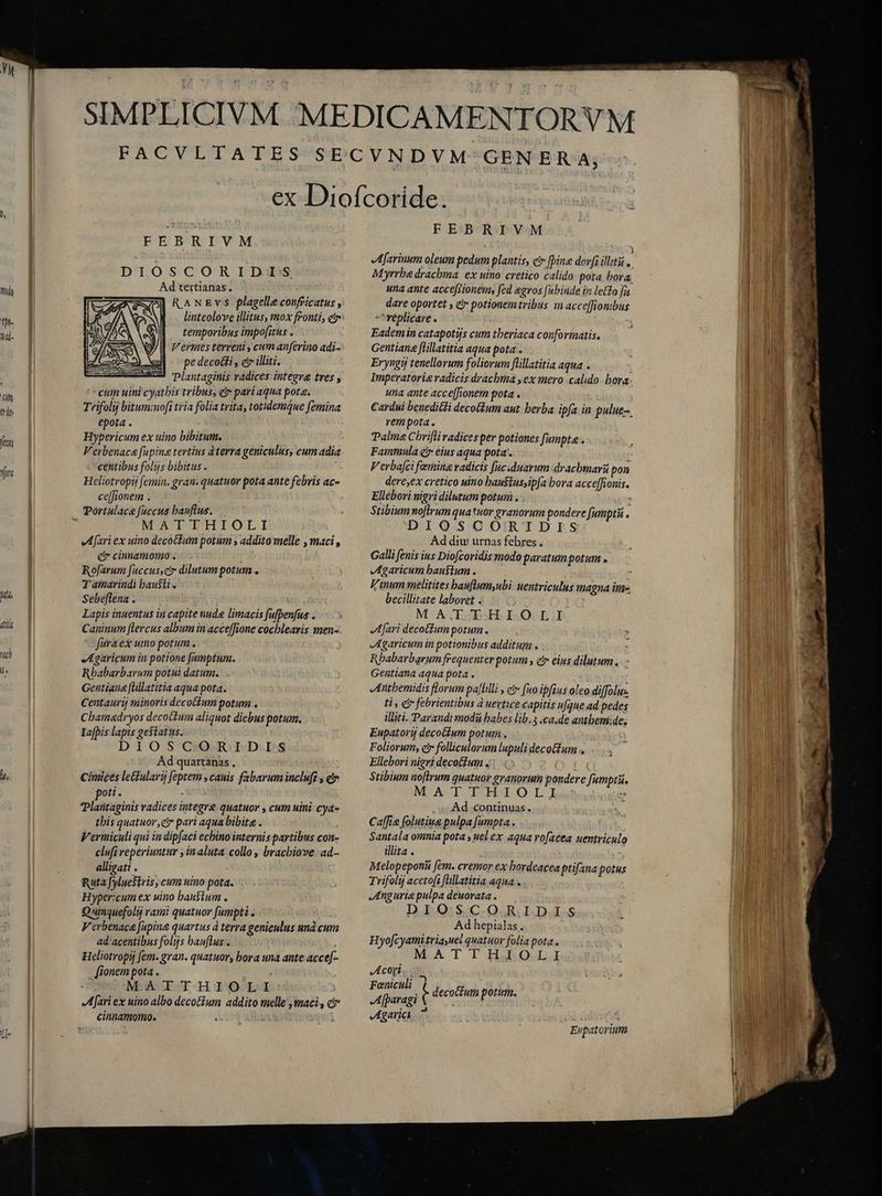 modo ehe- Oad- CN erde feens nir T d rach 5» FEBRIVM DIOSCORIDIS Ad tertianas. (G] &amp;^NEvs plagelle confeicatus , temporibus impofirus . Vermes terreni , cum anferino adi- pe decoüti , e illiti. Plantaginis radices integra tres s cum uini cyathis tribus, d pari aqua pota. Trifolij bituminofi tria folia trita, totidemque femina epota . i Hypericum ex uino bibitum, Verbenace fupine tertius dterra geniculus, cum adia centibus folijs bibitus . Heliotropij femin. gran. quatuor pota ante febris ac- ce[f;onem . MATTHIOLI Afariex uino decoékum potum , addito melle , maci , gr cinnamomo . Rofarum [uccus,cr dilutum potum . T amarindi hausti. Sebeflena . i Lapis inuentus in capite nude limacis fufpenfus . Caninum flercus album in acce[fione cochlearis men- fura ex umo potum . Agaricçum in potione famptum. Rbabarbarum potui datum. Gentiana ftillatitia aqua pota. Centaurij minoris decoĉkum potum . Chamadryos decotium aliquot diebus potum. la[pis lapis gestatus. DIOS CiO.R E D.I:S Ad quartanas , Cimices lectularij feptem, canis fabarum incluft , e poti. - Plaütaginis radices integre quatuor , cum uini cya» this quatuor ,c pari aqua bibite . Vermiculi qui in dipfaci ecbino internis partibus con- clufi reperiuntur ,inaluta collo, bracbiove. ad- alligati . Ruta fyluestris, cum uino potas Hyper:cum ex uino haustum . Quimquefolij rami quatuor fumpti . IDEM Verbenaca fupine quartus à terra geniculus und cum ad'acentibus folijs bauflus.... Heliotropij fem. gran. quatuor, bora una ante acce[- [ionem pota . i; E MATTHIOLI: Afari ex uino albo decoctum addito melle „maci, c cinnamomo. PSLRA ait FEBRIVM Afarinum oleum pedum plantis, c fpine dovfi illità , Myrrbe drachma ex uino cretico calido pota bora; una ante acceRionem, fed egvos fubinde in letfo fu dare oportet , čr potionemtribus m acceffiombus -^réplicare . Eademin catapotijs cum theriaca conformatis. Gentiana flillatitia aqua pota . Eryngij tenellorum foliorum ftillatitia aqua . i Imperatoria radicis drachma , ex mero calido bora. una ante acce[fionem pota . Cardui benediti decoGium ant herba ipfa in pulue-. rempota. Palme Chrifli radices per potiones fumpta. Fammula čr eius aqua pota. p Verbafci famina radicis fuc.duarum dracbmar pon dere,ex cretico uino baustusipfa bora acce[fionis. Ellebori nigri dilutum potum. TEN Stibium noftrum quatuor granorum pondere fumptii . DIOSCORIDIS Ad diu! urnas febres . Galli fenis ius Diofcoridis modo paratum potum . Agaricum haustum . y K inum melitites hauftum,ubi. uentriculus magna im- becillitate laboret . j | MATTHIOLI Afari decotfum potum. Agaricum in potionibus additum . Rbabarbarum frequenter potum , cir eius dilutum .. - Gentiana aqua pota . Iithemidis florum paflilli , e fuo ipfius oleo diffolu: ti, cj febrientibus à uevtice capitis ufque ad pedes illiti. Parandi modü babes lib.3 .ca.de antbemide. Eupatori decotium potum . Foliorum, ei folliculorum lupuli decoGtum . Ellebori nigri decoium . (« Stibium noftrum quatuor granorum pondere fumpti. MATTHIOLI S . « Ad..continuas. Caffe folutiue pulpa fumpta. Santala omnia pota , uelex aqua vo[acea uentriculo illita . Y Melopeponi fem. cremor ex bordeacea ptifana potus Trifolij acetofi [lillatitia aqua.. Angurie pulpa deuorata . DIOSCORIDIS Ad hepialas. Hyofcyami triayuel quatuor folia pota. MATTHIOLI IL copi... Faniculi Afparagi Agarici. ^ : B t decoctum potum. Eupatorium