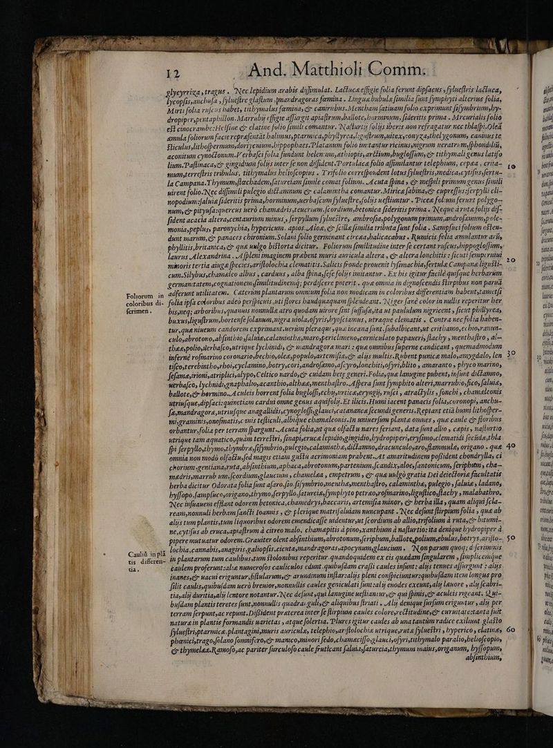 glycyrriza ,tragus . Nec lepidium arabis dijfimnulat. Latfuca efigie folia ferunt dipfacus fylueflvis lactuca, lycopfi s,anchufa , fylueftre glaftum ,(mandragoras femina . Lingua bubule fimilia [unt [ymphyti alterius folia, Mirti folia rujcus habet, tithymalus feminas et caniribus. Mentbam fatinam folio exprimunt fafymbrimyby- dropipcrspentaphiülon. Marrubi efigie affurgit apia(lrumsballote, barmmum, fidevitis prima . Mrcurialis folio | esl cinocrambe:Helfine ci elatine folio fimili comantur. Nalturii folijs iberis non refragatur nec tblapi.0lea | / «mula foliorum facie reprafentat halimus, ptarmica,plyllyreas'g slrum,uitexycony zaytbel ygonum, caninus te Sliculus,litbofpermutmsdoriycnium;bippopbaes.Platanum folio imitantur ricinusynigrum ueratrumyfpbonddi, aconitum cynoGlonum.V erba[ci folia fundunt belen:iuyetbiopis, artfium,buglo[[umy ci titbymali genus latifo lium-Paflinacaser gingidium folis inter fe non diffident Portislace folio affimilantur telepbium, cepa , crita- mumyterreflris tribulus, titbymalus beliofcopius . Trifolio correfpondent lotus fylueftris medicascytifussfertu- la Campana.Tbymumyflecbademy[atureiam fimile comat folium. A cuta [pina » e mefpili primum genus [rinili uirent folio-Nec difimili pulegio di&amp;£amnum gr calamintba comantur.Mirica Jabinasetr cupre us:ferpylli cli- nopodium:[aluie fideritis primasborminumsuerba[cum fylueftre folis uefliuntur - Picea folum ferunt polygo— num cr pityufasquercus ueró cbamadrissteucrium,[cordium,betonica fideritis prima « Neque à ruta folijs dif- fident acacia alrerascentanrium minus , ferpyllum [yluesire, óreré polygone primum, androfamum,pole- monia,peplus, paronychia, hypericum. apios. dioe, c feille fimilia tributa funt folia . Sampfuci folium osten- dunt marum, ci panaces chironium.Solani folio germinant circæa,halicacabus . Rumicis folia emulantur arii, pbyllitis,britanica, c qua uulgo bistorta dicitur. Foliorum fimilitudine inter fe certant vu[cusybippogloffim, laurus Alexandrina . A [pleni imaginem prebent muris auricula altera , c altera lonchitis : ficuti femperiui minoris tertia ainge [peciessariflolocbia clematitis.Salicis fronde prouenit lyfimac biayfertula Campana ligusli- cum.Silybusycbamaleo albus , carduus alba [pinafefe folijs imitantur . Ex bis igitur facilé quifque berbarum germanitatem,cognationeminilitudinem; perdifcere poterit . qua omnia in dignofcendis Stirpibus non parua Fohorum in adferunt utilitatem. Caterùm plantarum omnium folia non modicam in coloribus differentiam babent,tametfi coloribus di- folia ipfa coloribus adeo perfþicuis uti flores haudquaquam fplendeant. Niger fane color in nullis reperitur her fcrimen . bisneq; arboribus,quauus nonnulle atro quodam uirore [mt fufufe,ita ut paululum nigricent , ficut pbillyrea, buxusliguflrum;bortenfe folanum,nigra uiola,o[yrisbyo[ciamus , utraque clematis . Contra nec folia haben- tur,queniueum candorem exprimant uerum pleraqut qua incana funt. fubalbicant,ut critbamo,ecbio,ranun- cilosabrotono,ab[intbio falute, calamintbaymarospericlimeno,corniculato papaueris flacby ,mentbaflro , al— tbea;polioserba[coyutrique lycbinidi, c mandragore mari : que omnibus fuperne candicant , quemadmodum inferne rofmarino coronariosbecbiosolee,populoyartemifiayets alijs multis. Rubent punice malo,amygdalo, len tifcosterebintboyrboi,cyclamino,botry,cori,androfamo;a[c yroyloncbitisofyri,blito , amaranto , phyco marinos fefama,irioni,atriplicisalypo, Celtico nardo,gy cuidam betg generi. F olia,qua lanugine pubent, infurt dicfamno; werba[co, lychnidi,gnapbaltoyacantbio,altbaa,mentba[lro..Afpera funt [ymphito alteri,marrubio;fico, alui, ballote,c* bermino..A culeis horrent folia bugloffiecbisurticeyeryngij, rufci , atraétylis foncbi , cham«leonis utriufque,dipfaci:quinctiam cardui omne genus aquifolij. Et ilicis. Humi iacent panacis folia,coronopi, anchu- famandragora, utriufque anagallidis,cynoglo[fglauci,catananca fecundi generis.Reptant etia bumi litbofber- mi;gramintsyonofmatisscanis tefliculi,albique chamaleonis.In uniuerfum planta omues , qua caule ctr floribus orbantur folia per terram fDargunt .Acuta foliayut qua olfatt u nares feriant, data funt allio , capis, naj[lurtio utrique tam aquatico,quàm terrestri, finapieruca lepidioygingidio,ydropiperi,eryfimo,clematidi fecitdestbla fpi ferpyllostbymostbymbre,fifymbrio,pulegiocalamintba, ditfamno,dracunculoyarosflammule, origano -qug omnia non modò olfa&amp;u,fed magis etiam gustu acrimoniam prabent „At amaritudinem poftident chondryllas ci | chorium gentianaruta,abf[intbium,apbacaabrotonum;partenium,fcandix,aloeyantonicum, feripbum ; cha— RII madrisymarrub um, [cordiumyglaucum , chamelga , empetrum y e? qua unlgo gratia Dei deiecforie facultatis tubi berba dicitur Odorata folia [unt a[aro,fio.fifymbrioymentbeymentba[tro, calamintha, pulegio , Jaluia , ladano; byffopo.famplucoyoriganosth ymo ferpyllo. Jatureiasfymplyto petraosrofmavinoyliguftico;flacby , malabatbro. Nec infuauem efflant odorem betonica,cbamedryssbaccaris, artemifia minor, cr berba illa , quam aliqui fela- reamynonnuli herbam fanéli Ioannis , cr plerique matrifaluiam nuncupant . Nec defunt flirpium folia , que ab alijs tum plantistum liquoribus odorem emendica[Je uidentur ut [cordium ab allio,trifolium à rutasctr bitumi- ne,cytifus ab erucasapiaflrum à citreo malo, cbamapitis apinoyxantbium à naflurtio: ita denique hydropiper à piperemutuatur odorem.Grauiter olent abfintbium,abrotonum,[evipbum,ballotepoliumsebulus,botrys,ari[io- Caulit i glá lochia,cannabissanagiris,galiopfis,cicutaymandragovas,apoc ynum,glaucium « Nonparum quoq; d'[cviminis i us diferen- I plantarum tum caulibusstum $tolombus veperitur.quandoquidem ex eis quedam fingularem , [implicemque E. da. caulem proferunt alie numerofos cauliculos edunt.quibu[dam craffi caules infant: alijs tenues affargunt : altis inanes,cir uacui eriguntur,fiflularumyctr arundinum inflar:alijs pleni con[piciuntur:quibufdam item Longus pro filit caulis, quibufdam uer brenior,nonnullis caules geniculati funt alij euodes exeuntyalij leuore , ati abri tiasalij duritiayalij lentore notantur Nec de[imt qui lanugine uefliantursei qui fpinis,er aculeis rigeant. Q ui- d i bufdam plantis teretes funt nonnullis quadrai: gult cr aliquibus flriati . A lij denique furfum eriguvtur , alij per ^ WE terram ferpuntyac repunt.Diftident praterea inter fe flirpimn caules coloresretFitudinese curuitate:tanta fuit | naturein plantis formandis uarietas , atque folertia. Plures igitur caules ab una tantùm radice exihunt glasto fyluefiriptarmice plantaginiymuris auriculs, telephioyar'flolocbie utrigue,rutæ fyluestri , byperico , elatines phanicistragofolano [omnifero,c imanicoyminori fedo,cbamaci[[oya lanciyofyristitymalo paralioybeliofcopio, - dr tbymelas.Ramo[o,ac pariter furculofo caule fruticant falnin fatureiaytbymum tmaius,origanum, by[[opums Wd ; abfintbium, 20 30 40 50 nfl fa m. m qnit Lo ql Tol TIL W wif T fap quita wit fimm fig; dic piana b tru fiit coria fitt lamus ea. Di ci maiori dhol oiin 1 Intendi T win Pr (itt, jt i) DI bua acit) frod thi nocan tittif gsm fired ( trbulu. centan INN Vimy bicai ) wy dis rolun Qu