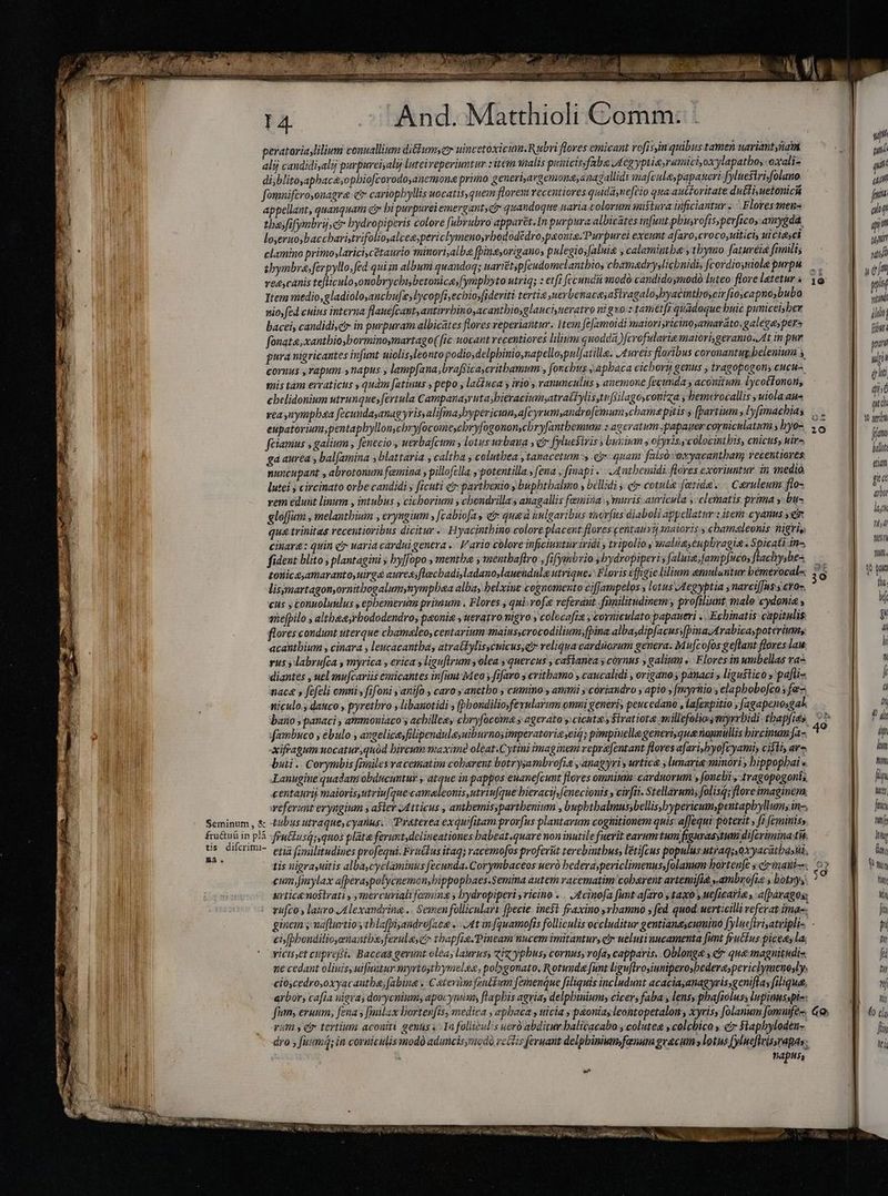 peratoriaylilium conuallium ditbumyer uincetoxicim.Rubri flores emicant rofisin quibus tamen uariant ñam 3 alij candidiyalj purpureisalij luteiveperiuntur sitem malis punicissfabe yog yptierumici oxylapatbos oxali- gl | di;/blitoyapbaca;opbiofcorodoanemona primo generiyargemonayanagallidt ma[cule,papanert fyluesirifolano $ fomniferoyonagra et cariophyllis uocatis, quem florem recentiores quidánefcio qua auctoritate duétiyuetonich hl , appellant, quanquam c bi purpurei emerganty c quandoque uaria colorum mistura inficiantar ....Floresmens k tha fifymbrýser bydropiperis colore [ubrubro apparet. In purpura albicates tafunt.pbusrofisyperficoy.amygda. l lo,eruo; baccbaristrifolioyalcee;periclymenoyrbododédro,paonie.Purpurei exeunt a[aro,croco,uiticiy ui ciasci 1 clamino primo ;larici,cétaurio minori,alba fpine,origano; pulegiosfaluia , calamintba y tbymo faturéia fimilis tbymbra,ferpyllo, fed qui in album quandoq; uarietp[eudomelantbios cbamadryslicbnidi, fcordioyiole purpu i veccanis tefliculo,onobrycbisberonica;fymplbyto utriq; : etfi fecundu modo candidoymodó Inteo flore laetetur « E Item medio,gladioloanchufe, lycopfi,echio;fideriti tertia uerbenacayaslragalosbyacintboyci fioscapno,bubo : nio, fed cuius interna flaue[cantyantirrbinosacantbioyglanciyueratvo ni guo z tametfi quadoque buic puniceisber bacci, candidi,e in purpuram albicates flores reperiantur. Item fe[amoidi maiori;ricinoyamavato,galeeaypers fonata;xantbio;borminoymartago( fic uocant recentiores lilium quoddà )[crofularte maiori, geranto..At in pur pura nigricantes infunt uiolis,leontopodio;delpbinio,napellospulfatilla. Aunreis flaribus coronantug.belenium y cornus ,vapum napus ; lampfana;brafsicaycritbamum , foncbus ;apbaca cicborij genus , tragopogons cucu-. mmis tam erraticus quàm [atinus , pepo s latnca y irio , ranunculus , anemone fecunda y aconitum lycottonon, ebelidonium utrunque, fertula Campanayrutasbieracium;atratlylis tn füilagoscouiza y bemerocallis y uiola aue rea nympha fecundayanagyrisyalifima,bypericun,afcyrum,androfémum chamepitis » [artium , lyfimacbias eupatorium;pentapbyllon,cbryfocomeychryfogonon,cbryfantbemum s acevatum papaver cormiculatim s byo- feiamus , galium, fenecio., uerba[cum y lotus urbaua y er fyluesiris; bunium s ofyrisycolocintbis, cnicuss uira ga auréa , bal(amina y blattaria , caltba y calutbea , tanacetum s ej. quam falsòżoxyacantham recentiores nuncupant , abrotonum femina y pilofella y potentilla., [ena , map? s A atbemidi. flores exoriuntur. in medió lutei y circinato orbe candidi y ficuti « partbenio j buphtbaluo , béllidi > er cotule arida... Caruleum floz vem edunt linum , intubus , cichorium y chondrilla y anagallis femina, muris auricula y:clematis. prima y bu- glofum , melantbium eryngium , [cabiofas i qua à stlgaribus morfus diaboli appellatur: item cyanus yen qua trinitas recentioribus dicitur - Hyacintbino colore placent flores centauvij saioris s chamaleonis nigris citar: quin ci uaria cardui genera . | V ario colore inficiuntur iridi y tripolio s malia,euphbragis . Spicati in^ fident blito , plantagini s byfopo , menthe y mentbaftro , fifysbrio , bydropiperi s faluia;famp[ucos flachysbe-. tonicayamaranto, uirga auressflecbadi,ladanoylauendula utrique. Floris efigie lilium emulantur bémérocal« lisimartagonyornitbogalumynympbaa alba, belxiue cognomento ciffampelos y lotus Aegyptia narci|Jas s cv0-. cus y connoluulus , epbemerum primum . Flores , qui vof referant fumilitudinem y profiliunt malo cydonia , snefpilo ,altheæ;rhododendro; paonie , werarromigro colocafrs ; coyniculato papaueri «` Echinatis capitulis flores condunt uterque chamaleo, centarium maiusscrocodilium;fpina albajdipfacus;fpina.Arabicaspoteriumy acanthium , cinara , leucacantbas atratbylisycuicusse? veliqua carduorum genera. Mucofos geftant flores lau. rus y labrufca y myrica , erica y liguflrum yolea y quercus y castanea y cornus y galium «Floresin wmbellas raè diantes , uel mufcariis emicantes infunt Meo y fifaro y critbamo y caucalidi , origano; pánaci » ligustico » 'pafti- nace s fefeli omni , fifoni , anifo , caros anetbo , cumino ammi y córiaudro y apio , fmyrnio , elapbobo[co ; fe niculo., dauco, pyretbro ; libanotidi ; (pbondiliofevularum onmi generi, peucedano , lafenpitio s fagapenosgak bano, panaci , ammoniaco s acbilleey cbryfacoma y agerato y cicutz.s $iratiota millefoliosmyrrbidi tbapfie» | fambuco , ebulo , angelicesfolipendula;uiburnosimperatoriaseiq; pimpinella generi;qua nagnullis bircinum fa- | xifragum uocatur,quód hircum maxim? oleat.Cytini imaginem vepr&amp;[entant flores afari,byofcyami, cisti ara bii. Corymbis fimiles vacematim cobarent botrysambrofis ,anagyri y urtica ,lumaria minori, bippopbai «. Lanugine quadam obdncuntuy , atque in pappos euane[cunt flores omnimun: carduorum y foncbi , tragopogonis centaurij maiorisyutriufque camaleonis,utriufque bieracij,[enecionis , cirfii. Stellarum; Jolis; floreimaginema veferunt eryngium s aster Atticus , antbemisspartbenium , bupbtbalmus;bellis,bypericum,pentapbyllums in, Seminum , &amp; -tubus utraque, cyanus.. Praterea exquifitam prorfus plantarum cognitionem qnis a[Jequi poterit s fi feminiss fru&amp;uá in plá feu&amp;lusq; quos plata ferunt, delineationes babeat.quare non inutile fuerit earumtum figurasstum difcrimina:ti e: diferimi- eri fimilitudines profequi. Fructus itaq; racemofos proferüt terebinthus, letifcus populus utra; oxyacatbasi, cum jmylax afperaypolycnemonsbippopbaes:Semina autem racematim cobarent avtetifla „ambrofie botny; | urtica nostrati , ymercurialifemins y bydropiperi vicino ... Acinofa funt afaro ; taxo , ueficaria s -a[paragos: vufco s lauro Alexandrine .. Semen folliculart. fpecie. inest fraxino srbamno s fed quod.uerticilli veferat ima-. ei;[bboudilioyenantbs;ferule,e tbapfie.Pineam nucem imitantury er ueluti nucamenta funt frutfus piceas la. viciset cuprefii. Baccas gerunt olea, laurus, Zizyphus, cornus, vofay capparis.. Oblong&amp; y e que magnitudiz. ne cedant oliuiss uifuatur.myrtoytbymelss, polygonato. Rotunde funt liguflroyiuniperosbederaspericlymenosly. cioscedro;oxyacautba;fabina . Cotevim fentium femenque filiquis includunt acaciayanagyris,geniflas filique, arbor, cafia nigra, dorycnium; apocynum; flapbis agria; delpbiniumy cicer, faba , lens, phafioluss lupinusspi-: fum, eruum, fena ;fmilax Dortenfis; medica , aphaca, uicia y poniayleontopetalon , xyrisy folanum fomtfes. rim y er tertium aconiti genus «In follieulis uerü abditur balicacabo colutea ycolgbica y er $taphyloden- Hi dro ; fuim4; in corniculis modó aduncis;mcdà retis feruant delphinium fenum grecum y lotus (ylneflrissrapas; B | napus, -—* um pii rd f (ul foim gli pjo tamiti os T nof 19 pls vormd y fiui y um qi qi Y peoh of yn 20 fim balot etiam gec aot Im Itl wnn tob. que hn — 30 GO