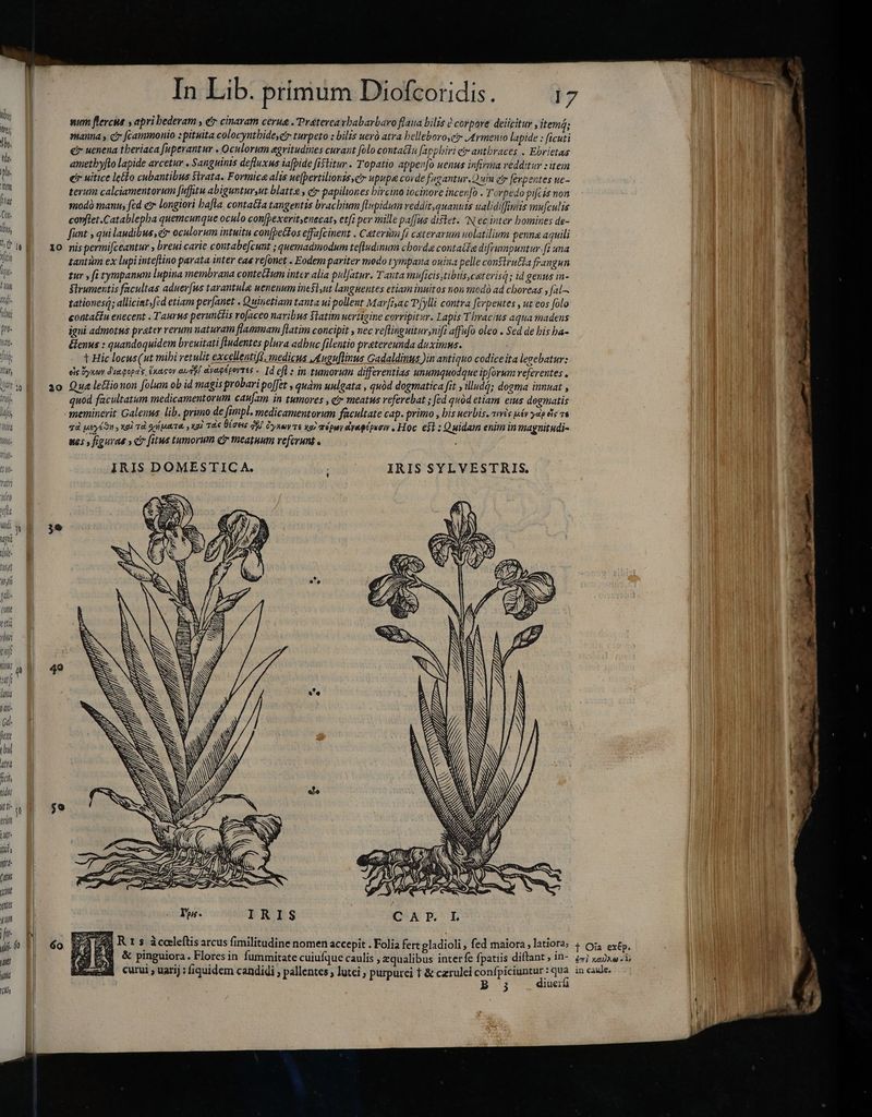 tnt MN qall come eet ibon ih cas xine entes gnon h P A 77] T fiy 10 20 30 şo num flercue saprihederam , e cinavam cerua .Pratercavbabarbavo flana bilis è corpore deiicitur , itemá; manna, cr fcammonio : pituita colocynthide,gy turpeto : bilis uerò atra belleboroyei Armenio lapide : ficuti cr uenena theriaca fuperantur . Oculorum aegritudines curant folo conta&amp;lu fapphiri er antbraces . Ebrietas ametbyfto lapide arcetur . Sanguinis defluxus iafpide fistitur . Topatio apperfo uenus infirma redditur : item eir uitice leko cubantibus Strata. Formica alis ue[bertilionts e upupa corde fugantur Quin efr [erpentes ne- terum calciamentorum fifütu abiguntur,ut blatte, e papiliones bircino iocinore incen[o . T. vpedo pifcis non modò manu, fed er longiori hafta contatfa tangentis brachium ftnpidum vedditquanuts ualidiffintis mufculis conftet.Catablepha quemcunque oculo con[pexerit,enecat, etfi per mille pafTus distet: N ec inter bomines de- fint , qui laudibus, cir oculorum intuitu confpet£os effacinent . Caterim fi ceterarum uolatilium penna aquili nis permifceantur , breui carie contabe[cunt ; quemadmodum tefludinum cborda contacted ifrumpuntur.fi una tantüm ex lupi inteftino parata inter eas refonet . Eodem pariter modo tympana ouina pelle conflrutia frangun tur , fi tympanum lupina membrana contetfum inter alia pulfatur. Tanta muficis tibiis, ceteris; id genus in- Strumentis facultas aduerfus tarantule uenenum inest,ut langnentes etiam inuitos non modò ad choreas , fal~ tationes; alliciat,fed etiam perfanet . Quinetiam tanta ui pollent Marfiyac PÍylli contra ferpentes , ut eos folo contatu enecent . Taurus perunčtis rofaceo naribus Statim uertigine corripitur. Lapis Thracius aqua madens igni admotus prater verum naturam flammam [latim concipit , nec veflinguitur,nifi affufo oleo . Sed de bis ha- Genus : quandoquidem breuitati ftudentes plura adbuc filentio pratereunda duximus. t Hic locus(ut mibi retulit excellentiR medicus Auguftinus Gadaldinus )in antiquo codice ita legebatur: eis dyruy dia qupz, éxacor aurk! dyegéporres « Id efl s in tumorum differentias unumquodque ipforum referentes . Que le&amp;ionon folum ob id magis probari poffet , quàm uulgata , quód dogmatica fit , illud; dogma innuat , quod facultatum medicamentorum caufam in tumores , e meatus referebat ; fed quód etiam eius dogmatis meminerit Galenus. lib. primo de fimpl, medicamentorum facultate cap. primo , bis uerbis. wes péy ydp eig vu qd usyéon , xol TÀ salpuaisa, xod TAS ioes FS Cynoy Ts xoi aépuy dynpépeew , Hoc. est: Quidam enim in magnitudi- nes, figuras » c fitus tumorum cr meatuum veferumt . IRIS DOMESTIC A. : IRIS SYLVESTRIS. e ^ F3 &amp; Ya S ES Ei E Hi e H v'e IB MS (m x È H 5 ANAN, rj