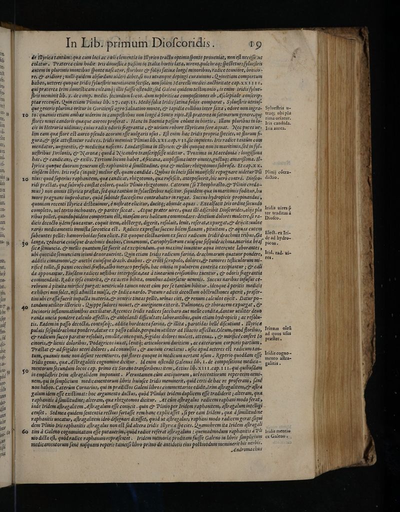 Dil Ail, wsh ll htt. phy fu tte m  yit mi mo- fd (i abits T dl- ON «o pobal t. ji oa dut 2 A [s] o Q In Lib. primum Diofcoridis. DO colatur. Praterea cm bodie Iis doieflica pafsim in Italia bortis leta, utrensypulcbrag; fpettetur: fyluc]iis antem in plurimis montibus [bonté nafcatur, floribus cir folijs [atiue longé minoribus, radice tenuiore, breuio - re; etr aridiore ; nulli quidem ab[urdum uideri debetyfi nos utranque depingi curauimns . Quinetiam compertum babeo, ueteres quoque Iridis fylueflris mentionem feciftey non folim Marcelli medici autoritate cap.x x 1 y v 1. gui preterea [rim domesticam cultam; illis fuiffe oftendit; fed Galeni quidem testimonio , is enim: 1ridis fylue-- ftris meminit lib. x. de comp. medic. fecundum locos. dum nepbriticas compofitiones ab J4[clepiade conjcrip- ptas recenfet, Quin etiam Plinius lib. 17 . cap.1t. Medij folia Iridis fatine folijs. comparat . S ylueflris utriuf- que generis plurima oritur in Goritien[i agro Saluatino monte, er Iapidia collibus inter faxa , odore non ingra- to: quanuis etiam ambas nderim in campe[lribus non longè à Sonty vipis.Efl praterea in [atiuarum genereyque flores ninei candoris queque aureos proferat .. Hanc in Boemia paffim colunt in bortis... Mlam pluribus in lo- cis in Hetruria uidimus; cuius radix odoris fragrantia , c uirium robore Illyricam fere equat. Necputes uez lim eam que flore e$t aureo pfeudo acorum e[Je uulgaris ufus.. Efl enim bac tridis propria [peciesy ut florum fi- gurasct ipfe atteflantur radices. Iridis meminit Plinius lib.x x1.cap.v v1.fic inquiens. Iris radice tantam com mendatur, unguentis, c medicine na[cens. Laudatiffima in Illyrico: cir ibi quoque non in maritimis,fed in fyl- ueflribus Drilonis, c» Narona ; quod à Nicandro tranfcripfzf]e uidetur . Proxima in Macedonia : longif[zna bacs c? candicans, cr exilis. Tertium locum babet Africana, ampliffima inter omues,gu$tuqs amariffima. 1L- lyrica quoque duorum generum eft: apbanitis à fimilitudiney qua ctr melior: vbizotomos [ubrufa. Et cap.x x. eiufdem libri, Iris rufa (inquit) melior efl; quam candida . Quibus in locis fibi manifefle repugnare uidetur Pli nius: quod fuperius raphanitem, que candicat, rbizotomos qus vufe[cit, antepofuevit,bic uero contra, Diofco- ridi prestat, que fubrufo conflat colore, qualis Plinio vbizotomos. Ceterum (fi-Theophrastosg Plinio creda- mus) non omnis Illyrica praflat, fed qug tantiim in fyluestribus nafcitur. fiquidem qua inmaritimis foditur,bu more pr&amp;gnans improbatur, quód fubinde flacce[cens contrabatur in rugas.: Succus hydropicis propinandus , quoniam recenti Illyrica destituimur , à noflrate elicitur, ducitq; abunde aquas ~ Excalfacit Iris ordine fecundo completo, uel tertio incboante; et pariter [iccat . Atque prater uires, quas illi ádfcribit Diofcorides,alijs plu ribus pollet, quandoquidem compertum est, manfam oris halitum commendare: dentium dolores mulcere;ft ra- dicis decotfo ijdem foueantur. coquit item, abstergit, digerit, refoluit, lenit, veferat,expurgatsctr detcit:uulne varijs medicamentis immifla farcotica e$t. Radicis expreffus fuccus bilem flauam , pituitam , etr aquas cutem fabeuntes pellit: bemorrboidas fotu elicit. Fit quoque electuarium ex fucci radicum Iridis drachmis tribus,Ga fice femuncia. c mellis quantum fat fuerit ad excipiendum. quo maxime iunantur aqua intercute laborantes, ubi quotidie femunciam ieiuni denorauerint. Quin etiam Iridis radicum farina, dracbmarum quatuor pondere; additis cinnamomi,¢y auetbi cuiu[que drach. duabus . c coti fcrupulo, dolores,ei tumores tefliculorum mi- vificé tollit, fi panni coccinei.fruftoyalbo meraco perfufo, bac omnia in puluerem contrita excipiantur ; c cali da apponantur. Eiu[dem radices ueflibus interpofitayeas à tinearum erofionibus tuentur , et odoris fragrantia commendant. Radix ipfa contrita, c ex aceto bibita, omnibus aduer[atur uenenis. Succus naribus infufus ce- rebrum à pituita mirifice purgat: uentriculo tamen nocet cim per [e tantiim bibitur . ideoque à peritis medicis exhiberi non folet, nifi adinista mulfa, etx Indica nardo. Potum radicis decoctum ob$iruttiones aperit , prefer- tim ubi cra[Ja fuerit impatta materia, c uentris tineas pellit, urinas ciet, e renum calculos egcit « Datur po— tandum utiliter ilericis . Quippe fudores mouet, er auriginem exterit. Pulmones, et» thoracem expurgat , c Iocinoris inflammationibus auxiliatur.Recentes Iridis radices [accbaro aut melle condite, dantur utiliter deua rand uncie pondere calculo affectis, ct» anbelandi difficultate laborantibus,quin etiam hydropicis ; ac refolu- tis. Eedemin paffo decoa, contu[ieq;, addita bordeacea farina, čr illite , parotidas belle difcutiunt . Illvrice puluis fe[quidracbm2 pondeve,datur ex paffò calido perquam utiliter ad Iliacos affe(ius.Oleumyquod floribus, e» radicum fucco paratur refoluit, emollit,concoquit, frigidos dolores mulcet, attenua, y c? mirifice confert Lo cinorisscir lienis doloribus, Podagricos innat, lenit; articulorum duritiem , ac ceterarum corporis partium . Praestat cad frigidos uteri dolores , ad conuulfos , civ aurium cruciatus . ufus apud ueteves est radicum tan- tum, quanuis nunc non defunt recentiores, qui flores quoque in medicum uertant ufum . Reperio quoddam effe Iridis genus, qua AStragalitis cognomine dicitur .. Id enim oftendit Galenus lib. 1. de compofitione medica mentorum fecundum locos cap. primo ex Sorano tran[cribens: item Aetius lib. x v11 .cap.x 11. qui quibufdam in empla[lris Irim a[lragalidem imponunt . Veruntamen cùm antiquorum , uel recentiorum veperevim nemi- nem, qui in fimplicium medicamentorum libris buiufce Iidis meminerit, quid certi de bac re proferam, [ane non babeo. Ceterum Cornarius, qui in predictos Galeni libros commentarios edidit, Irim aflragalitem er aftra galum idem effe existimat: boc argumento duttus, quód Plinius Iridem duplicem effe tradiderit ; alteram, qua raphanitis à fimilitudine; alteram, qua vbizotomos dicitur. At cùm aflragalus radicem rapbani modo ferat iude Iridem aftragalirem Aftragalum effe conijcit . quin ei Plinio per Iridem rapbanitem, aftragalum intelligi cenfet. Sedmea quidem fententia retlius fortaffe rem banc explicaffet. , fi per cam Iridem , que à fimilitudine vapbanitis uocatur, aftragalitem ideo:defignari dixifety quód ut aflragalus raphani modo radicem gerat 'fiqui dem Plinio Iris rapbanitis a[lragalus non eŝt fed altera iridis 1llyrica [be cies. Quamobrem ita Iridem aflragali tim à Galeno cognominatam effe putaueviiny quód radice referat aflragalum : quemadmodum vapbanitis à P! nio diéta efl, quód radice vapbanuravepra[entet .' Iridem méimoria prodiram fuiffe Galeno in libris fanplicium medicamentorum fane nufquam reperis tainet[i libro primo de antidotis élus postmodum meminerit bis We ; Andromachus Sylueftris u- traq; ubi plu rima oriatur. Iris candida. Iris aurea. Plinij cótra- dicio. Iridis uiresp ter traditasà Diofco. Ele&amp;. ex Iri- de ad hydro- picos. Irid; rad. ui- res. Irinum ole ad quos ufus prater. lridis cogno - mento aftra- galitis . Iridis mentio ex Galeno .
