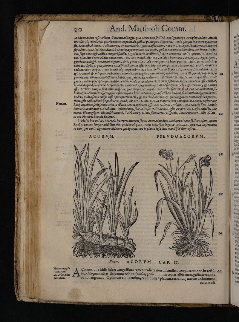 PTS o EN er JI ndromacbus rofis Iridem Iyricam adiungit. qua nerba non frustra negligenter; excipienda funt , sieluti | Jr nec cùm alijs medicinis patrie nomen apponit ,de quibus paulo pofl diferentes , quid quoque in genere optimuna j fit, demonftrabimus « Polinmergo, et cbamadris Romam afferuntur, natis in italia paulò meliora. in aliquot fiquidem italia locis baud multà deteriora proueniunt illis annis, quibus uer totum bumidum uon fuerit, fed fi~ &amp; cuti fepe contingit, «fliuo tempori fimile. Quod [i ueris conflitutio ficcir obueueritmulta,qua in 1talia na[cun  | | tur, pluribus Creta allatis paria erunt , aut nou multo inferiora ueluti cbamadris , chamapitis, bypericum , gentiana, tbla[pi , ueretrum nigrum , c id genus alia «. (4t ueró quód ad Irim pertinet , fecus fe ves babet : fi » enim Iris Lybicas que plurima ex Africa Romam affertur y lllyrica comparetur , tantum ipfi cedet , quantum  cadauer nino corpori : non tamen alijs in gentibus orta tam multum ab Ilyrica degenerare Iris udetur. Irim E, igitur, uelut etr reliquas medicinas , odoratiorem eligito : nam unumquodque optimum eft , quod proprium fai generis odorem uebementiffimum babet, qui quidem ex multorum in[pettione manifestus unicuique fite .4c de gustu quidem perceptis qualitatibus eodem modo cenjendum est: id enim optimum medicamentum efje constat, in quo id; quod fuo generi proprium e$t, exuperat : peRimum uero quod fut generis alijs e tenuius , etr exilius efl. Meliora nanque funt omni in (pecie, quacunque nec rugofa, nec exilia fuerint: ficut qua conuenientem fi- bi magnitudinem exce[Jerespeiora funt ijs, que bene nutritamsct» adflriLam babent [ubslantiam. Quamobrem, st dixi, multa fepius infpexiffe operapretium e$t , c maxime optima, ct que longo iam tempore fui experien- tiam ipfis najcendi initus prabuere, queg; uno ore à peritis med ce materie (unt commenudata.Omncs igitur ber barij unanimes [cripferunt irim in illyrio natam optimam effè. bac Galenus . Planta , qua Gracis Upis Latinis item Iris nominatur : Arabibus, Afmeni iuni, fiue Aierfa: Italis, IridesGiglio azurro, aut Giglio celeste: Ger manis, Blauu gilgens Blauu fcbuuertel, V eiel utrtz, Himel fcbuuertel: Hifpanis, Lirio cardeuo: Gallis Glaie- ul aut Flambe; Boeinis Kofatec. t t Malni boc in loco Marcelli interpretationem fequi, quemadmodum alibi quandoque facturus fum, quam Ruellij, cui non femper ad diéfus efo : quód in aliquot Gracis codicibus legatur ¿zixouna, qua uox infummita tc cuin[que caulis fignificare uidetur: quódque natura in planta ipfa illud manisifcé demon[tret. ACORVM. T Nomine. PSEVDOACORYVM. 7L I p» uu 49 LZ vun], 22] NR 5 Pa 22777 AA b LI PNA IN AN U EDS Y y Akopoy, CAP. II. Meum ruxpéy iamarum. rom folia iridis habet , angufliora tamen: radices non difsimiles, complicatas,nonin re&amp;, 6a. 46 arn LAGA ed obliquum a&amp;as; &amp; fummo cefpite fparfas, geniculis interceptas;albicantes,euftu acres,odo carioium. renoningratas, Optimum eft t denfum, candidum, t plenum;carie non, exefum ; odoratum : cuiuímodi nor rin man Jar tip cupri diu, hans pu plima y ding egitim tua tis bac etiam di funt, flech mo hmh lin fuc XL cn fei gun bene pot roak peo hid radial yt T negala tögada duerei nmel Wedio wi, nedeo Mare h aid B l gnl An Moni ftd bi tany fodi TL h mitay Mam id Om i h [i V