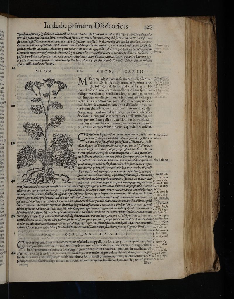 Vy, lor] hf. boy, T Hilt Bit. Wt. ho iridis, i (A Ü alani ANN Jat i mhi mi i. rj qui Vp Mt, aadi ms les nis p na Q enn erli- mi $e noti- qud j lb. m Qi- lgii- dimn fulo nento 40 infi- 1 Tn i. B fer Ger- medi pilt tit sju- 39 «tih arii Jit yp Pit yn 4 jam Xo jo In dab. primum Diofcoridis. Navibus admota frigefatto cerebro utilis e$t:ore vetenta anbelitum commendat: Facit e» ad tordis palpitatio- nem fi à plantaginis [ucco bibatur:caliacos fanat y c coli dolores mulcet,qui à flatu oriuntur. Prodefi flatuo— fis auteri affeclibussuenerem voborat:renesvefrigeratos calefacit. in fumma frigidis morbis omuibus [ccurrit. Caterim omnino explodenda efl Monachorum in Mefite [cribentium opinio; qui coutra Brafanolum Q7 Fuch Mora fium quafi uelle uidenturyGalangam potius odoratum iuncum e[Jeyquam JAcorum.quod tamen plane falfum om nibus iam compertum eJe non dubitamus.Q uod Grace N'wopov, Latine etiam Acorum appellatur: Arabice; Va gefen Vgi:Italicé coro: ulgo medicorum e? feplafjariorum Calamus aromaticussGermanice kalinus; Boe- mice prusiuworec.P[endoacorum uero appellat Itali Acoro falfo:Germani Gelb uuaf[er Lilien: Boemi kofate «luty:Galli Flambe ba$tarde . MEON. Mijoy MEON. CIA D III. Eon, [quod] Athamanticum [uocant, Jin Mace donia , &amp; [Hifpania] plurimum gignitur. ane- tho folijs &amp; caule fimile [fed eo cráfsius: ]. bi- num“ t ferme cubitorum altitudine attolliturfparfis in. as legit obliquum;rectumque radicibus;longistenüibus, odora balius . i. tis ; linguam excalfacientibus . Quz ferucfacte exaqua; F ueltritz citra coctionem , precluforum renum ; telice- que farct&amp; uitia potu leniunt: urinz difficultati méden- tur:ftomachi inflationes difcutiunt . Torminibus; affe- &amp;z uuluz;articulorum doloribás;atque fluxionibus pè- Gotis,tritz cum melle in eclegmate auxiliantur. Sangui nem per menftrua pellunt;defefsionibus feruefa&amp;tzan- fantibus autem illitz imo uentri,urinasmouét. Quod fi iplus quàm deccat; ex his bibatur, caput dolore afticiüt. Redidimus fuperioribus annis , legitimum. Meon non Mei confide- oririin Italiaynec eo alinde aduebi: primum p Méi ui-. ratio. ce uterentur feplafiarij quibufdam albicantibus radi- cibus;fapore pastinace fimilisdeimde quàd etiam Pliny tempo vevarum effet in Italia. quippe qui jcripferit non feri in Italia Meonsuif à medicis,ijsq; admodum paucis. Quod proculdu-: bio indicare uidetury ujque ad Pliny euum peregrinumin Ita lia fuiffe Meon. Sed cùm berbariorym quorundam diligentiay. Mei hiftoria. quadam nuper reperta [it planta cuius bie primo loco imagi- nem rtg ir sfolijs conflat anetbiscaule bicubitali, radi cibus nigricantibusylongis,eir in obliquum,reium; fparfiss grauiter odoratis,acribusq; , quamlegitimum effe Meumyonr, : nes feré vei berbarieperiti unanimes affirmant nc idear mov: 7 dies i A L a ) Pm dicus tenere opinionem;facere equidem non pofJumyquin in eo^ iier „alpe rum fententiam deueniam:tametfi in contrarium aliqua fefe offerat ratios quód feilicethuiufce planta radices’ riora &amp; angu odoren uon vfane adeo gratum [pirent; fed quadantenus grauiter oleant , nec tenues cernantur y ut Diofcorides uius a inquitynec folia anetbo:fmmilia fed afpavago potius ferat. Hanc Apuli Imperatriceum uocant. Et ad uenenofürum. SY in omni- ferpentinmmorfüspreferant: Plinins. Meo folia anifo fimilia reddidityuocum fortaffe fimilitudine deceptus : fi- bus exempla quidem Diofcorides anetbi folijs Meum oriri tradidit: Nobilius quod Athamanticum nocant,ita ditum, quód. ribus. 5 ab Athamante Jteoli filioiauentum fit uel quàd praflantif[rmum in J4tbamante Phthiotidis proueniat. Q uod: € NUTS es ad nos affertur, nafcitur in Italia non folum in Gargano Apulia monte: fed etiam imalijs y e apricis collibus, LAE Meminit Mei Galenus lib. v: fimplicium. medicamentorum,his tteybis-Mei radicesperutiles fant, calidetertio: siculac. Sed ordine ficca fecundozproinde urinamymenfesás ciere uolentes boc wtantnr pbarmaco.Sed fi plujculum funiaturs | melius | que capitidolorem mouet, vtpote civm plufculum [it calidum;quám ficcum . quippe quod eius caliditas bumiditatem 7 apiid. has erüdiorem etiamnum ci. flatuofiorém ad caput deferat; atque ita ipfum afficiat laedat (; Mi»ita Grecis uocatis: o uruer Latinis Meum dicitur Arabibus, Mu:ItalisyMeorGermanis, Baer uurtz, feu Hertz uurtz:HifbanisyPinillow ^ tit Ruellius. a Ww e ^ut i wigni e 4d Meum exé a Addit Ca- ^ s a—— Sov EAS EE 407 1102 E CJIP ER VS, QuA-P IJI. i oie EC. 4 NN um £A/Ac T? 7X: yperüs;nquem aliqui eryfceptrum, ut afpalathumappellant , folia fert porraceis proxima 5 fed: e wei exépi n j . d Y 1 aliu JoneioraSbexiliota: 4 caulem :b.sodorati iunci ; cubitalem ; aut maiorem, c angulofur t^ 47;2 » on. ia cülascaeuriine minuta foliatum femine exoriuntur : radices, quarum in medicina elt aE > iy ooherentes interfe yatei oblongis fimiles;aut.rotuudz; nigro colore, fuaui odore, amaro gu fo; ad Opti- f R  >S ~» . A on  13325 : » gana leo r deep E E O0 e D aS  . sge t . . S C wuinlan Qrbalius. Pg afpetayottosislonn] quadam acrimonia iucundi squalis eft.Cilicia; Syriaca;.&amp; que a Cycli w E iL. r aiDUsS iy »
