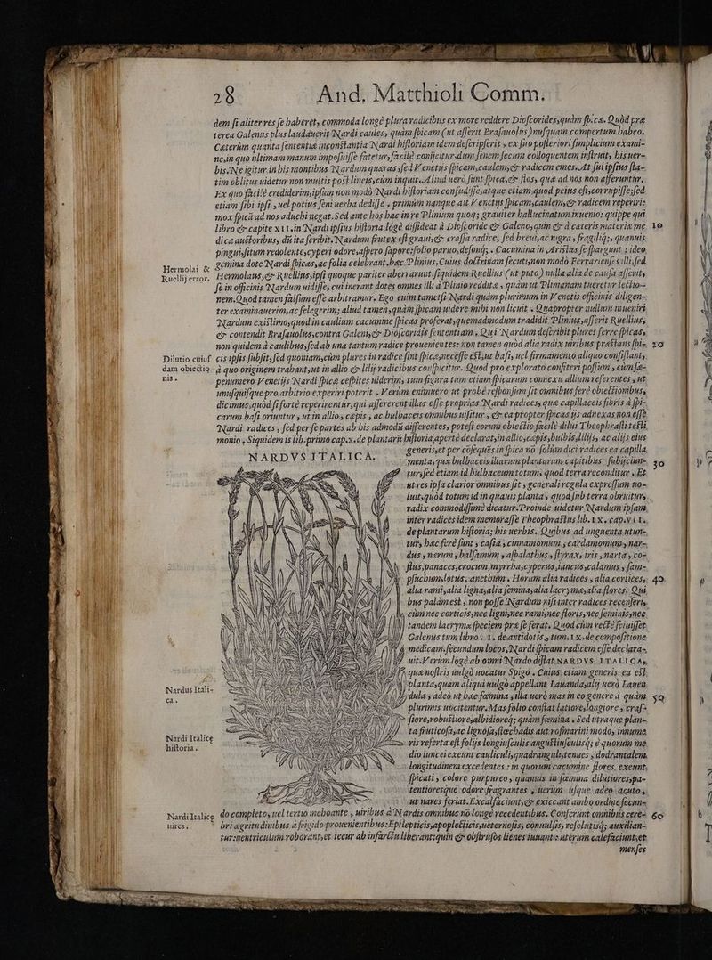dem fi aliter res fe baberet, commoda longe plura radicibus ex more reddere Dio fcovides,quàm fp.ca. Quòd pre terea Galenus plus laudauerit Nardi caules, quam fpicam (ut ajferit Erafauolus )nufquam compertum babeo. C«terim quanta fententia inconstantia Nardi hiftoriam idem defcripferit » ex Juo pofteriori fmplicium exami- nein quo ultimam manum impofiiffe fatetursfacild conijcitursdum fenem fecum colloquentem inflruit, bis uer- bis/Ne igitur in bis montibus Nardum quaras fed Venetijs Jpicam;caulemyetr radicem emes..At fui ipfius fta- tim oblitus uidetur non multis post lines cum inquit. A lind ueró funt ficase flos, qua ad nos non afferuntur, Ex quo faci! crediderim i fum won modò Nardi bifloriam confudifesatque etiamquod peins eflcorrupiffesfed etiam fibi ipfi uel potius feni uerba dedi[Je . primum nanque ait Venetijs fpicamcaulem,er radicem reperiri: mox [picá ad nos aduebi negat.Sed ante bos bac in re Plinium quoq; grauiter ball ucinatum inuenio: quippe qui libro c capite xv in Nardi ipfius biftoria loge diffideat à Dicfcoride e Galenoyquin ei» à ceteris materie me dice autforibus, dii ita fcribit Nardum frutex ef grauiset craffa radice, fed breut,ac nigra, fragiliq;, quanuis pinguiyfitum redolente,cyperi odoresafpero fapore;folio pario; defoud; . Cacumina in vIristas fe fpargimt. z ideo, gemina dote Nardi (bicas,ac folia celebrant,bec Plinins, Cuius doiirinam fecuti;non modò Ferrarienfes illis fed Hermolaus er Ruelliussipfi quoque pariter aberrarunt fiquidemR uellius ( ut puto ) nulla alia de caufa af crits Sein officinis Nardum uidiffe, cui inerant dotes omnes ilia Plinio reddita » quam ut Plinianam tueretur letfio— nem.Quod tamen falfum effe arbitramur. Ego enim tametfi Nardi quàm plurimum in Venetis officinis diligen- ter examinauerim,ac felegerim; aliud tamenyquam [plcam uideve mibi non licuit « Quapropter nullum mueuiri Nardum existimoquod in caulium cacumine [picas profevatquemadmodum tradidit Pliniusyafferit Ruellius, er contendit Brafauolus contra Galenisc Dio[coridzs fententiam «Qui Nardum defcribit plures ferre ficas, non quidem à canlibus,fedab una tantum radice prouenientes: non tamen quòd alia radix uiribus prastans fpi- Dilutio cuiuf. cis ipfas fubfit, fed quoniam,cum plures in radice fint [pice neceffe eflsut bafi, uel firmamento aliquo confiflant, dam obiecto. à quo originem trahant,ut inallio c lilij radicibus confpicitur. Quod pro explorato confiteri pofum » cim fe- Des penumero Venetijs Nardi fpica cefpites niderim, tum figura tum etiamfpiçarum comexu allium referentes , ut. unufqui[que pro arbitrio experiri poterit . V eriym enimuero ut probé vefpoufian fit omnibus fere obietfionibus, dicimus;quod fi fort reperirentur,qui affevevent illas effe proprias Nardi radices; qua capillaceis fibris à fpi- carum bafi oriuntur y ut in allios capis , ac bulbaceis omnibus ufitur , c ea propter fpicas ýs adnexas non efJe Hermolai & Ruellij error. monio y Siquidem is lib.primo cap.x.de plantari biftoriayaperte declavatyin allioscepissbulbis;liljs, ac alijs eius Nu eneri ofequés in [pica nò folim dici radices ea capilla generis,et per cofeques in [pica no foli dici radices ea capilla. NARDYSSTALICA menta, qua bulbaceis illarum plantarum capitibus | [ubijciun- Z tursfed etiam id bulbaceum totum; quod terrareconditur . Et utres ipfa clarior omnibus fit , generali vegula expve[Tum uo- radix cominodiffime dicatur. Proinde uidetur Nardum ipfam inter radices idem imemora[Je Theophrastus libat x .capsv a t de plantarum bifloria; bis uerbis. Quibus ad unguenta utun- turs bac fere fant y cafta y cinnamomum 5 caydamomum:, nar- dus , narum y balamum y afpalatbus s hyrax, iris narta, co- S pfucbum;lotus, anetbitim . Horum aliá radices , alia cortices. Alia rami,alia lignasalia femina alia lacrymasalia flores. Qui bus palamest , non poffe Nardum nifiinter radices recenferis tandem lacryma fpeciem pra fe ferat. Qnod ciim vette fciuiffet Galenus tum libro . X , deantidotés tum. x..de compofitione ( medicam. fecundum locos,Nardi (Dicam radicem efe dechara-, uit.V erim lógé ab.omni Nardo diflat.NA&D V$. ITALICA, Y plantaquam aliqui uulgo appellant Lauandayalij evo Lauen A i} dula y adeà ut bac fatmina y illa ueró mas in eo genere à quàm M^ plurimis uocitentur.Mas folio conflat latioreslongiore y craf- fiorerobusiioresalbidioreq; quàm famina «Sed utraque plan- ta fruticofasac lignofasflecbadis aut. rofimarini modos innume, zs vis referta efl folijs longiu[culis angustiufculisq; ? quorum me Nardus Itali- cå. Nardi Italice vid e dio iuncei exeunt cauliculiyquadrangulistenues , dodrantalem, - longitudinem excedentes : in quorum cactimine flores, exeunt, i fpicati ; colere purpureo, quantis in'fæmina dilutiorespa- 7274/55: tentioresque odore: fragrantés y uerum | i[que adeo acuto s ee IL T | ut nares feriat. Excalfaciuntyeiy exiccaut ambo ordiue fecun- Nardiltalice d0 completos uel tertio incboante » uiribus A Nardis omnibus voJongé recedentibus. Conferunt omnibus ceres uires, bri egritudinibus a frigido prouenientibus :Epilepticisapopletticisyueternofís, cònnulfiss refolutisqd; auxilian- tur suentriculum voborantet iecur ab infartu liberantiquin er obflrn[os lienes iumantz uterum calefaciuntset: q y cmt, menfes 16 IG 49 6o