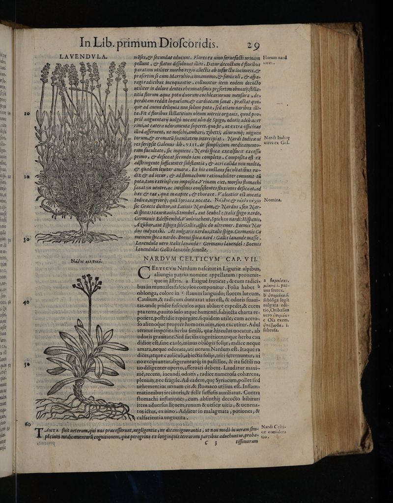 iio, tami lig. lj h- nenn elns, bicat, nhi anh nmg- TTA nibs, sahi — g met iteh seius gyti- (m ity 40 Ji Qui enjet jste utt tione ltd ICh g di Lanet quin ga iif j (li Vt ji ne nde oyen tp UD huit MIA qia- qtd 1 1 E ER . s - F In Lib. primum Diofcoridis. 29 LAVENDVLA. mtfesse fecundas educunt. Flores ex uino ferucfatli urinam. Florum nard X pellunt , e flatus diffoluunt illiti . Datúridecotum e floribus. e yr P M y o. S paratum utiliter morbo vegio alle&amp;fis ab infartu iocinoris,cz 5» Gu d h , / ; ; Ni 2 ES US praefertim fi cum Marrubio,cinnamomoyet» fænicúli , ci afpa- ES f EIE c ; B Poi WA ragiradicibus incoquantur . colluuntur item eodem decotfo utiliter in dolore dentesrheumatifmis prefertim obnoxij:flilla- titia florum aqua potu duorum cocbleariorum menfura y des perditam reddit loquelam;et» cardiacam fanat < pratiat quo- que ad animi deliquia non folum pota fed etiam naribus illis ta:Fit é floribus Siillatitium oleum uitreis organis, quod pro- prie unguentarij uulgó uocant olio de Spigoy odoris adeà acer vimiyut catera odoramenta [vperet.quo fits ut. extra oficinas illud affernent, ne mo[cbiyambari, zibettis aliorum; uùguen torum čr aromati [vauitatem intercipiat.« Nardi Indice wi Nardi Indice res feripfit Galenus- lib « v 111. de fimplicium.medicamento- 95 x Gl. ri facultate y fic inquiens .Nardifbica excalfacit exce[fu primo > e deficcat fecundo iam completo. Compofita efl -ex adjlringente [ufficienter fubflantia y etr acri calida non multa, e quadam leuiter amara . Ex bis conslans facultatibus ra— dix e ad iecur , e ad flomacbum rationabiliter conuenit tà potaxtum extvinfe cus impo[ita-V rinam ciet, morfus [lomachi Jauat zin uentreyac inteflinis confiflentes fluxiones deficcatad P bsc ct eas s qua In capite , e thorace. V alentior est uocata Indicaynigriorq; qut Syriaca hocata. Nápdosgy vsdu cd; ug Nomina. fic Gracis dicituryut Latinis Nardum,čy Nardus ; fen Nar- di (pica: Manritanis:Stumbel, aut Seubel «Italis fbigo nardo, Germanis EdelfrembdsV uolriecbent;Spicken nardi: Hifpanis, Axubarsant Efbiga filaGallissafbic do ultremer. Eoemis Nar EA EE oo JA WC. dus indyanski. At uulgaris uardussItalis [pigo.Germanis Ge m meinem [pica nardo. Boemi fpica nard : Gallis lanande ma[e | Lanendula uero Italis lavanda: Germanis lauendel : Boemis lauendula: Gallis lauande: femelle. n ule NARDVM CELTICVM CAP. VII. Ertıcvm Nardum nafciturin Liguriz alpibus,  aliungia patrio nomine appellatum :prouenit- 4 R A W p Y quein Itria. a. Exigué fruticat ; &amp; cum radicis 2, Batuvi os £ Y fe businmanualesfaíciculoscomponitur.Folia habet b ^os pat- W wutoblonga, colore in € flauum langùido; florem luteum. p rinik X i Caulium,&amp; radicum duntaxat ufus eft, &amp; odoris fuaui- fublóga legit a. 49 m da^ tas.unde pridie fafciculos aqua abluere expedit; &amp; exem Vulgata deir y ; | viil ptaterra;pauito folo atque humenti;fubie&amp;a charta re- Hier ies ponere,poftridie repurgare.fiquidem utile; cum acero- e Oja exem. T fo alienoque propter humorisuim;non excutitur.Adul vzéZajüa. i.  .xeratur impofita herba fimili; qüahirculus uocatur, ab fubrufa. l odoris grauitate:Sed faciliscognitio:inangue'herba can l ) didior eft;fine canle, minus oblógis folijs; radice neque amara,neque odorata,uti uerum, Nardum eft. Itaque ra ' dices;atque:cauliculi;abiectis folijstriti fecernuntur; ui je Jno:exciptuntur,digerunturd; in paítillos, &amp; ita fictilino : ce o uodiligenteroperto;afferuari debent. Laudatur maxi NOS mé;recens; iucundi. odoris , radice numerofa cohærens; plenum;nec fragile. Ad:eadem;que Syriacum;pollet:fed uehementiüus utinam citi&amp; ftomaco utilius eft. Inflam- mationibus1ecinoris;&amp; felle fuffufis auxiliatur. Contra ftomachi inflationes; cum abfinthij decocto bibitur: item.aduerfus lienem;renum &amp; uefice uitia, &amp; uenena- tosictus, ex uino . Additur in malagmata ; potiones &amp; calfacientiaunguenta.. T Y B5 - sia s Aet obs Nardi Celti- T ANTA fiit ueterum;qui nos pracefJerunt, negligentia y ne dicamignovantia , ut non modo in ueram f cx eund er A. plicinit-medicanientorii cognitionem, qua peregrina ex longinquisterrarum partibus aduebunturyproóa7 tio, Cine £3 tiffimorum