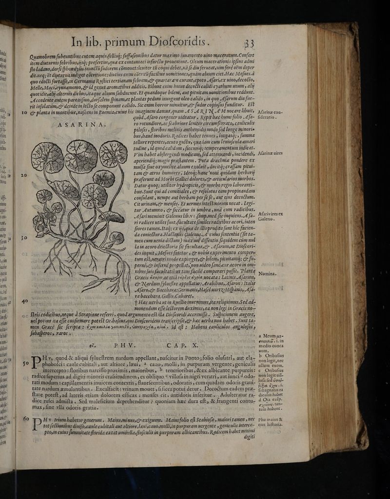 T li | tadi- fimile Meum pan è 4f. D apel- qu ranés atiis nw sehh- otis, Hci TT quid il pili Arh, i sed ficim Itb y d ) dixi: imh D (ito har il di johari try ioc potum m jn Ju yiri 20 4o 50 60 BESAR EN LAS quòd Afaro congener uideatur » Repit bac humi folio Afa- ro rotundiore,ac fcabriore leuiter circumferrato, cauliculis pilofis , floribus melinis antbemidts modo fed longe minoris bus,haud inodoris. Radices babet tenues longasq; , [umma tellure vepentes,acuto gustn, quadam cum leuiufculaamari tudine , id quod calidum y ficcumq; temperamentum indicat. V im babet ab[lergendi modicam) fed attenuandi , incidendi, aperiendiq; magis præftantem . Pota drachme pondere ex mulfa fiue oxymelite aluum exoluit , ducit; crafJam pitui- tam cir atros humores: Ideoq; banc noui quidam berbarij praferunt ad M orbi Gallici dolores,ctr articularios morbos. Datur quoq; utiliter bydropicis , c morbo regio laboranti- bus.Sunt qui ad comitiales , ez refolutos eam propinandam confulant , nempe aut herbam pev fe fe , aut eius decoctum. Cit urinam, čr menfes. Et nermes intestinorum necat . Legi- tur Autumno , c ficcatur in umbra ,und cum radicibus, A fari meminit Galenus lib.v 1 fimp.med. fic inquiens. A fa- ri radices utiles funt, facultate fimiles radicibus acori, inten fiores tamen.Itaq; ex squa de illis prodita fant hic facien- da conie£fura.Hattenus Galenus A. culus fententia (fit ta- men cum uenia ditum) maxim diffentio. fiquidem cùm nul la in acoro deie&amp;foria fit facultassciy JA farumsut Diofcori- des iaquit , Me[xes fatetur y er nobis experimento comper tum eilyueratristodo expurget ci bilem pituitamq; ctr fis perués ci inferne propellaty;non uideo [anéscur acoro in om- nibus Juis facultatibus tam facilé comparari poffit. Planta Grecis dsaponac erit vepdos dypia nocata : Latinis Afarum c Nardum [ylueftre appellatur: Arabibus, A[avon : Italus JAfaroe BaccbarazGermanis,Ha[el uurtz: Hifpanis, Afa- ra baccbara,Gallis.Cabaret. T ] Hac uerba ut in Ruellio inuenimusita veliquimus.Sed ad- monendum effe lectorem duximus; ea. non legi in Gracisno— es. C A P. X. digiti Afarinz con- fideratio . Afarinz uires Afarivires ex Galeno. Nomina. a Meum pz- g0X0lAQ » 1. in medio conca uum, b Oribafius nonlegit,nec ullum exem. c Orribafius non legit uil- lofa fed vzrog- pii eye «d fubagnatas ra diculas habet d Oia exép. gyolvos. tan- tum habent . phu maius &amp; eius hiftoria.