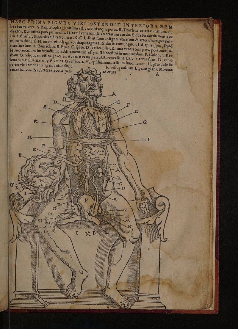 2o aei MR decr, D7 -SHEMMCBENOEGUE T NTERIORA MEM B. Trachcz arte*ix initium. L. cordis. E dexter cordis vent icu venarum &amp; arterid*um,per pul. oniungitur, [ -diaphr«gma, (*pr&amp; .E. 1ma ventriculi P315, portonatius, HAEC PRIMA FIGVRX VIRI OSTENDITI bra icu vilcera. A itaq; e(opha gi initium eft,via cibi atque potus. dextra. K finiftra par pulmonis, D.rami venarum X arteriarum Jus. F.fiaiiter. G..cordis eft extremitas. K . C. L.funt rami infignes | monem diíperfi.H.imum (ophagi vbi diaphtagmati &amp; dortoc | Yranfuerfum. A .ftomachus. B. Epar. C.fplen.D. veíica bilis |! H.moaocolum intéftinim. K .additamentum eft gtoffi intefüni in monocolum.F, Colon.f, Res | &amp;um. G.reliqua in'eítina gracilia, A Ven&amp; cauz pars. BB.renesfunt. CC.vr teres ant, D. venie !deminariz. E vena )cbe.£ vefica.G telticuli, H, epididimus, teflium inuoli erum. II. eiandulofz | partes vbi femen in virgam infunditur K.vefice collum.L.penis glans. M.venz | €auz truncus, N. Artetiz aorta pars ad crura, ^ A DUNS /j 7