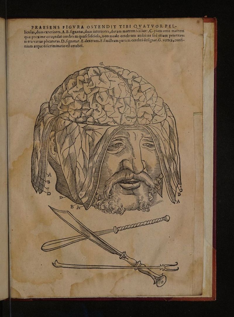 PRAESENS FIGVRA OSTENDIT TIBI QVATVOR PEIL- ficulas,duas exteriores, A.B. fignatas,duas interiores,duram matrem icilice:, C. piam veto matrem brum quafi fafciola, non modo cerebrum ambiens fed etiam penetrans quz prcxime circundat cere irtra varias Pica) E.dextram.F.finiftram partem cerebti defignat.G. vertes conh- nium atque dilcriminatio eft cerebri. ES SSSESSS NR. Y BNNSS INN €: TTL Ww TER T