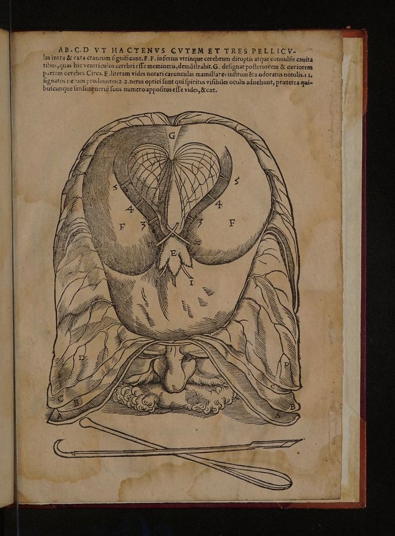 AB.C.D VT HACTENVS CVTEM ET TRES PELLICV- lasintra & exta craneum fi gnificant, F.F. inferius vtrinque cerebrum diruptis atque conuulfis cauita tibus,quas hic ventriculos cerebri effe memineris, demóottrabit.G. defignat pofteriotem & doriorem psrtem cereba. Circa. E literam vides notari carunculas mamillares infttum&ta odoratus notulis.1 i; fignatos ne^uos prodeuntes:2.2.nerui optici fant qui fpiritus vifibiles oculis aduchunt, praterea quis butcunque fenfungnerui fuos numero appofitos efTe vides, &cat. SES NIA SSSSNNNS: ire ars : NU NS NNSANRSES T CE EN / WW 1L, N NUM Abi in ws d i | Á T /; | lii i LZ i d à SML 77 LN ÜN - XOOLMUCCANEIEII C ETE Eco NEVER: 12121. 33