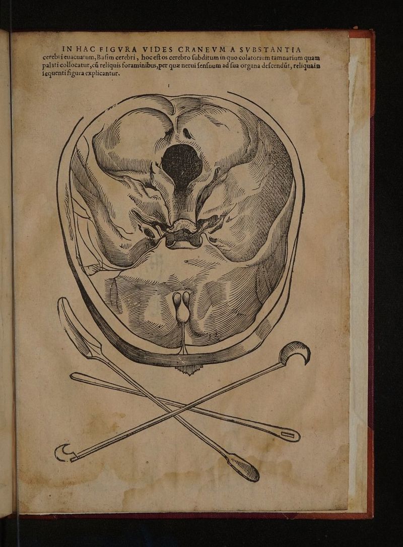 IN HAC FIGVRA VIDES CRANEVM ASVBSTANTIA cerebiieuacuatum,Bafim cerebri , hoceftos cerebro fübditum in quo colatorium tamnariam quam palati collocatur,cü reliquis foraminibus,per quz nerui fenfuum ad fua organa defcendüt, reliquain igquenti figura explicantur. (LITE fí | TAN