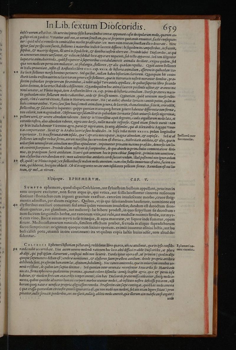 ; 30 ————Á' C € Ó— T0 zo 30 4o $à E *on In Lib. fextum Diofcoridis. 659 €ubile corum estatibus , Ybi uere incipiente fiftis bavundinibus textas opponunt cafas decipularum modo, quarum anz gu/tijs etiam gaudent. Venantur auté eos, ut eorum fenectam;qua ut ferpentes quotannis exuuntur, facilé confequans tur : quod nibil ei remedio in comitialibus morbis preferatur : ex morc enim exutam fenectam illico deuorant . Hinc igitur fane perfpicuum fuerit, flelliones à maioribus 1alicis lacertis differre : bi fiquidem in campe[libus , in feutetis, fepibus , e? macerijs degunt, illi ueró in fepulchris , e domibus noftris oberrant . Proinde iubet. Diofcorides ,ut qui in uenenorum timore uerfantur, ez culinam fübdiali loco apparare nequeunt, fub tecto apparent. Sed tum diligenter laquearia animaduertenda , quód frequenter à fuperioribus contabulamentis animalia decidunt » xigua quidem , fed qui non modicam perniciem moliantur , ut pbalangia , flelliones , c» alia quedam reptilia. | Quod autem &amp;elliones in Ytalia proueniant , teftis efl Aviftoteles libro v 111. cap. xxx. de bifloria animalium , aJerens in quibusdam taz lie locis fLelliones morfu bomines perimere . Sed qui fint , nullam babeo bifloriam clariorem . Quanquam bis conies éturis tandiu exiflimauertm ea lacertarum genera efJe fLelliones , que in Hetruria in noflris morantur domibus , pres fertim quibusdam prope terram foraminibus , 4 nobis uulgo Terrantola appellata , de quibus fuperius libro fecundo latius diximus, de lacerta Cbalcidica differentes . Quandoquidem boc animal lacertis perfimile uifitureo araneos ma xime uenatur, ut Plinius inquit, item Ariftoteles libro 1x. cap. primo de biftoria animalium . Dovfo preterea macue lis quibusdam nitet fLellarum modo vadiantibus , unde cz fortajfe nomen . Q uinetiam quod uenenum morfu velinz quant, ctm e cauernis exeunt, fLatim in Hetruria necantur . His Cut audio) abundat Syria in caminis potius, quàm ae liubi commorantibus . V avia fane funt buiufcemodi animalium genera, de lacertis, chameleonibus, fcincis, crocodilis, Jellionibus, e» falamandris loquentes : quippe quoniam in unoquod; borum genere babentur differente tum forme , tum coloris, tum magnitudinis . Obferuaui cgo falamádra« in quibusdam Germanie fyluis uniuerfo dorfo nigerrimas; pectore uero, ez uentre admodum vubentes . Sunt ez in Vtinenfibus aquis degentes, cauda anguillarum modo lata , ct rotutido roftro, aluo admodum vubente, nigricante dov[o , nullis maculis refperfo . Quod etiam fcincis euenit : nam € bi in Ytalia babentur V icentino agro, parui c nigricantes, ijs utiqs abjimiles , qui ab Alexandria Aegypti Venez ti4s comportantur . Sicuti e in Arabia lacerte funt bicubitales . 1n. Nifa Indie monte xx1111. pedum longitudine reperiuntur . Et inea fortunatarum infula , que Capraria nuncupatur , magtiee admodum , ey copiofe. —Sedutad Jtelliones iam nofter redeat fermo, eovum morfibus fuccurrendum eft theriaca , Mithridatis antidoto, c» dlijs, que in aniuer[am uenenoforumt animalium movfibus opitulantur . ymponuntur priuatim maximo prefidio , demor[is iam los cis contriti fcorpiones . Proinde oleum nofTrum de fcorpionibus , de quo abunde in prima buius commentatione dixis mus y ijs precipuum fuerit antidotum . Si ueró quis uenenum. boc in potu cibóue fumpferit , primim tum womitione , tum clyfteribus extrabendum erit : mox ualentioribus antidotis cordi fuccurrendum. VMlud pofiremó non ignorandum eft, quód ( ut Plinius inquit ) ex flellionibus fit malum medicamentum z nam cim ftellio immortuus cft uino, faciem eoa rum, qui biberint, lentigine obducit . Ob id in unguento necant eum infidiantes pellicum forme . Remedium eft oui lus teunm, eg mel , ac nitrum. E'QWwpspy. EPHEMERVM. CÁP. V. SvwPTo ephemero,quodaliqui Colchicon, aut fylueftrem bulbum appellant, pruritus in toto corpore excitatur, non fecus atque ijs , qui vrtica , aut fcilla laceffuntur : interna rofionem fentiunt : ftomachus cum ingenti grauitate cxzítuat. ceterüm inualefcente morbo ,cruor ftrig- mentis admiftus, peraluum exigitur. Quibus , vt ijs qui falamandram hauferunt , uomitioneaut clyfteribus auxiliari conueniet: fed antea quàm venenum inualefcat, dandum eft decoctum fron- dium quercus , aut glandium , aut malicorij : lac bibere prodeft, in quo ferpyllum fit deco&amp;um: item fuccum fanguinalis herbze aut ramorum vitis,aut rubi,aut medullae recentis ferulz, aut myr- ti cum vino, Bacci autem myrti tufze tritedue,, &amp; aqua maceratz;, vt liquor inde fümatur, opem ferunt. Media caftanearum tunicula, fimilem effe&amp;um przbet ,fi cruda in aliquo füpradi&amp;torum fucco fumptitetur: origánum quoque cum lixiuio epotum. eximie iuuanturafinini la&amp;is, aut bu. buli calidi potu, etiamfi inore contineant: ita vt quibus copia lactis huius adfit, non aliud de- fideretur. Corcnurcr Ephemeribifloriam picturamq; reddidintus libro quarto, ubi ea attulimus , que in ipfo conflde- randa nobis occurrebant . Elus autem ueneno medendi vationem boc loco adeó diffuse tradidit Diofcorides , ut plura ab alijs , qui poft ipfum claruerunt , confequi mibi non licuerit . Danda ipitur opera eft , ut prin (quod in alijs quoque ['epenumero dictum efF) crebvee uomitiones , e clyfleres fuum prestent auxilium . deinde propria antidota exbibenda funt, prefertim bumanum lac, afininum,bubulumq; . Nec tamen omittenda, quee in uniuer[um omnibus uez nenis vefiftunt , de quibus iam fepius diximus .. Sed quoniam inter uenenata recenfentur Anacardia fic Mauritanis tiocatà, forma ephemero quadantenus proxima , quanuis colore diftümilia : itemd; Stapbis agria ,que ex perniciofa babetur, e7 eiusdem fere cum anacardijs temperamenti ; cm bec Diofcoridi pretermiffa uideantur , fintq; medicas menta, quibus quotidie ad uarios bumani corporis morbos utuntur medici , ab inflituto noftro defeciffé putavem ; nifi borum quoq; nature uenefice propria aftenafJem remedia . Prefertim cum fepe contingat , quod bec medicamenta C que crafJa quorundam circunforaneoriignorantia efl ,qui non modo non mederi, fed uix etiam legeve fciunt ) proa pinantur nullis feruatis ponderibus nec menfaris,nullisq; additis medicamentis,que illorum uim maleficam e - E. unde Stellionü mor fusremedia. Ephemeri ue- neni curatio,