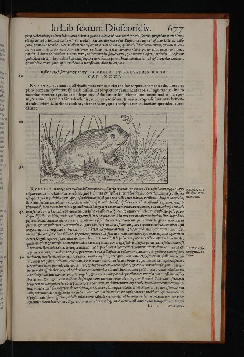 Dt ty kim herd. faulf its | Wi | (t Il 2 Ts. (til Melt TT Iti] Io be n Tcu gi i ftu, Vds 20 30 uen] t u L- bz Saa en InLib.fextum Diofcoridis. — 677 perpauci euadant, qui non labantuv in tabem . Quare Galenus libro de tberiaca ad Pifonem , proprium marini lepo- vis effe ait , ut pulmonen exulceret , e» erodat.. Succurritur noxe (ut Diofcorides inquit ) afinino lacte ex paffo poto, e? malue decocto . Neq; id aliam ob caufam, ut Aétius declarat, quàm ad eliciendum uomitum, c ueneni acutz £atem retundendam, quemadmodum elleborum, cyclaminum, et [cammonium exbibet, partim ad citandas uomitiones, partim ad aluum deijciendam . Cetera uero , ut incommodis fubueniatur , que internis infert particulis . Prafertur quibufdam aduerfus boc malum bumanus fanguis calens e uenis potus : bumanum item lac ab ipfis uberibus exuctun, c uulpis caro ina[Jata.: quin e tberiaca diatefJeron tribus diebus pota . epUyor xoà borowxor £Ador. RVBETA, ET PÁLVSTRIS RANA. C KUP. inc oC nda Rv5zETA, autrana paluflris affumpta tumores ciet: pallor corpus uehementer decolorat, ut plané buxeum fpe&amp;etur: fpirandi difficultas torquet: &amp; grauis halitus oris , fingultusque, inuita interdum geniturz profufio confequitur.. Adiuuantur fecundum uomitionem multo meri po- tu , &amp;arundinis radicis binis drachmis , aut cyperi totidem . Breuiter , cogendi funt ut uehemen- ti ambulationi &amp; curfui fe credant, ob torporem , quo corripiuntur. quinetiam quotidie lauan- difunt. RvszsTas Rane,quamquidam bufonem uocant , diuerfa veperiuntur genera . Terreftris tamztt, que Gre- cis phynos dicitur, Latinis uero vubeta , quod in frutetis e fepibus inter rubos degat , nocentior , magisq; lethifera efl, quàm que in paludibus, e aquofis fcrobibus uiuit ( id quod non recte ,meo iudicio , intellexit Aloyfius mundella; Brixianus octaua fui uoluminis epiftola ) tantoq; magis noxia, lethiferaq; fuerit terrestris , quanto in opacioribus, fri gidioribusq; locis uitam duxerit . Quamobrem in boc genere ee omnium pefsime creduntur, que in umbrofis conual- lium fyluis , &amp;* in barundinetis morantur . Adulte cra[fa tenaciqs conteguntur cuti adeó ut acutifiimo palo quanz doque difficile à rusticis, qui ita cas interficere folent, perfodantur . Hee ciam circumnafcentes berbas, fiue aliquod dee pa[cens animal, ueneno inficere uolunt , contrabunt fefe in tumorem , ut uenenum per urinam longius ciaculentur in plantas; eo circunstantes quadrupedes . Quare admirari non licet , fi nonnunquam repente interümant bomines , qui fraga, fungos , aliasq; plantas barum ueneno infectas infcij deuorauerint . Quippe quod non modo ueneni mictu bec omnia inficiunt ; fed etiam faliua ea fepius conjpuunt : que fane non. minus mortifera cft , quam napellus . quinetiam cavum fanguis uiperco fcatet ueneno . Proinde mirum. non eft , fi in puluerem pote mortifera inferunt incommoda , quemadmodum e» morfü . am etfi dentibus careant ; tamen compreJa [cabris gingiuis particula, et fubinde ingrefe fa per cutis fpiracula faliua, demorfos uenenant, ut in prafationis buiufce libri commentariotradidimus. | Sicce e in puluerem pote, ut Auicenna refert, preter mala que à Diofcoride redduntur , faucium , c gutturis tum inflam- mationent, tum [iccitatem excitant : item oculorum caliginem, uertigines, conuul/tones,dyfenteriam, faflidium, omis tus, animi deliquium, delirium, amentiam, e2* plerunque cdentulos faciunt bomines , quanuis euadant, qui bauferint Nec minora ettam pericula adferunt fructus, ez bevbe earum ueneno inject, er epotus earundem fanguis. Curanz tur ijs malis affecti theriaca, uel Mithridatis antidoto tribus cotinuis diebus ex uino potis . dem preftat teJHudinis ma vine fanguis, additis cumino , leporis coagulo , cz uino . Datur potanda prefentaneo remedio quinta effentia nofira theriacalis Quin ez oleum noftrum de fcorpionibus exterius commode inungitur . Prefert Conciliator fitar0di puluerem ex uino potum fcrupuli pondere, cum eo tanten , ut [abinde intret eger nudus in ulum recenter exenterae tunt, inibiq; conclufus moretur, donec deferuefcat cadauer »totiesd; fic exenteratum nudum aut equum , f] vuulus non ad/it, permutet, donec effufo diutius fudore cedat noxa. Actis mulis, e equis parcens, in clibano , quantum tolerae ri pofiit , calidifsimo affectos , ucl alio in loco arte calefacto detinendos ad fudandum iubet , quemadmodum curantur aqua inter cutem laborantes . Q orum medicamenta curatioq; , ut Auicenna. efl author ,  in. negotio nior param 3 cotiucntunt , Rubetz, palu ftrisque ranz uenenum. Ranz malefi- ce (igna&amp; cu ratio.
