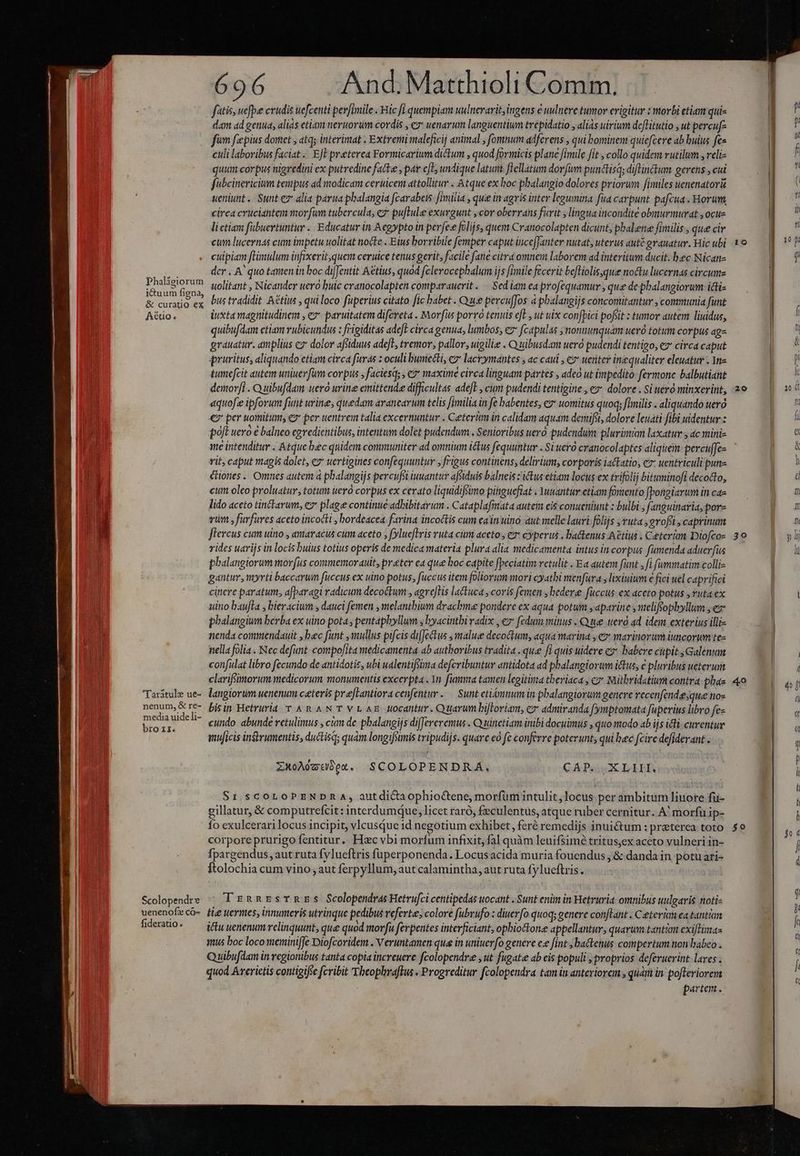 Phaligiorum i&amp;uum figna, &amp; curatio ex Aétuo. 'Taràtule ue- nenum, &amp; re- media uide li- bro x1. Scolopendre uenenofz có- fideratio. 696 And. Matthioli Comm. fatis, uefpee crudis uefcenti pevfimile . Hic fi quempiam uulnerarit,ingens e uulnere tumor erigitur : morbi etiam qui- dam ad genua, alias etiam neruorum cordis , ez uenarum languentium trepidatio , alias uiium deflitutio , ut percuf- fum f'epius domet , atq; interimat . Extremi maleficij animal , fomnum adferens , qui bominem quiefcere ab buius fee culi laboribus faciat... EE preterea Formicarium dictum , quod formicis plane fimile fit , collo quidem vutilum , reli- quum corpus nigredini ex putredine fatte , par cft, undique latunà. fiellatum dov(um punctisqs diflin&amp;tum gerens , cui fubeinericium tempus ad modicam ceruicem attollitur . Atque ex hoc pbalangio dolores priorum fimiles uenenatorá ueniunt. Sunt ez alia parua phalangia fcarabeis fimilia , que in agris inter legumina fua carpunt pafcua. Horum circa cruciantem morfum tubercula, ez pu[tule exurgunt cor oberrans furit , lingua incondite obuurmurat , ocue lictiam fubuertuntur -. Educatur in Acgypto in perfec folijs, quem Cranocolapten dicunt, phal.ene fimilis , que cir cuipiam fHimulum infixerit,quem ceruice tenus gerit, facile fane citra omnem laborem ad interitum ducit. bec Nicanz der . A quo tatten in boc di|fentit Aétius, quod felerocephalum ijs fimile fecerit befliolis,que noctu lucernas circumz uolitant , Nicander uero buic cranocolapten comparauerit ..— Sed lam ea profequamur , que de phalangiorum icti bus tradidit Actius , qui loco fuperius citato [ic babet . Que pereuffos à pbalangijs concomitantur , communia funt iuxta magnitudinem , e paruitatem difereta . Morfus porvó tenuis efe , ut uix confbici pofsit : tumor autem liuidus, quibufdam etiam vubicundus : frigiditas adeft circa genua, lumbos, e fcapulas ; nonnunquam uer totum corpus ag- grauatur. amplius ez dolor afsiduus adefe, tremor; pallor, uigilie . Quibusdam ueró pudendi tentigo, ez circa caput pruritus, aliquando etiam circa furas : oculi buniecti, cz lacrymantes , ac caui , € uetiter inequaliter eleuatur . Ynz tumefcit autem uniuerfum corpus faciesq; , e? maxime circa linguam partes , adeo ut impedito: fermone balbutiant demorfi . Quibufdam ueró urine emittende difficultas adefE , cum pudendi tentigine , ez dolore . Si weró minxerint, aquofz ipforum fit urine, quedam arancarum telis fimilia in fe babentes, e» uomitus quoq; fimilis . aliquando uero € per uomitum, e per uentrem talia excernuntur . Ceteri in calidam aquam demifit, dolore leuati fibi uidentur : poft uero € balneo cgredientibus, intentum dolet pudendum., Senioribus ueró pudendum: plurimim laxatur y 4c miniz me intenditur « Atque bec quidem communiter ad omnium itus fequuntur . Si uctó cranocolaptes aliquem: percufJes rit caput magis dolet, e» uertigines confequuntur » frigus continens, delirium; corporis iactatio, e»: uentriculi pun- éHoties.. Omnes autem à phalangijs percufSi iuuantur affiduis balneis z ictus etiam locus ex trifolij bituminofi decocto, cum oleo proluatur, totum ueró corpus ex cerato liquidifsimo pinguefiat . Yuuantur etiam fomento [pongiarum in cae lido aceto tinckarum, e» plage continue adbibitarum . Cataplafmata auteim eis conueniunt : bulbi ; fanguinaria, por- vum ,furfures aceto incocti , bordeacea farina incoctis cum eain uino aut melle lauri folijs ,vuta ;gvoffi , caprinum ffercus cum uino , amaracus cum aceto , fylueftris ruta cur aceto; e cyperus battenus Aétius . Ceterim Diofco- rides uarijs in locis buius totius operis de medica materia plura alia medicamenta intus in corpus fumenda aduerfus phalangiorum morfus commemorauit, preter ea que boc capite [peciatim retulit . Ea autem funt , fi fummatim colli- gantur, myrti baccarum fuccus ex uino potus, fuccus item foliorum mori cyatbi menfura , lixiuium e fici uel caprifici cinere paratum; afparagi radicum decoctum , agre]lis lactuca , coris femen , bedere fuccus ex aceto potus , vuta ex uino baufla , bieracium , dauci femen , melantbium drachma pondere ex aqua potum ,apavine , meliffopbyllum , ez phalangium berba ex uino pota. pentaphyllum ; hyacintbi vadix , ez fedum minus . Que uero ad. idem exterius illis nenda coimmendauit , bec funt ,mullus pifcis difJetus ,malue decoctum, aqua marina , € marinorum iuncorum te- nella folia . Nec defunt. compojita medicamenta ab authovibus tradita . qua fi quis uidere ez* babere cupit Galenum conflat libro fecundo de antidotis, ubi ualentifüma defcvibuntur antidota ad phalangiorum itus, € pluvibus ueteri clariffimorum medicorum monumentis excerpta . Yn. fumma tamen legitima theriaca , cy Mithridatium contra: phas langiorum uenenum ceteris pretantiora cenfentur .— Sunt etiónmum in pbalangiorum genere recenfende;que nos cundo. abunde retulimus , cám de phalangijs differeremus . Quinetiam inibi docuimus , quomodo ab ijs icti. curentur mujicis in&amp;irumentis, ductisq; quàm longifimis tripudijs. quare eo fe conferre poterunt, qui hec fcire defiderant . ZxXoMeubpx. SCOLOPENDRÁ. CAP. .XLIII. Si. scoLOPENDR 4, autdicaophioctene, morfum intulit, locus. per ambitum liuore fu- gillatur, &amp; computrefcit: interdumque, licet raró, feculentus, atque ruber cernitur. A! morfu ip- Ío exulcerarilocus incipit, vlcusque id negotium exhibet, feré remedijs inui&amp;tum : preterea toto corpore prurigo fentitur.. Hacvbi morfum infixit, fal quàm leuifsimé tritus,ex aceto vulneri in- fpargendus, aut ruta fylueftris fuperponenda. Locusacida muria fouendus , &amp; danda in potu ari- SeHOPOHBUEA : à ; : P ftolochia cum vino , aut ferpyllum, aut calamintha,, aut ruta fylueftris. 2 J y 5 TrnnzssTRESs Scolpendras Hetrufci centipedas uocant . Sunt enim in Hetruria omnibus uulgaris noti tie uermes, innumeris utrinque pedibus veferte; colore fubrufo ; diuerfo quoq; genere conflant . Ceteri ea tantim ictu uenenum relinquunt; que quod morfu ferpentes interficiant, ophiotkone appellantur, quarum tantum exifIimas us boc loco meminiffe Diofcoridem . Veruntamen que in uniuerfo genere e« fint ,ba&amp;tetus compertum non babeo . Qyuibufdam in regionibus tanta copia increuere fcolopendre , ut fugatee ab eis populi , proprios deferuerint lares . quod Axerictis contigifse fcribit Theophraftus Progreditur fcolopendra tam in anteriorem , qum in. pofleriorem | partem. 20 30 59 ——————————— M a