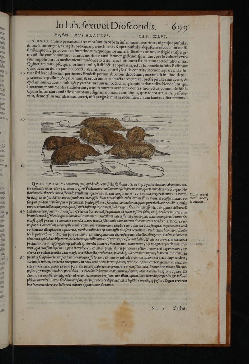 1l Ms lit lItes tcs Vii dee fe boy ! jr ons Fife fotu; tt. Sb tile TUA tlf viis i obe eror ft Yt yii in qu fi: | dio Lr ipi TOU [ru pi Wi ps Ald jah c | 70 29 39 In Lib. fextum Dii ofcoridis. MvyXAs. MVS$ ARANEVS. CAP, GELYI, A'MvnRE araneo percufsis, circa morfüm in orbem inflammatio exoritur nigraquepuftula, diluta fanie turgens, exurgit:proximz partes liuent. Kupta puftula, depafcens ulcus, non ei dif- fimile, quod ferpit, occupat. Inteftinorum quoque tormina, difficultas urine ,& frigide afpergi- nis offufio confequuntur. Huius morfibus auxiliatur ex galbano fplenium, per fe vulneri exte- rius impofitum ut medicamenti modo aceto tritum , & hordeacea farina cum aceto mulfo illita. Quinetiam mus ipfe, qui morfüm intulit, fi diffe&us apponatur, ictus fui veneficia luit. Refiftunt quoqueàcini dulcis punici deco&i , & illiti : item porri, & allia contrita, necnonaquz calidee fo- tus : fed hzc ad locum pertinent. Prodeft potum abrotoni decoctum , maxime fiin uino detur. praterea ferpyllum, & galbanum, & eruca uino madefaéta : recentes cuprefsi pilulz cum aceto , & cyclaminus ex aceto mulfo, & pyrethrum cum uino, & chamcleonis herbe radix. Nec defunt, qui literarum monumentis tradiderunt, tritum murem araneum contra fuos ictus commodé bibi. Quam hiftoriam apud alios inuentam, dignam duntaxat cenfuimus, que adnotaretur. Alij affeue- rant, demorfum non aliás exulcerari, nifi pregnás mus araneus fuerit : tum fané auxiliari ferunt. QvaNaovaM Mu ardneu, qui quod colore muftele fit fimilis , Grecis yan dicitur , ab ommbus ine £er uenenata numeratur y attamenin agro Tridentino is nullam morfu infert noxam, quemadmodum nec fcorpio. Hi ftoriam cius fuperius libro fecundo retulimus . quare iam ad eius morfus not4s , C venedia progrediamur . Demor- fis itaq; ab eo ( ut Aétius inquit ) uulnera manifefla fiunt : quadrifido enim ordine illata uulnera confpiciuntur De fanguis quidem primm purus promanat, pauló poft uero faniofüs . animal enim ipfum putrefattione occidit : Confie uerunt etiam bulle infuvgere, quas fi quis difrumpat, carnem fübiacentem feculentam offendet € fifuris difparata. Inflatio autem fequitur demor(os . Ceteràm boc animal frequentius ad teftes infilire folet, osa; uerbere impetere, no bominis modo ; fed cuiusque etiam bruti animantis. « Auxilium autem ferunt con ob putrefactionem periclitantur des morji , poft predicta communia remedia , lauri tenella folia, unius aut duarum drachmarum pondere, trita c ex ui- no pota . Conueniunt etiam ipfis omnia communia uenenorum remedia e uino dulci in potu fumpta. In pecoribus uera ez iumentis illa ipfa cum aqua trita , naribus infunde : eft enim ipfis prefens remedium . Vnde etiam bominibus fimili- ter in potu exbibeto. Morfus porro cumino, e* allio, putamine extrinfeco non abiecto, cotegatur . Eadem ettam cum oleo trita afsidue ac diligenter locis circumfitis illinantur . Si ueró vupte fuerint bulle, € ulcera oborta, acida muria proluatur locus , afpergaturq; fubinde ufli bordei puluere . Verüm non rumpentur , nifi pragnans fuerit mus ara- neus , qui morfim inflixit . Q uod fi exulcerentur , mali punici dulcis putamen coctum Eritim erit imponendum C ulcera ex eodem decocto , aut magis myrti decocto proluenda , fouendaq; . Strato uero inquit , in muris aranei morfit primam fcalpello circunquaq; uulnevandum effe locum , e* murem fubinde araneum uftum cim áceto imponendum , aut finapi tritum, e* aceto exceptum . In potu weró opem ferunt panax, eruca, capparis cortex, gentian.e radix, e recta uerbenaca, omnia ex uino pota, aut in cataplafimate conformata, ez moribus illita. Profunt e malue folia in- pofita, ex magna antidota potui data. Ceterum lectorem admonitum uolumus , Mutris aranel imaginem , quam bic damus , ueram efJe, ez* diligenter ad rei imitationem expre[Jam : non illam , quam libro fecundo perperam e infabré pictam inueniet. Error fane librarii fuit, quiómprudenter deprauatam in legitime locum fuppofüit . Quem errorem boc loco emendare; ez lectorem monere opportunum duximus . Muris aranei morfus notz, & curatio.