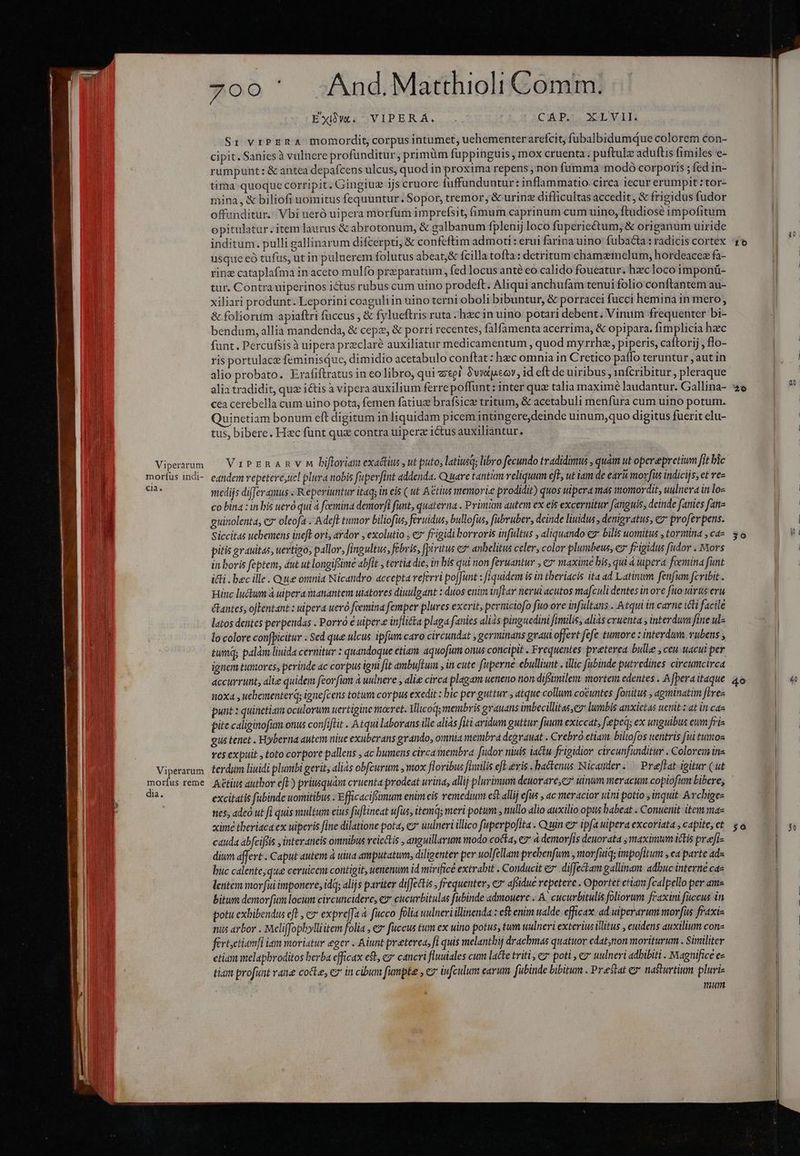 SE - L U 1 ] j y s Viperàrum imoríus indi- Cia. Viperarum morfus réme dia. ' And. Matthioli Comm. CAP. 700 £ Exibw. VIPERÁ. XL VAI. Sr vrPERA momordit, corpus intumet, uehementer arefcit, fubalbidumque colorem con- cipit. Sanics à vulnere profunditur, primüm fuppinguis , mox cruenta. puftulz aduftis fimiles e- rumpunt: &amp; antea depafcens ulcus, quod in proxima repens ; non fumma modo corporis; fed in- tira quoque corripit, Gingiuz ijs cruore fuffunduntur: inflammatio. circa 1ecur erumpit : tor- mina, &amp; biliofi uomitus fequuntur. Sopor, tremor, &amp; urinz difficultas accedit, &amp; frigidus fudor offunditur. Vbi ueró uipera morfum imprefsit, fimum caprinum cum uino, ftudiosé impofitum opitulatur. item laurus &amp; abrotonum, &amp; galbanum fplenij loco fuperiectum; &amp; origanüm uiride inditum. pulli gallinarum difcerpti, &amp; confeftim admoti: erui farina uino: fubacta : radicis cortex usque eó tufüs, ut in puluerem folutus abeat,&amp; Íícilla tofta: detritum:chamemelum, hordeacez fa- ring cataplafma in aceto mulfo preparatum , fed locus anté eo calido foueatur. hzclocoimponü- tur. Contrauiperinos ictus rubus cum uino prodeft. Aliqui anchufam tenui folio conftantem au- xiliari produnt. Leporini coaguli in uino terni oboli bibuntur, &amp; porracei fucci hemina in mero, &amp; foliorum apiaftri fuccus , &amp; fylueftris ruta -hxc in uino potari debent. Vinum frequenter bi- bendum, allia mandenda, &amp; cepz, &amp; porri recentes, falfamenta acerrima, &amp; opipara. fimplicia hzec funt. Percufsis à uipera preclaré auxiliatur medicamentum , quod myrrhz, piperis, caftorij , flo- ris portulace feminisiue, dimidio acetabulo conftat : hec omnia in Cretico patfo teruntur , aut in alio probato. Erafiftratus in eo libro, qui tei Ovyotpcoy , id eft de uiribus , infcribitur , pleraque alia tradidit, quz ictis à vipera auxilium ferre poffunt: inter que talia maxime laudantur. Gallina- cea cerebella cum uino pota, femen fatiuz brafsicz tritum, &amp; acetabuli menfura cum uino potum. Quinetiam bonum eft digitum in liquidam picem intingere, deinde uinum,quo digitus fuerit elu- tus, bibere. Hzc fünt qux contra uiperz ictus auxiliantur. Virznanvmubiforinexattiu ,ut puto; latiusq; libro fecundo tradidimus , quàm ut operepretium fit blc eandem repetere;uel plura nobis fuperfint addenda. Quare tantim reliquum eft ut iam de ear morfus indicijs, et re medijs differamus « Reperitntur itaq; in eis ( u£ A&amp;tius memorie prodidit) quos uipera mas momordit, uulnera in loz co bin : in bis ueró qui à foemina demorfi funt, quateria . Primdm autem ex eis excernitur fanguis, deinde fanies fane guinolenta, cz oleofa . Adefl tumor biliofus, feruidus, bullofus, fabruber, deinde liuidus , denigratus, c7 proferpens. Siccitas uebemens inefl ori, aydor , exolutio ; e7 frigidi borroris infultus , aliquando e bilis uomitus , tormina , ca- pitis graxitas, uertigo, pallor, fingultus, febris, fpiritus e$ anbelitus celer, color plumbeus, c7 frigidus udor . Mors in boris feptem, dut ut longiffime ab[it , tertia die, in bis qui non feruantur , e» maxime bis, qui à uipera foemina funt icti . bec ille . Que omnia Nicandro accepta referri pojfunt : fiquidem is in tberiacis ita ad Latinum fenfum fcribit . Hinc lucum à uipera manantem uiatores diuulgant : duos enim infFav nerui acutos mafculi dentes in ove fuo wirus eru &amp;antes, oflentant : uipera ueró foemina femper plures exerit, perniciofo fuo ore infaltans . Atqui in carne icti facile latos dentes perpendas . Porró € uiper.e inflita plaga fanies aliis pinguedini fimilis, alias cruenta , interdum fine ulz lo colore confpicitur . Sed que ulcus ipfum caro circundat , germinans graut offert fefe tumore : interdum. rubens ; tumq; palám liuida cernitur : quandoque etiay aquofum onus concipit . Frequentes preterea bulle , ceu uacui per ignea &amp;utorcs, peritide ac corpus igni fit ambuftum , in cute fiperne ebulliunt . illic fubinde putredines circumcirca accurrunt, alie quidem feorfüm à uulnere , alie circa plagam ueneno non.difsimilem mortem edentes . A [pera itaque noxa , uebementerq; ignefcens totum corpus exedit : bic per guttur y atque collum coéuntes fonitus , apminatim fires punt : quinctiam oculorum uertigine ntocret. Ilicods membris gvauans imbecillitas,eo lumbis anxictas uci: at in cas pite caliginofim onus confiflit .. Atqui laborans ille alias fiti aridum guttur fuum exiccat, f'epeq; ex unguibus eum fris gus tenet . Hyberna autem niue exuberans grando, omnia membra degvauat . Crebro etiain. biltofos uentris fui tumos res expuit , toto corpore pallens , ac bumens circa membra [udor niuis iactu frigidior circunfunditur .Colorem ina terdum liuidi plumbi gerit, alias obfcurum , mox floribus fixttlis efl eis . hactenus Nicander . Prejlat igitur (ut Aétius author efl) priusquám cruenta prodeat urina, allij plurimum deuorare;cz* uinum meracum copiofim Libere, excitatis fubinde uomitibus . Efficaciflümum enim eis remedium est allij efüs , ac meracior uini potio ; inquit. Archiges nes, adeó ut fi quis dtum cius füflineat ufus, itemq; meri potum , nullo lio auxilio opus babeat . Conuenit item ma ximé tberiaca ex uiperis fine dilatione pota, ez* uulneri illico faperpofita . Quin e ipfa uipera excoriata , capite, et cauda ábfcifeis ,interaneis omnibus veicétis , anguillarum modo cocta, e7 à demorfis deuorata maximum itis prafi- dium affert . Caput autem à uiua amputatum, diligenter per uolfellam prebenfum , morfinq; impofitum , ea parte ad« buc calentejque ceruicen contigit, uenenum id mirifice extralit . Conducit e .diffectam gallinam adbuc interne cae lentem movf(ui imponere; idq; alijs pariter difJectis , frequenter, e afsidue repetere . Oportet etiam fcalpello per ame. bitum demov(um locum circuncidere, €7 cucurbitulas fubinde admouerc . A' cucurbitulis foliorum fraxini faccus in potu exbibendus eft , cx expreffa à fucco folia uulneri illinenda z e enim talde efficax. ad uiperarum morfus fraxi- nus arbor . Meliffopbylliitem folia , ez fuccus tum ex uino potus, tum uulneri exterius illitus , euidens auxilium con- férictiamfi lam moriatur eger . Aiunt preterea, f quis melantbi drachmas quatuor edat,non moviturum . Similiter ctiam melapbroditos berba efficax e, e cancri fluuiales cum lacte triti, e poti , e uulneri adbibiti . Magnifice ce tian profunt vane cote, ez in cibura fumpte , ez iufculum earum. fubinde bibitum . Prestat c nasturtium pluri- mum 16 20 30 4o 50 y 40 o