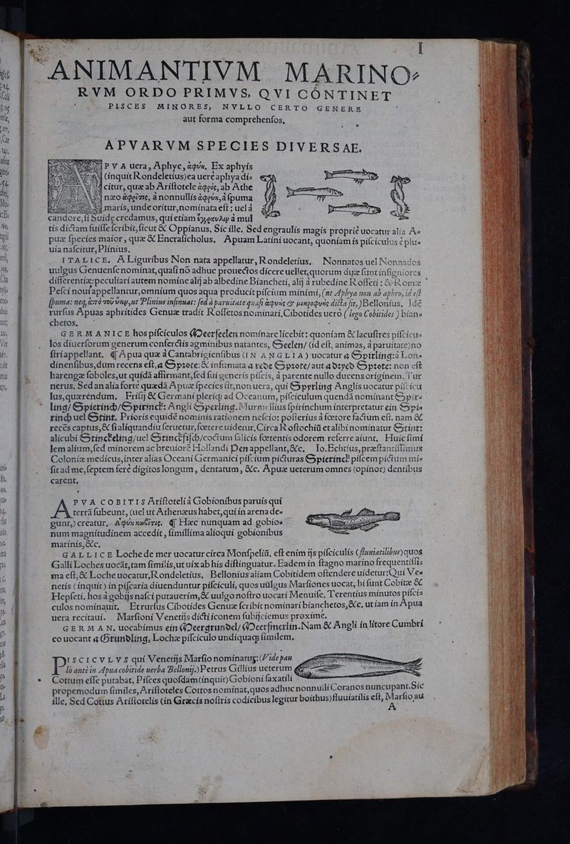 UD Iq od cs ami FEN D m o e coms 4 I RVM ORDO PRIMVS. QVI CÓNTINET ' PLSCES MINORES, NVLLO CERTO GENERE aut forma comprehenfos, APVARVM SPECIES DIVER SAE. E hera (inquit Rondeletíus)ea uere aphya dí- Ho VW (4 citur, quz ab Aríftotele «209; ab Ache 2 AV 3 nzo &amp;qeizie, a nonnullís &amp;Qgvs,à puma B 4 marís, unde orítur,nomínata eft : uel à candore,íi Suide credamus, qui etíam &amp;yezv2up à mul tís díctam fuiffe fcribit ficut &amp; Oppíanus, Síc ílle, Sed engraulís magís propríé uocatur alía A- rurfus Apuas aphrítídes Gienuz tradít R'offetosnoinínarí, Cibotídes uero ( lego Cobiride: ) bían« chetos, ' OS : j GERMANICE hospifciculos ((Oeerfeclen nominare licebit: quoniam &amp; lacuftres pifcícu- los díuerforum generum conferctís agminibus natantes, &amp;eelen/ (íd eft, anímas, à paruítate)no firiappellant, 4| Apua qua à Cantabrícíenfibus iN A N GL 1A) uocatur a Cypitling:à Lon- dínenfibus,dum recens eft,a &amp;5pzore: &amp; infumata a ree C3psote/auta O1y€o COptote: non cft harengz foboles,ut quídà affirmant,fed fui eenerís píícís, à parente nullo ducensorígínem, Tur nerus, Sedanaliaforte quzdà Apuz fpecíes (it,non uera, quí y pyrlind Anelís uocatur pítzícu lus,quxréndum, Frifij &amp; Germani pleríqi ad Oceanum, pífcículum quendà nomínant €pír« ling/ &amp;picrind/ C ypirincl: Angli &amp;perling.ilurmellius fpfrínchum ínterpretatur ein pis tíncb uel Ctint. Príorís equíde nominis rationem neícío: pofleríus afcetore factum eft. nam &amp;€ reces captus, &amp; fíalíquandíu feruetur,foetere uídecur, Círca R oftochíü etalíbínomínatur &amp;tint: alicubí &amp;tíncEeling/ue! CStinct[ifib/coctum (àlícís foetentís odorem referreaíunt, Huic fimi lem alíum,fed mínorem ac breuíore Hollandi Denappellant,&amp;c, | Io.Echtíus, preftantíflimus Coloníz medicus,inter alías Oceaní Germanící pífcíum pí&amp;uras Cypietinct pilcem pictum mís fitad me,feptem fere dígitos longum, dentatum, &amp;c. Apuz ueterum omnes (opínor) dentíbus carent, PVAÀ COBITIS Atiflotelià Gobionibus paruís quí p. ver fubeunt, (uel ut Athenzus habet,quí ín arena de» gunt, creatur, AqQvaswGizie. €| Hacc nunquam ad gobíos num magnítudínem accedit , fimíllíma alíoquí gobíonibus marínís,&amp;c, GALLICE Lochede mer uocatur círca Monfpelí&amp;, eft ením ijs pifciculís (Tuwzarilibur) quos Gallí Loches uocat,tam fimílís,ut uíx ab hís diíftínguatur. Eadem ín ftagno maríno frequentifliz ma eft,&amp; Loche uocatur,R ondeletíus, Belloníus alíam Cobítídem oftendere uídetur:Q uí Ves netís ( ínquíc) ín pifcaría díuenduntur pífcículi, quos udlgus Marfiones uocat, hí funt Cobítze &amp; Hepfetí, hosà gobijs nafcí putauerím,&amp;€ uulgo noftro uocarí Menuife, T'erentíus mínutos píictz culos nomínauit, Etrurfus Cíbotíides Genuz fcribit nomínari bíanchetos,&amp;c. utíam ín A pua uera recítauí. — Marfioní Venetijs díctiíconem fubijcíemus proxime. GER M A N, Uocabímus ein ((Oeergtunoc/ (Ocer[merlin.Nam &amp; Angli ín litore Cumbrí co uocant a Orunbling, Locha pífcículo undiquag fimilem, ISCICVLY S quí Venetijs Marfio nomínatug: ide pau pi anté in Apua cobitide uerba Bellonij.) Petrus Giillius ueterum Cottum effe putabat, Pífces quofdam (inquit) Giobíoní faxatíli ^9 ur » propemodum fimiles, Arífloteles Cottos nomínat,quos adhuc nonnuili Coranos nuncupant. íc ílle, Sed Cottus Aríftotelis (ín Graccís nofirís codícíbus legítur boíthus)fluuíatilis eft, A arfio au