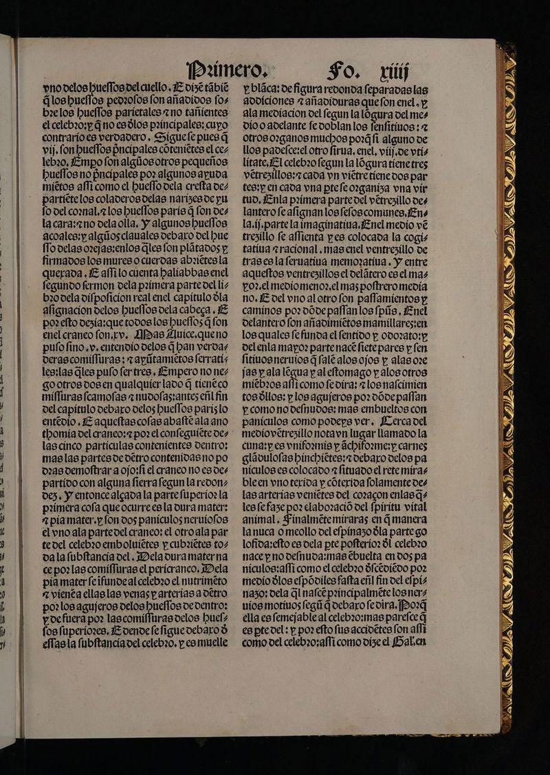 ts, a <<. Ga 3» ¡¡H, DD As O A A vnodelosljueflospelcuello. vist tábié Gloshueflos pedzofos fon añadidos fos el celeb20:p G no esdlos p:incipales: cupo contrario es veroadero . Siguefe pues q vi. fon buellos Hncipales cótenittes el ces lebzo, Empofonalgiosotros pequeños huelffos no pncípales po: algunos apuva miétos affi como el bueffo dela crefta des partiételos coladerosdelas narísesde pu f0 del comal. 7 los hueflos parís 4 fon des la caraszno dela olla, Y algunos huellos acoales:y algiosclauales debaro del ue (To delas ozejas:enlos Gles fon plátados y. querada. Z alfilo cuenta halíabbas enel fegundo fermon dela pzímera parte oel lí; bz0vela difpoficion real enel capítulo la afignacion delos huellos dela cabeca , E pozefto desía:quetodos los ueflosG fon enel craneo fon.tv. ¡bas Auice.queno pufo fino. v. entendio velos q han verdas derascomifluras: zayútamiétos ferratís les:las Gles pufo fer tres, ¿Empero no nez gootrosdosen qualquier lado q tíeneco mifluras [camofas =nuvofas:anteseñl fin vel capítulo debaro delos huellos parislo entevío ,1Z aqueltascofas abafte ala ano tbomía del craneo: 7 po? el confeguíete des lascinco partículas conteníentes dentro; maslas partes de detro contenidas no po 0238 0emoftrar a ojo:fi el craneo noes des partido con alguna fierrafegun la redonz dez. Y entoncealgada la parte fuperio? la pzimera cofa queocurreesla dura mater: 7. pia mater. p fondos panículos neruniofos el vno ala partedel craneo; el otroala par tedel celebz0 emboluiétes y cubiiétes tos vala(ubitancia vel. Dela dura materna cepo? lascomifliras el perícranco, Dela pía mater feifinmoeal celebzo el nutrimeto 7 vienéa ellaslas venas p arterias a detro po: los agujeros delos hueflos de dentro: y oe fuera po: lascomifihrasoelos huels fos fuperiozes. Zoendefe figuedebaroó efTasla Mubitanciadel celeb3o, p.esmuelle So. ri y bláca: defigura revonda feparavaslas gooiciones 7 añadiouras quefon enel. y ala mediación del fegun la lógura del mes vio o adelante fedoblanlos fenfitivos; 7 otros o?ganos muchos pozáfi alguno de llos padefce:el otro firna, enel, viif,ve vtís lítate,1El celebz0 fegun la lógura tíenetres vétresillos:2cada vn viétretienedos par tes:p en cada vna ptefe organiza vna vir tuo, lEnla pzímera partevel vétrezillo des lantero feafignanlos fefoscomunes. ¡Ens la.íf.parte la imaginativa. nel medío vé trezillo fe affienta pes colocada la cogis aqueftos ventresillos el delárero esel mas po?.el medio meno?,el maspoftrero medía no. E del vno al otro fon paflamíientos p caminos poz vovepaflanlos fpús, Enel oelantero fon añadimiétos mamillares:en los quales fe funda el fentido y odo:ato: y oelenla mayo: partenacé fietepares y len fitivosneruios G falé alosojos y alaso:e jas pala legua p al eftomago p alos otros miebz0s alfícomo fevíra: zlosnafcímien tosóllos; plosagujeros pordódepalfan y como novdeínudos: mas embueltos con panículos como podeps ver, Lercavel mediovetrezillo notavn lugar llamado la cuna: p es vnifozmis y Gchiforme:y carnes glávbulofas binchittes:2debaro delos pa nículoses colocado a fituadoel rete miras bleen vnoterida y cóteriva folamente des las arterias ventétes del cozacon enlas Gs lesfefaze poz elabozació del Spiritu vítal animal. Finalmete miraras en G manera lanuca o meollo del efpinazo dla parte go lofida:efto es dela pte pofterio: Íl celebr0 nace p no delnuda:mas ébuelta en dospa nículos:afTí como el celebz0 dceoigdo po? mevio dlos espóviles faftaeñl fin vel efpís nazo; vela Gl nafceprincipalmete losners vios motivos fegú Goebarofevira. P0:4 ella es femejableal celebz0:mas parefce q es pte del: y poz efto fusacciogtes fon aflí como del celebz0:affícomo dise el Hat.en E z EÉ-X-_=—_ NIAVATSIDTADVATOS, ITAVACOSS, IDAS, 8 DIOS IDAS APS PA ZA A AA ¿a e a TIA J NDACE 4 UK SY