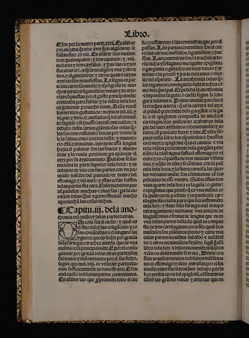 ds yo ¿77 l =S = NMCECTOVATICNEAA, y LOS _ ze cd E fon pozlamaporparterrrij Es alaber roj.encada árava: avn qenalgúosno le fallanfino .rrviúj. Esafaber dos duales; dos quadrpales: pdos caninos: y »vil). molares pdoscapíales.. p hanlasrap3es fincadas entusárares:algúos vna p. otros Dos. y algunostres: p. otros quatro cupas ayudasfon manifieftas. JLaleguacs par ticula carmofa:muelle:p efpógiola de mus chos nervios ligamitros: venas y degrtes ríascópueltas po: el guíto paíncipalmete ozdenada para fablar:p la víaoa enla bos ca gouernar paouecho dante. Zl ella víené tosnervios guftetivos: motivos del.íí).p. vípar.ptiene.ic.mufculos 4 del añadimie to lagítal 291 pueffo lauvifo:minafcen :% debaro vella carnes glávulofas enlas (1 les fondos orzíficios:o bocas po: donde fa lela faliva como cocedza della ; pemuntos río eftá ordenadas .detrasocefía lengua basíael paladar fonlasfauces y almens 0:98 pla vuula penvíente pa aparejar el apre po? fu apudamiento. [palsdarfellas matovala partefuperior vela boca: p.es cubierto en vno con fs partes con vn pas nículo nafcido del paniculode dentro del eftomago y. del merí: y eftas cofas baften delas partes dla cara.¿Enfermedades pue dé pavelcer muchas oíuerfas : pala cus ración delas les r p2onofticació mucho ap?ouechá las cofas dicas. E Lapitu. tj. oela ano- thomía del cuello: delas partesdetras, Uecofa fea el cuello : p. qual es el fitio vel:plas coligácias; p co fasconiítadas a elninguno las oZA)ypgnoza quees fecho po? gracía dela faringa:o trachea artería quees vna melma cola pzíncipalméte,¿E por el confes guiente po? gracía delas otras partezillas fubientes p defcendientes po? el fea fecho. fegun queenel, viij. de vtilitate partículas rum fufficienteméte es vemoftrado, ¿E fon enel cuello dobladas partes contenientes, ¿Esalaberlas que ppriamétetodo el cue lloconftitupen:zlascontenioasque porel paffanJLas partesconteníttes fon el cue roslas carnes.mufculos, ligamittos;z pue: Tos, Las contenidas fon la trachea artes ríavicha plofagus:o merigutur epiglotus o garganta o gula:los nervios venas par terías:zla pozció p parte oelanuca o meo: llo vel elpinazo . La anotlhomía delas + les digamos:comencando dela tracheaco movdela fncipal. Erpevída la anothomía a epartivala gula: o cuello fegun la lonz gura oelantera, ¡Primeramente pareícera latrachea artería : Geslacarrera velapze al pulmó proceviére vela gargáta: ola gu la oal epigloton compuefta de muchos cartilaginofos anillos no acabados dela ptedel meri apútadosozdenadamete:p as rados có panículo fserte y lene.E dede dls pues della fobzelos elponvileso Puellos esel merisoepíglotus q esel camino * vía. vela víáda piocevientevela gargáta pene trádo la diafragma fafta el eftomago:o vi entre:pes cópueftadedos tunicas víliula das.y alla de vétro fecótinua conla peli cula dela boca. y la fuera carnofa.las quas les verdaderaméte fon cótinuadas cólas películas de elle vientre. Sobre eftasdos viasaparte dela boca esla gula ;o gutur: oepiglotus que pienfo (es vna mifma co fa quáto es de p:efente pespartícula cars tilaginofa criada para quefea inftrumeto vela bo3: p llave dela farínga enel tiempo vel tragamiento mediante vna adición de línguifozmiso fozmave lengua que esen vnadelas partes della:la qual es compue fa detres cartilagínes:cerca dla qual dos muículos fon plátados:eltodo y cada vna delas partes moníétes fubiéoo z delcevie do otros mouimiétos fasitoo fegú Geñl tíbzo dela bos delos mouimitroslidoos ra claros abiertametefe trata, MDendecon fioeraraslos nervios doblados delcévien tesal eftomago:p alas entrañas po: el fen timitro renerfwos tormátes debaro poz la bo3arriba cerca del epiglotú,cófiveraras tábiélas grádes venas p arterias queen EXA, A ZEN LY uy FSA T EZ