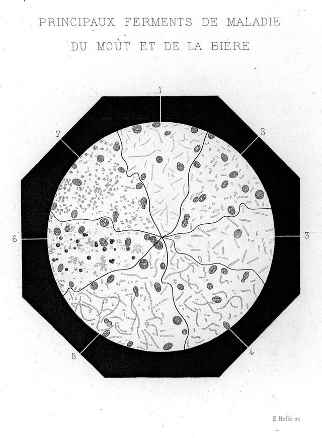 digitised image 1
