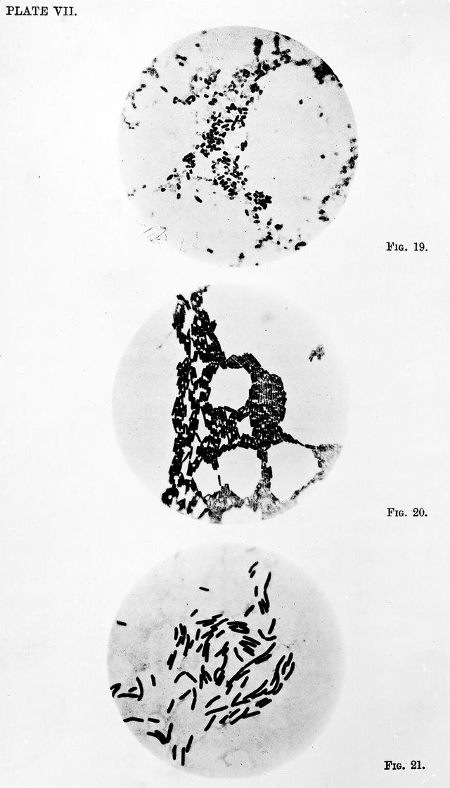 digitised image 1