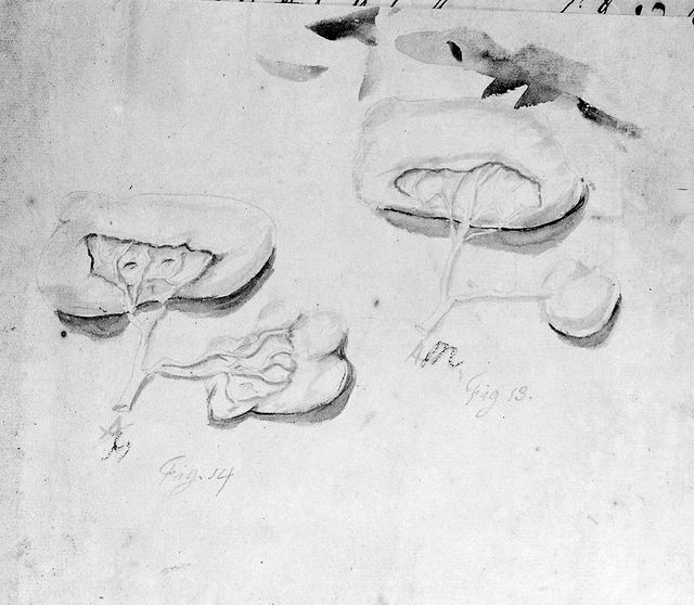 digitised image 1