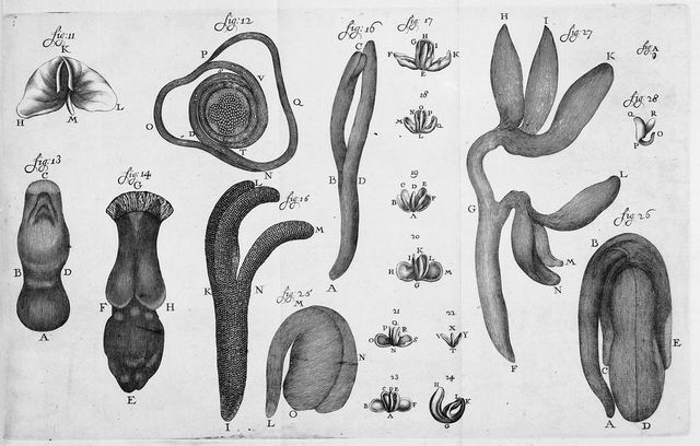 digitised image 1