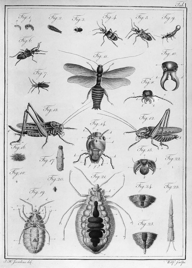 digitised image 1