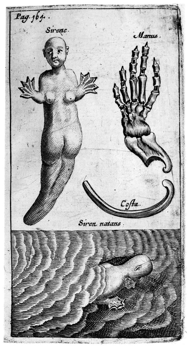 digitised image 1