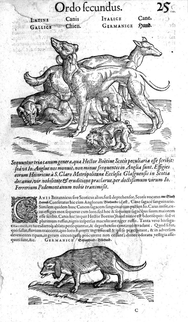 digitised image 1