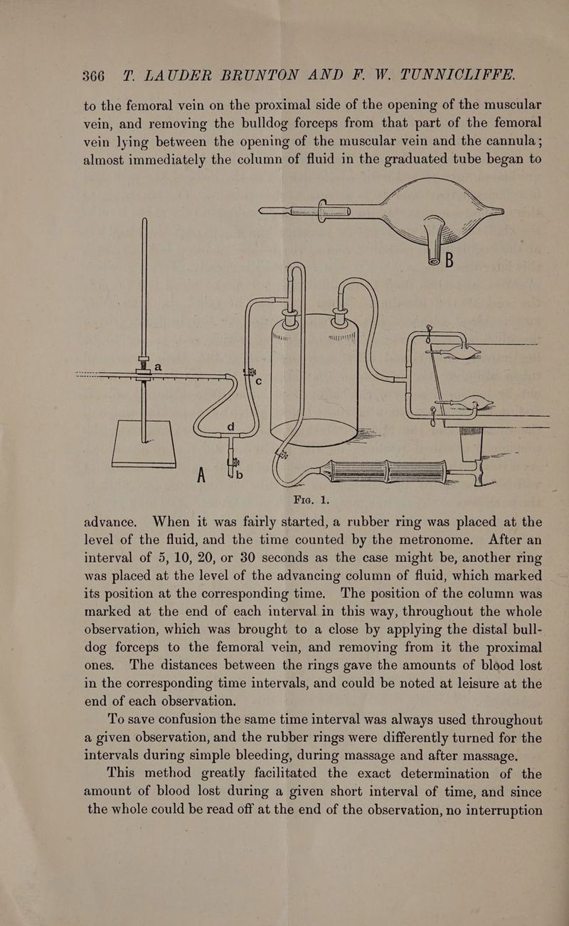 to the femoral vein on the proximal side of the opening of the muscular vein, and removing the bulldog forceps from that part of the femoral vein lying between the opening of the muscular vein and the cannula; almost immediately the column of fluid in the graduated tube began to advance. When it was fairly started, a rubber ring was placed at the level of the fluid, and the time counted by the metronome. After an interval of 5, 10, 20, or 30 seconds as the case might be, another ring was placed at the level of the advancing column of fluid, which marked its position at the corresponding time. The position of the column was marked at the end of each interval in this way, throughout the whole observation, which was brought to a close by applying the distal bull- dog forceps to the femoral vein, and removing from it the proximal ones. The distances between the rings gave the amounts of blood lost in the corresponding time intervals, and could be noted at leisure at the end of each observation. To save confusion the same time interval was always used throughout a given observation, and the rubber rings were differently turned for the intervals during simple bleeding, during massage and after massage. This method greatly facilitated the exact determination of the amount of blood lost during a given short interval of time, and since the whole could be read off at the end of the observation, no interruption
