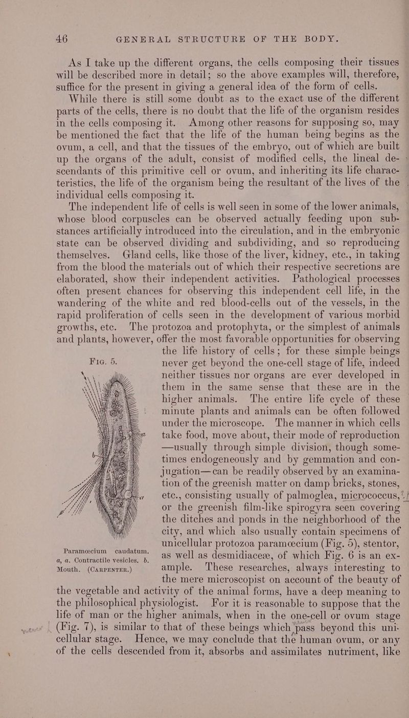 As I take up the different organs, the cells composing their tissues will be described more in detail; so the above examples will, therefore, suffice for the present in giving a general idea of the form of cells. While there is still some doubt as to the exact use of the different parts of the cells, there is no doubt that the life of the organism resides in the cells composing it. Among other reasons for supposing so, may be mentioned the fact that the life of the human being begins as the ovum, a cell, and that the tissues of the embryo, out of which are built up the organs of the adult, consist of modified cells, the lineal de- > scendants of this primitive cell or ovum, and inheriting its life charac- teristics, the life of the organism being the resultant of the lives of the | individual cells composing it. The independent life of cells is well seen in some of the lower animals, whose blood corpuscles can be observed actually feeding upon sub- stances artificially introduced into the circulation, and in the embryonic state can be observed dividing and subdividing, and so reproducing themselves. Gland cells, like those of the liver, kidney, ete., in taking from the blood the materials out of which their respective secretions are elaborated, show their independent activities. Pathological processes often present chances for observing this independent cell life, in the wandering of the white and red blood-cells out of the vessels, in the rapid proliferation of cells seen in the development of various morbid growths, etc. ‘The protozoa and protophyta, or the simplest of animals and plants, however, offer the most favorable opportunities for observing the life history of cells; for these simple beings Fie. 5. never get beyond the one-cell stage of life, indeed neither tissues nor organs are ever developed in them in the same sense that these are in the higher animals. The entire life cycle of these minute plants and animals can be often followed under the microscope. ‘The manner in which cells take food, move about, their mode of reproduction —usually through simple division, though some- times endogeneously and by gemmation and con- jugation—can be readily observed by an examina- tion of the greenish matter on damp bricks, stones, etc., consisting usually of palmoglea, micrococcus,* / or the greenish film-like spirogyra seen covering the ditches and ponds in the neighborhood of the city, and which also usually contain specimens of Saar et eee unicellular protozoa paramocecium (Fig. 5), stentor, Ide puede tite beniadaet o e well as desmidiaceze, of which Fig. 6 is an ex- Mouth. .(Canpuyren.) ample. ‘These researches, always interesting to the mere microscopist on account of the beauty of the vegetable and activity of the animal forms, have a deep meaning to the philosophical physiologist. For it is reasonable to suppose that the life of man or the higher animals, when in the one-cell or ovum stage _ (Fig. 7), is similar to that of these beings which pass beyond this uni- cellular stage. Hence, we may conclude that the human ovum, or any of the cells descended from it, absorbs and assimilates nutriment, like