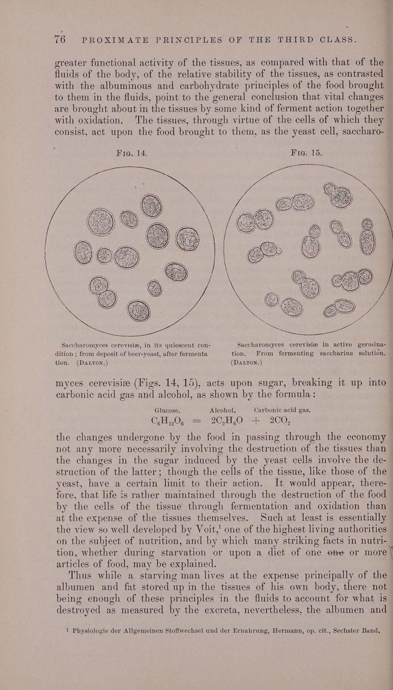 = 76 PROXIMATE PRINCIPLES OF THE THIRD CLASS. greater functional activity of the tissues, as compared with that of the fluids of the body, of the relative stability of the tissues, as contrasted with the albuminous and carbohydrate principles of the food brought to them in the fluids, point to the general conclusion that vital changes are brought about in the tissues by some kind of ferment action together with oxidation. The tissues, through virtue of the cells of which they consist, act upon the food brought to them, as the yeast cell, saccharo- Saccharomyces cerevisiz, in its quiescent con- Saccharomyces cerevisie in active germina- dition ; from deposit of beer-yeast, after fermenta tion. rom fermenting saccharine solution. tion. (DaLton.) (DALTON.) myces cerevisize (Figs. 14,15), acts upon sugar, breaking it up into carbonic acid gas and alcohol, as shown by the formula: Glucose. Alcohol. Carbonic acid gas. OJFR ON Zen YOVRiOos 20; the changes undergone by the food in passing through the economy not any more necessarily involving the destruction of the tissues than the changes in the sugar induced by the yeast cells involve the de- struction of the latter; though the cells of the tissue, like those of the yeast, have a certain limit to their action. It would appear, there- fore, that life is rather maintained through the destruction of the food by the cells of the tissue through fermentation and oxidation than _ at the expense of the tissues themselves. Such at least is essentially the view so well developed by Voit,’ one of the highest living authorities on the subject of nutrition, and by which many striking facts in nutri- tion, whether during starvation or upon a diet of one one or more | articles of food, may be explained. Thus while a starving man lives at the expense principally of the albumen and fat stored up in the tissues of his own body, there not being enough of these principles in the fluids to account for what is destroyed as measured by the excreta, nevertheless, the albumen and 1 Physiologie der Allgemeinen Stoffwechsel und der Ernahrung, Hermann, op. cit., Sechster Band,