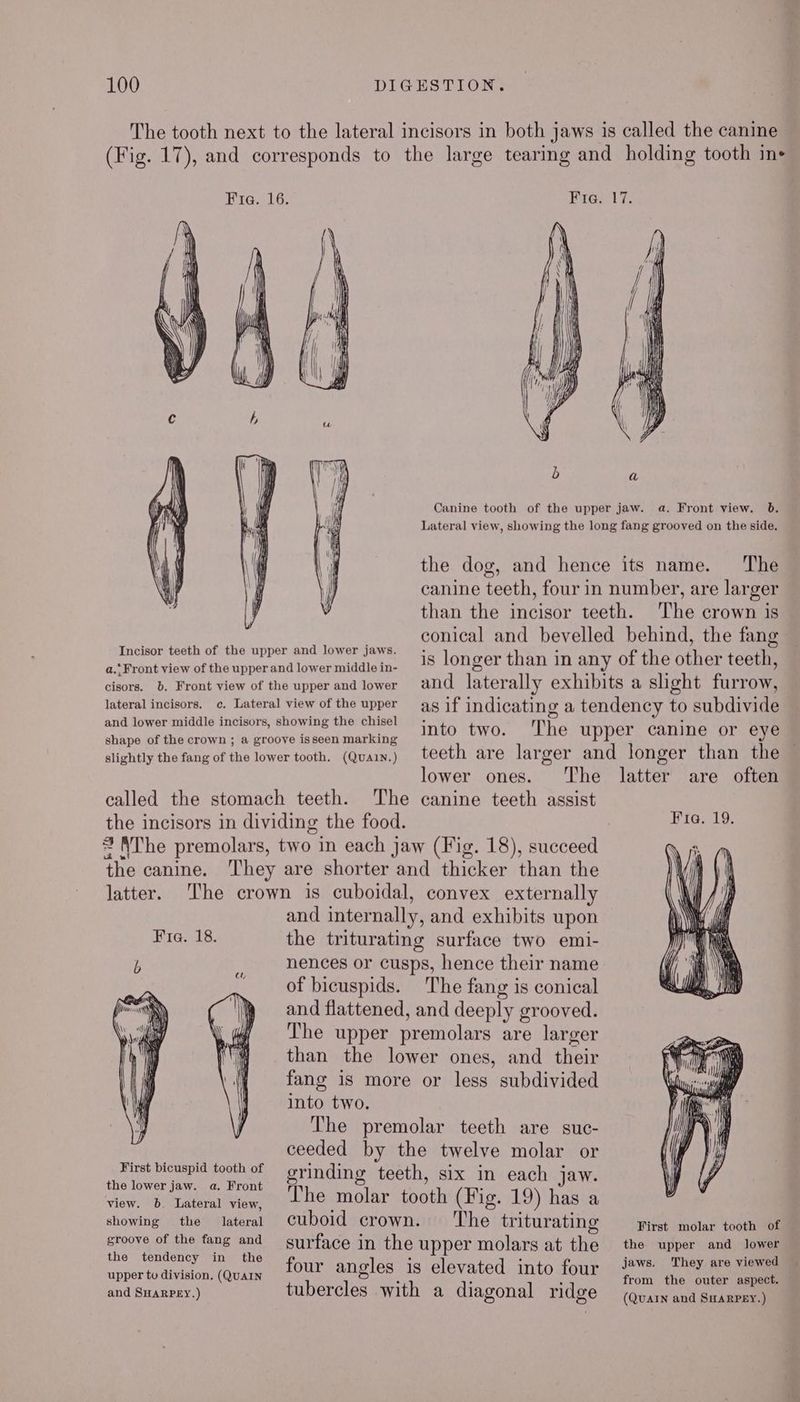 Incisor teeth of the upper and lower jaws. a.. Front view of the upper and lower middle in- cisors. 6. Front view of the upper and lower lateral incisors. c. Lateral view of the upper and lower middle incisors, showing the chisel shape of the crown ; a groove isseen marking slightly the fang of the lower tooth. (QuaA1N.) Canine tooth of the upper jaw. a. Front view. 6. Lateral view, showing the long fang grooved on the side. the dog, and hence its name. ‘The canine teeth, four in number, are larger than the incisor teeth. The crown is conical and bevelled behind, the fang is longer than in any of the other teeth, and laterally exhibits a sight furrow, as if indicating a tendency to subdivide into two. ‘The upper canine or eye teeth are larger and longer than the lower ones. ‘The latter are often The canine teeth assist o the food. © latter. HiG) 1s. cL First bicuspid tooth of the lower jaw. a. Front view. b. Lateral view, showing the lateral groove of the fang and the tendency in the upper to division, (QUAIN and SHARPEY.) and internally, and exhibits upon the triturating surface two emi- nences or cusps, hence their name of bicuspids. The fang is conical and flattened, and deeply grooved. The upper premolars are larger than the lower ones, and their fang is more or less subdivided into two. The premolar teeth are suc- ceeded by the twelve molar or grinding teeth, six in each jaw. The molar tooth (Fig. 19) has a cuboid crown. The triturating surface in the upper molars at the four angles is elevated into four tubercles with a diagonal ridge Fia. 19. First molar tooth of the upper and lower jaws. They are viewed from the outer aspect. (QUAIN and SHARPEY.) ’