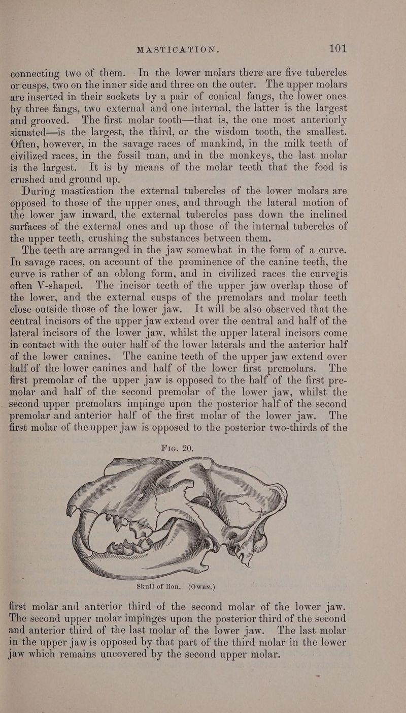 connecting two of them. In the lower molars there are five tubercles or cusps, two on the inner side and three on the outer. The upper molars are inserted in their sockets by a pair of conical fangs, the lower ones by three fangs, two external and one internal, the latter is the largest and grooved. ‘The first molar tooth—that is, the one most anteriorly situated—is the largest, the third, or the wisdom tooth, the smallest. Often, however, in the savage races of mankind, in the milk teeth of civilized races, in the fossil man, and in the monkeys, the last molar is the largest. It is by means of the molar teeth that the food is crushed and ground up. During mastication the external tubercles of the lower molars are opposed to those of the upper ones, and through the lateral motion of the lower jaw inward, the external tubercles pass down the inclined surfaces of the external ones and up those of the internal tubercles of the upper teeth, crushing the substances between them. The teeth are arranged in the jaw somewhat in the form of a curve. In savage races, on account of the prominence of the canine teeth, the curve is rather of an oblong form, and in civilized races the curveris often V-shaped. The incisor teeth of the upper jaw overlap those of the lower, and the external cusps of the premolars and molar teeth close outside those of the lower jaw. It will be also observed that the central incisors of the upper jaw extend over the central and half of the lateral incisors of the lower jaw, whilst the upper lateral incisors come in contact with the outer half of the lower laterals and the anterior half of the lower canines. The canine teeth of the upper jaw extend over half of the lower canines and half of the lower first premolars. The first premolar of the upper jaw is opposed to the half of the first pre- molar and half of the second premolar of the lower jaw, whilst the _ second upper premolars impinge upon the posterior half of the second premolar and anterior half of the first molar of the lower jaw. The first molar of the upper Jaw is opposed to the posterior two-thirds of the \ f/ \ t My N\A J Sea SS &amp;é ‘ Udromn Naf WN ACS SS Skull of lion. (Owen.) first molar and anterior third of the second molar of the lower jaw. The second upper molar impinges upon the posterior third of the second and anterior third of the last molar of the lower jaw. The last molar in the upper jaw is opposed by that part of the third molar in the lower jaw which remains uncovered by the second upper molar.