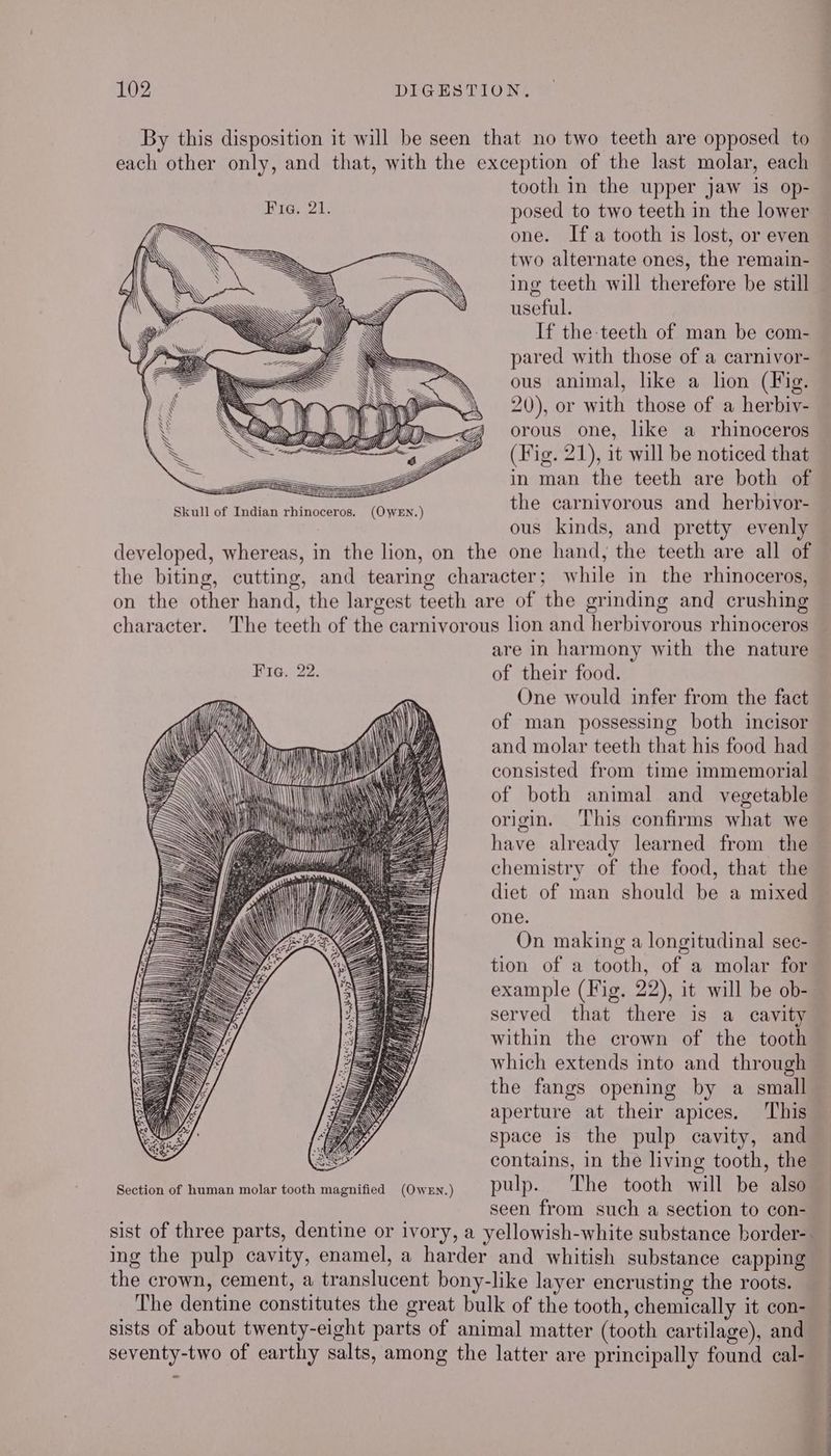 By this disposition it will be seen that no two teeth are opposed to each other only, and that, with the exception of the last molar, each tooth in the upper jaw is op- one. Ifa tooth is lost, or even two alternate ones, the remain- ing teeth will therefore be still useful. If the-teeth of man be com- pared with those of a carnivor- ous animal, like a lion (Fig. waa 20), or with those of a herbiy- ty Ly P< orous one, like a rhinoceros ann Zo (Fig. 21), it will be noticed that Z in man the teeth are both of the carnivorous and _ herbivor- ous kinds, and pretty evenly developed, whereas, in the lion, on the one hand, the teeth are all of the biting, cutting, and tearing character; while in the rhinoceros, on the other hand, the largest teeth are of the grinding and crushing Skull of Indian rhinoceros. (OwEN.) are in harmony with the nature Fie. 22. of their food. One would infer from the fact of man possessing both incisor and molar teeth that his food had consisted from time immemorial of both animal and vegetable origin, ‘This confirms what we have already learned from the chemistry of the food, that the diet of man should be a mixed one. On making a longitudinal sec- tion of a tooth, of a molar for example (Fig. 22), it will be ob- served that there is a cavity within the crown of the tooth which extends into and through the fangs opening by a small aperture at their apices. ‘This space is the pulp cavity, and contains, in the living tooth, the Section of human molar tooth magnified (Owen.) pulp. The tooth will be also seen from such a section to con- ae = = SS eA =< ASS =— a 22; ing the pulp cavity, enamel, a harder and whitish substance capping the crown, cement, a translucent bony-like layer encrusting the roots. The dentine constitutes the great bulk of the tooth, chemically it con- sists of about twenty-eight parts of animal matter (tooth cartilage), and seventy-two of earthy salts, among the latter are principally found cal- a