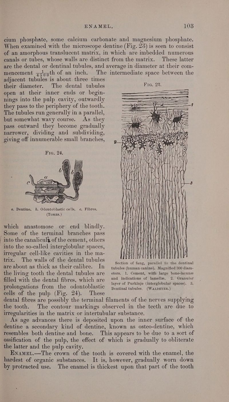 ENAMEL, 108 cium phosphate, some calcium carbonate and magnesium phosphate. When examined with the microscope dentine (Fig. 23) is seen to consist of an amorphous translucent matrix, in which are imbedded numerous canals or tubes, whose walls are distinct from the matrix. These latter are the dental or dentinal tubules, and average in diameter at their com- mencement z-'5,th of an inch. The intermediate space between the adjacent tubules is about three times their diameter. ‘The dental tubules open at their inner ends or begin- nings into the pulp cavity, outwardly they pass to the periphery of the tooth. The tubules run generally in a parallel, but somewhat wavy course. As they pass outward they become gradually narrower, dividing and subdividing, giving off innumerable small branches, a, Dentine. b. Odontoblastic cells. c. Fibres. (Tomes. ) which anastomose or end_ blindly. Some of the terminal branches pass ' into the canalicul’ of the cement, others into the so-called interglobular spaces, irregular cell-like cavities in the ma- trix. The walls of the dental tubules Section of fang, parallel to the dentinal are about as thick as their calibre. In tubules (human canine), Magnified 300 diam- the living tooth the dental tubules are eters. 1. Cement, with large bone-lacunz filled with the dental fibres, which are and indications of lamelle. 2. Granular ‘ . layer of Purkinje (interglobular spaces). 3. prolongations from the odontoblastic p.ntinal tubules, (Wanpsrnr.) cells of the pulp (Fig. 24). These dental fibres are possibly the terminal filaments of the nerves supplying the tooth. The contour markings observed in the teeth are due to irregularities in the matrix or intertubular substance. As age advances there is deposited upon the inner surface of the dentine a secondary kind of dentine, known as osteo-dentine, which resembles both dentine and bone. This appears to be due to a sort of ossification of the pulp, the effect of which is gradually to obliterate the latter and the pulp cavity. EnamMeL.—The crown of the tooth is covered with the enamel, the hardest of organic substances. It is, however, gradually worn down by protracted use. ‘The enamel is thickest upon that part of the tooth