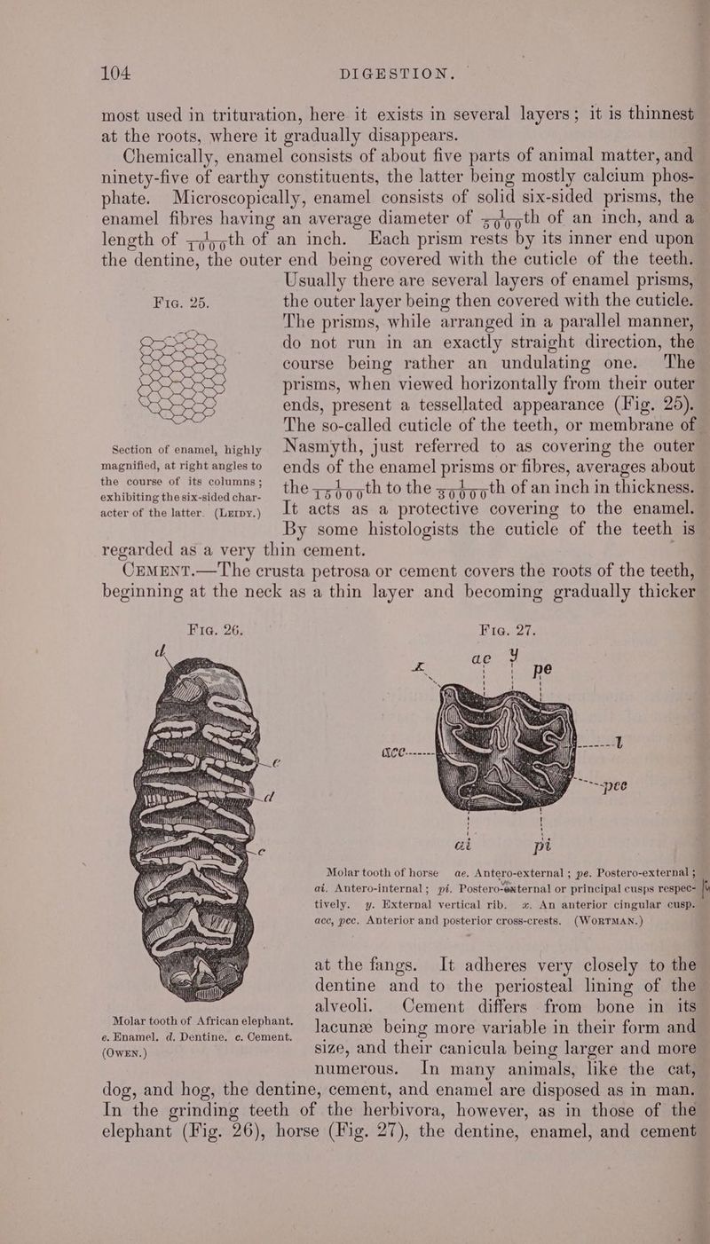 most used in trituration, here it exists in several layers; it is thinnest at the roots, where it gradually disappears. Chemically, enamel consists of about five parts of animal matter, and ninety-five of earthy constituents, the latter being mostly calcium phos- phate. Microscopically, enamel consists of solid six-sided prisms, the enamel fibres having an average diameter of ->/5jth of an inch, and a length of ;,j th of an inch. Each prism rests by its inner end upon the dentine, the outer end being covered with the cuticle of the teeth. Usually there are several layers of enamel prisms, Fig. 25. the outer layer being then covered with the cuticle. The prisms, while arranged in a parallel manner, do not run in an exactly straight direction, the course being rather an undulating one. The prisms, when viewed horizontally from their outer ends, present a tessellated appearance (Fig. 25). The so-called cuticle of the teeth, or membrane of | Section of enamel, highly Nasmyth, just referred to as covering the outer merry ane ode ends of the enamel prisms or fibres, averages about oxhibitinethosixsidedehar, t2¢T5oooth to the gyfyqth of an inch in thickness. acter of the latter. (Lurny.) Lt acts as a protective covering to the enamel. By some histologists the cuticle of the teeth is regarded as a very thin cement. : CEMENT.—The crusta petrosa or cement covers the roots of the teeth, beginning at the neck as a thin layer and becoming gradually thicker Fia. 26. Molar tooth of horse ae. Antero-external ; pe. Postero-external ; at. Antero-internal; pi. Postero-external or principal cusps respec- k tively. y. External vertical rib. «. An anterior cingular cusp. ace, pec. Anterior and posterior cross-crests. (WORTMAN.) at the fangs. It adheres very closely to the dentine and to the periosteal lining of the ie ay Lars AE alveoli. Cement differs from bone in its e. Enamel. d. Dentine. c. Gstant lacunee being vee variable An their form and (Owen) size, and their canicula being larger and more numerous. In many animals, like the cat, dog, and hog, the dentine, cement, and enamel are disposed as in man. In the grinding teeth of the herbivora, however, as in those of the elephant (Fig. 26), horse (Fig. 27), the dentine, enamel, and cement