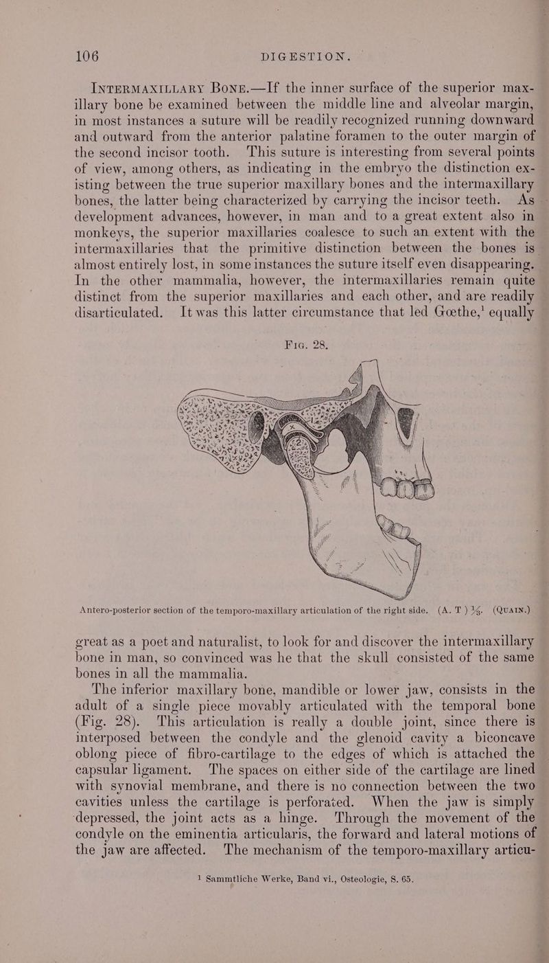 INTERMAXILLARY Bonn.—lIf the inner surface of the superior max- illary bone be examined between the middle line and alveolar margin, in most instances a suture will be readily recognized running downward and outward from the anterior palatine foramen to the outer margin of the second incisor tooth. This suture is interesting from several points of view, among others, as indicating in the embryo the distinction ex- isting between the true superior maxillary bones and the intermaxillary bones, the latter being characterized by carrying the incisor teeth. As | development advances, however, in man and to a great extent also in monkeys, the superior maxillaries coalesce to such an extent with the intermaxillaries that the primitive distinction between the bones is_ almost entirely lost, in some instances the suture itself even disappearing. In the other mammalia, however, the intermaxillaries remain quite distinct from the superior maxillaries and each other, and are readil disarticulated. It was this latter circumstance that led Goethe,’ equally Antero-posterior section of the temporo-maxillary articulation of the right side. (A. T) 14. (QUATIN.) great as a poet and naturalist, to look for and discover the intermaxillary bone in man, so convinced was he that the skull consisted of the same — bones in all the mammalia. The inferior maxillary bone, mandible or lower jaw, consists in the adult of a single piece movably articulated with the temporal bone (Fig. 28). This articulation is really a double joint, since there 1s interposed between the condyle and the glenoid cavity a biconcave oblong piece of fibro-cartilage to the edges of which is attached the capsular ligament. The spaces on either side of the cartilage are lined with synovial membrane, and there is no connection between the two cavities unless the cartilage is perforated. When the jaw is simply depressed, the joint acts as a hinge. Through the movement of the condyle on the eminentia articularis, the forward and lateral motions of the jaw are affected. The mechanism of the temporo-maxillary articu- 1 Sammtliche Werke, Band vi., Osteologie, S. 65.