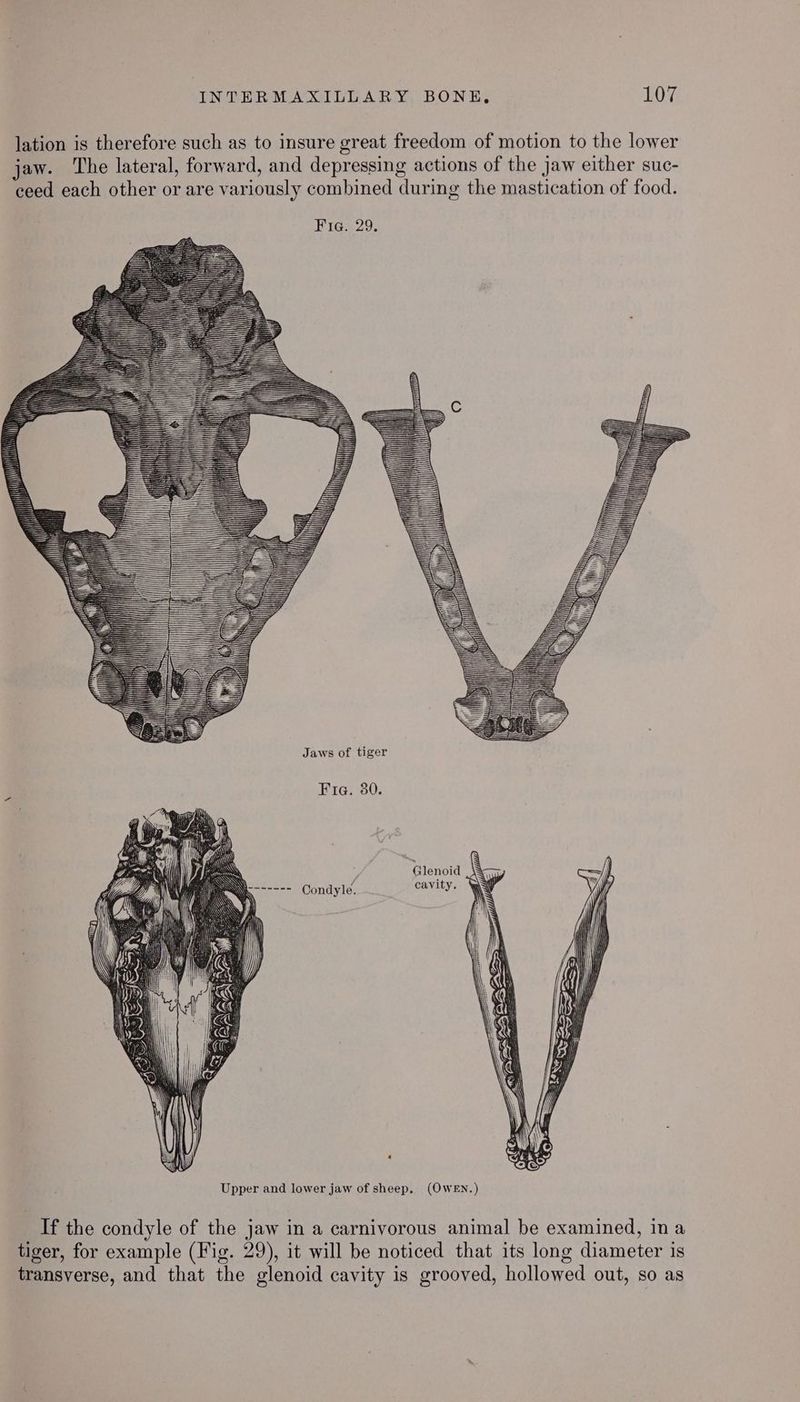 lation is therefore such as to insure great freedom of motion to the lower jaw. The lateral, forward, and depressing actions of the jaw either suc- ceed each other or are variously combined during the mastication of food. Fig. 29. Tima poled LER: === —— WSS SSS SSS SS_—S>> P SSS = —a s== —$$——= _——— ——> SS —————— ——— —— ———— =S—= SS SS s ati go Gi py yy Vi I ya “tif | Qe Jaws of tiger Fia. 30. ~ ‘\ Glenoid x cavity. Ag Upper and lower jaw of sheep, (OWEN.) If the condyle of the jaw in a carnivorous animal be examined, ina tiger, for example (Fig. 29), it will be noticed that its long diameter is transverse, and that the glenoid cavity is grooved, hollowed out, so as