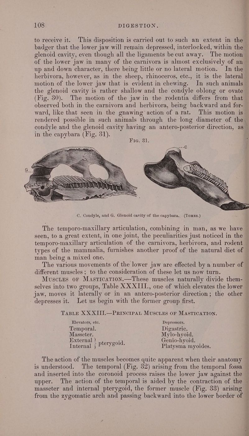 to receive it. ‘This disposition is carried out to such an extent in the badger that the lower jaw will remain depressed, interlocked, within the glenoid cavity, even though all the ligaments becut away. The motion of the lower jaw in many of the carnivora is almost exclusively of an up and down character, there being little or no lateral motion. In the herbivora, however, as in the sheep, rhinoceros, etc., it 1s the lateral motion of the lower jaw that is evident in chewing. In such animals the glenoid cavity is rather shallow and the condyle oblong or ovate (Fig. 30). The motion of the jaw in the rodentia differs from that observed both in the carnivora and herbivora, being backward and for- ward, like that seen in the gnawing action of a rat. This motion is. rendered possible in such animals through the long diameter of the condyle and the glenoid cavity having an antero-posterior direction, as — in the capybara (Fig. 31). Fig. 31. The temporo-maxillary articulation, combining in man, as we have seen, to a great extent, in one joint, the peculiarities just noticed in the temporo-maxillary articulation of the carnivora, herbivora, and rodent types of the mammalia, furnishes another proof of the natural diet of man being a mixed one. The various movements of the lower jaw are effected by a number of different muscles; to the consideration of these let us now turn. Muscires or Mastication.—These muscles naturally divide them- selves into two groups, Table XX XIII., one of which elevates the lower jaw, moves it laterally or in an antero-posterior direction; the other depresses it. Let us begin with the former group first. TABLE XX XITI.—PRINCIPAL MUSCLES OF MASTICATION. Elevators, etc. Depressors. Temporal. Digastric. Masseter. Mylo-hyoid. External } pterygoid. Genio-hyoid. Internal } Platysma myoides. The action of the muscles becomes quite apparent when their anatomy is understood. The temporal (Fig. 32) arising from the temporal fossa and inserted into the coronoid process raises the lower jaw against the upper. The action of the temporal is aided by the contraction of the masseter and internal pterygoid, the former muscle (Fig. 33) arising from the zygomatic arch and passing backward into the lower border of